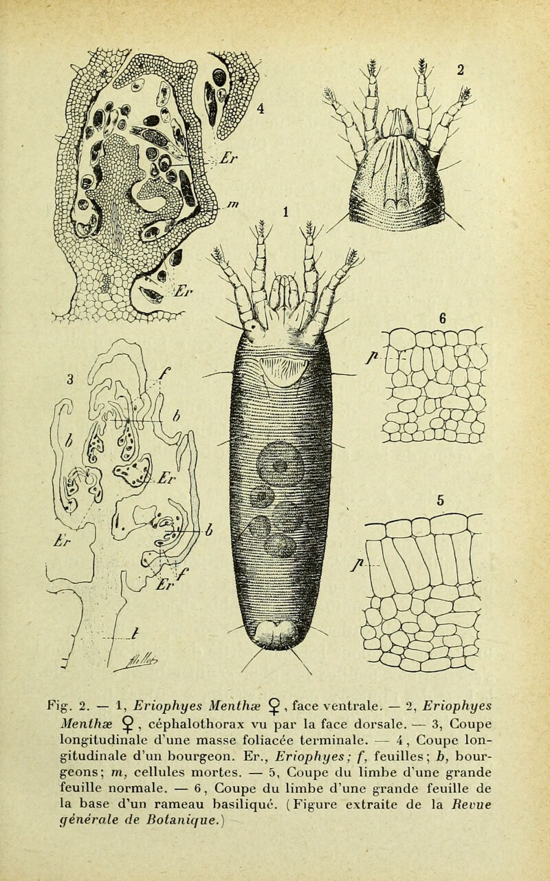 2 Fig. 2. — 1, Eriophyes Menthæ Ç , face ventrale. — 2, Eriophyes Menthæ Ç , céphalothorax vu par la face dorsale. — 3, Coupe longitudinale d’une masse foliacée terminale. — 4, Coupe lon- gitudinale d’un bourgeon. Er., Eriophyes ; f, feuilles; b, bour- geons; m, cellules mortes. — 5, Coupe du limbe d’une grande feuille normale. — 6, Coupe du limbe d’une grande feuille de la base d’un rameau basilique. (Figure extraite de la Reçue générale de Botanique.)