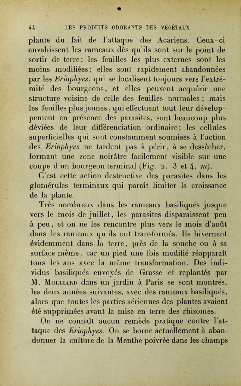 plante du fait de l’attaque des Acariens. Ceux-ci envahissent les rameaux dès qu’ils sont sur le point de sortir de terre; les feuilles les plus externes sont les moins modifiées; elles sont rapidement abandonnées par les Eriophyes, qui se localisent toujours vers l’extré- mité des bourgeons, et elles peuvent acquérir une structure voisine de celle des feuilles normales ; mais les feuilles plus jeunes , qui effectuent tout leur dévelop- pement en présence des parasites, sont beaucoup plus déviées de leur différenciation ordinaire; les cellules superficielles qui sont constamment soumises à l’action des Eriophyes ne tardent pas à périr, à se dessécher, formant une zone noirâtre facilement visible sur une coupe d’un bourgeon terminal (Fig. 2. 3 et 4, m). C’est cette action destructive des parasites dans les glomérules terminaux qui paraît limiter la croissance de la plante. Très nombreux dans les rameaux basiliqués jusque vers le mois de juillet, les parasites disparaissent peu à peu, et on ne les rencontre plus vers le mois d’août dans les rameaux qu’ils ont transformés. Ils hivernent évidemment dans la terre, près de la souche ou à sa surface même, car un pied une fois modifié réapparaît tous les ans avec la même transformation. Des indi- vidus basiliqués envoyés de Grasse et replantés par M. Molliard dans un jardin à Paris se sont montrés, les deux années suivantes, avec des rameaux basiliqués, alors que toutes les parties aériennes des plantes avaient été supprimées avant la mise en terre des rhizomes. On ne connaît aucun remède pratique contre l’at- taque des Eriophyes. On se borne actuellement à aban- donner la culture de la Menthe poivrée dans les champs
