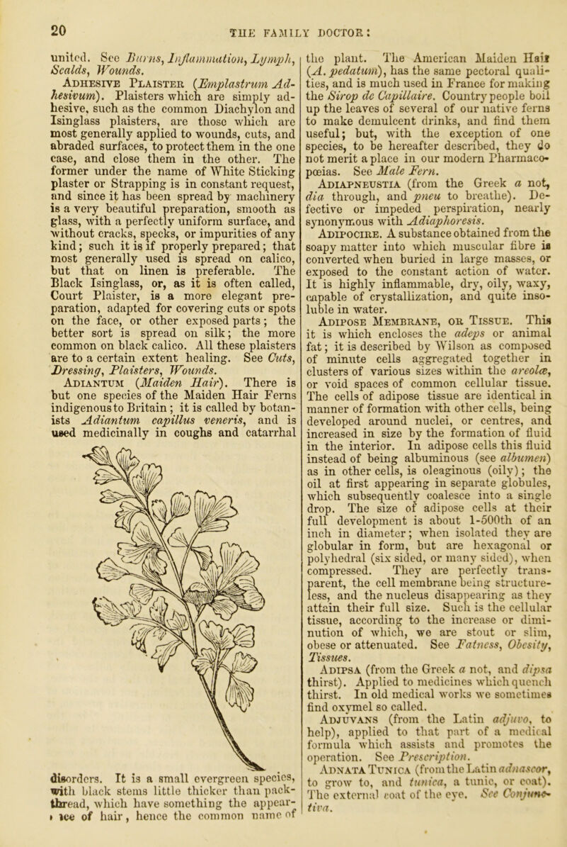 united. See Barns^lnJlammation^Lymph^ Scalds, Wounds. Adhesive Plaister (Bmplastrum Ad- hesiyum). Plaisters-wliich are simply ad- hesive, such as the common Diachylon and Isinglass plaisters, are those which are most generally applied to wounds, cuts, and abraded surfaces, to protect them in the one case, and close them in the other. The former under the name of White Sticking plaster or Strapping is in constant request, and since it has been spread by machinery is a ver^ beautiful preparation, smooth as glass, with a perfectly uniform surface, and without cracks, specks, or impurities of any kind; such it is if properly prepared; that most generally used is spread on calico, but that on linen is preferable. The Black Isinglass, or, as it is often called. Court Plaister, is a more elegant pre- paration, adapted for covering cuts or spots on the face, or other exposed parts; the better sort is spread on silk; the more common on black calico. All these plaisters are to a certain extent healing. See Cuts, Dressing, Flaisters, Wounds. Adiantum {Maiden Hair). There is but one species of the Maiden Hair Ferns indigenous to Britain; it is called by botan- ists Adiantum capillus veneris, and is used medicinally in coughs and catarrhal thread, which have something the appear- » ice of liair, hence the common name of the plant. The American Maiden Ilaii {A. pedatum), has the same pectoral quali- ties, and is much used in France for making the Sirop dc Capillaire. Country'^ people boil up the leaves of several of our native ferns to make demulcent drinks, and find them useful; but, with the exception of one species, to be hereafter described, they do not merit a place in our modern Pharmaco- poeias. See Male Fern. Adiapneustia (from the Greek a not, dia. through, and pneu to breathe). De- fective or impeded perspiration, nearly synonj'mous with Adiaphoresu. Adipocire. a substance obtained from the soapy matter into which muscular fibre ia converted when buried in large masses, or exposed to the constant action of water. It is highly inflammable, dry, oily, waxy, capable of crystallization, and quite inso- luble in water. Adipose Membrane, or Tissue. Thig it is which encloses the adeps or animal fat; it is described by Wilson as composed of minute cells aggregated together in clusters of various sizes within the areolae, or void spaces of common cellular tissue. The cells of adipose tissue are identical in manner of formation with other cells, being developed around nuclei, or centres, and increased in size by the formation of fluid in the interior. In adipose cells this fluid instead of being albuminous (see albumen) as in other cells, is oleaginous (oily); the oil at first appearing in separate globules, which subsequently coalesce into a single drop. The size of adipose cells at their full development is about l-500th of an inch in diameter; when isolated they are globular in form, but are hexagonal or polyhedi'al (six sided, or many sided), when compressed. They are perfectly trans- parent, the cell membrane being structure- less, and the nucleus disappearing as they attain their full size. Such is the cellular tissue, according to the increase or dimi- nution of which, we are stout or slim, obese or attenuated. See Fatness, Obesity, Tissues. Adipsa (from the Greek a not, and dipsa thirst). Applied to medicines which quench thirst. In old medical works we sometimes find oxj'mel so called. Adjuvans (from the Latin adjuvo, to help), applied to that part of a medic.al formula which assists and promotes the operation. See Prescription. Adnata Tunica (from the Latin adnascor, to gi’ow to, and tunica, a tunic, or coat). The external coat of the eye. See Conjunct tivn.