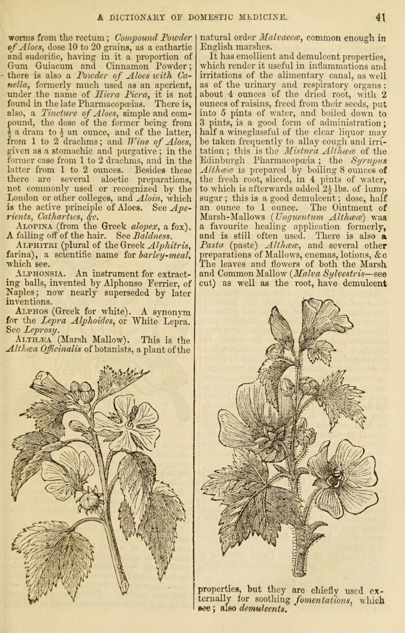 worms from the rectum; Compound Powder of Aloes^ dose 10 to 20 grains, as a cathartic and sudorific, having in it a proportion of Gum Guiacum and Cinnamon Powder; there is also a Powder of Aloes xoith Ca- fiella, fomierly much used as an aperient, under the name of Iliera Picra, it is not found in the late Pharmacopoeias. There is, also, a Tincture of Aloes, simple and com- pound, the dose of the former being from I a dram to | an ounce, and of the latter, from 1 to 2 drachms; and Wine of Aloes, given as a stomachic and purgative ; in the former case from 1 to 2 draclims, and in the latter from 1 to 2 ounces. Besides these there are several aloetic preparations, not conunonly used or recognized by the London or other colleges, and Aloin, which is the active principle of Aloes. See Ape- rients, Cathartics, ^-c. Alopina (from the Greek alopex, a fox). A falling off of the hair. See Baldness. Alphitri (plural of the Greek Alphitris, farbia), a scientific name for barley-meaU which see. Alphonsia. An instrument for extract- ing balls, invented by Alphonso Perrier, of Naples; now nearly superseded by later inventions. Alphos (Greek for white). A sjmonjmi for the Lepra Alphoides, or White Lepra. Sec I^eprosy. Ai.tiiti^a (Marsh Mallow). This is the Althma Officinalis of botanists, a plant of the natural order Malvaceae, common enough in English marshes. It has emollient and demulcent properties, which render it useful in inflammations and irritations of the alimentary canal, as well as of the urinary and respiratory organs : about 4 ounces of the dried root, with 2 ounces of raisins, freed from their seeds, put into 5 pints of water, and boiled down to 3 pints, is a good form of administration; half a wineglassful of the clear liquor may be taken frequently to allay cough and irri- tation ; this is the Mistura AUhwce of the Edinburgh Pharmacopoeia ; the Syrupus Althceac is prepared by boiling 8 ounces of the fresh root, sliced, in 4 pints of water, to which is afterwards added 2h lbs. of lump sugar ; this is a good demulcent; dose, half an ounce to 1 ounce. The Ointment of Marsh-Mallows (Unyuentum Althcece) was a favourite healing application formerly, and is still often used. There is also a Pasta (paste) Althwce, and several other preparations of Mallows, enemas, lotions, &c The leaves and flowers of both the Marsh and Common Mallow {Malva Sylvestris—see cut) as well as the root, have demulcent properties, but they are chiefly used ex- ternally for soothing fomentations, which see; also demulcents.