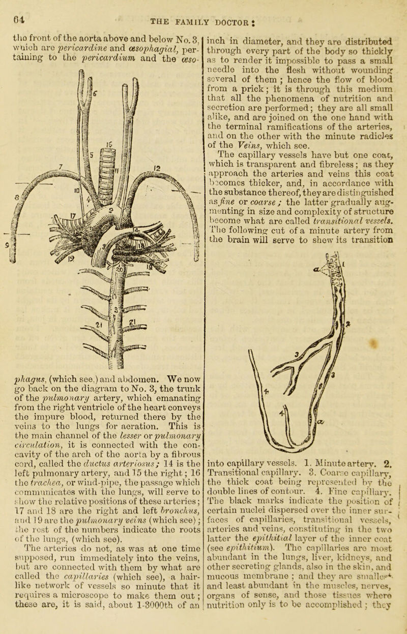 tho front of the aorta above and below No. 8 wnich are pericardine and oesophagial, per- taining to the pericardium and the (jeso- 2>hagns, (which see,) and abdomen. We now go back on the diagram to No. 3, the trunk of the pulmonary artery, which emanating from the right ventricle of the heart conveys the impure blood, returned there by the veins to the lungs for aeration. This is the main channel of the lesser or pulmonary circAilation, it is connected with tho con- cavity of the arch of tho aorta by a fibrous cord, called the ductus arteriosus; 14 is the left pulmonary artery, and 15 the right; 16 tho trachea, or wind-pipe, the passage which communicates with the lungs, will .serve to show the relative positions of these arteries; 17 and 18 are the right and left bronchus, and 19 are the pulmonary veins (which see); the rest of the numbers indicate tho roots of tho lungs, (which see). The arteries do not, as was at one time supposed, run immediately into the veins, but are connected with them by what are called the capillaries (which see), a hair- like network of vessels so minute that it requires a microscope to make them out; these are, it is said, about l-3000th of an inch in diameter, and they are distributed through every part of the body so thickly as to render it impossible to pass a small needle into the flesh without wounding several of them ; hence the flow of blood from a prick; it is through this medium that all the phenomena of nutrition and secretion are performed; they are all small alike, and are joined on the one hand with the terminal ramifications of the arteries, and on the other with the minute radicles of the Veins, which see. The capillary vessels have but one coat, which is transparent and fibreless; as they approach the arteries and veins this coat becomes thicker, and, in accordance with the substance thereof, they are distinguished as, fine or coarse ; the latter gradually aug- menting in size and complexity of structure become what are called transitional vessels. The following cut of a minute artery from the brain will serve to shew its transition into capillary vessels. 1. Minute artery. 2. Transitional capillary. 3. Coarse capillanq the thick coat being rcprcsentetl by the double lines of contour. 4. Fine cr.i)illaiy. The black marks indicate the position of j certain nuclei dispersed over the inner sui-- •' faces of capillaries, transitional vessels, ' arteries and veins, constituting in the two latter the epithitial layer of the inner coat (see epithitium). Tho cajullaries are most alnindant in the lungs, liver, kidneys, and other secreting glands, also in the skin, and nmcous membrane ; and they are smalle.'-''*- and least abundant in the muscles, nerves, organs of sense, and those tissues where nutrition only is to be accomplished ; they