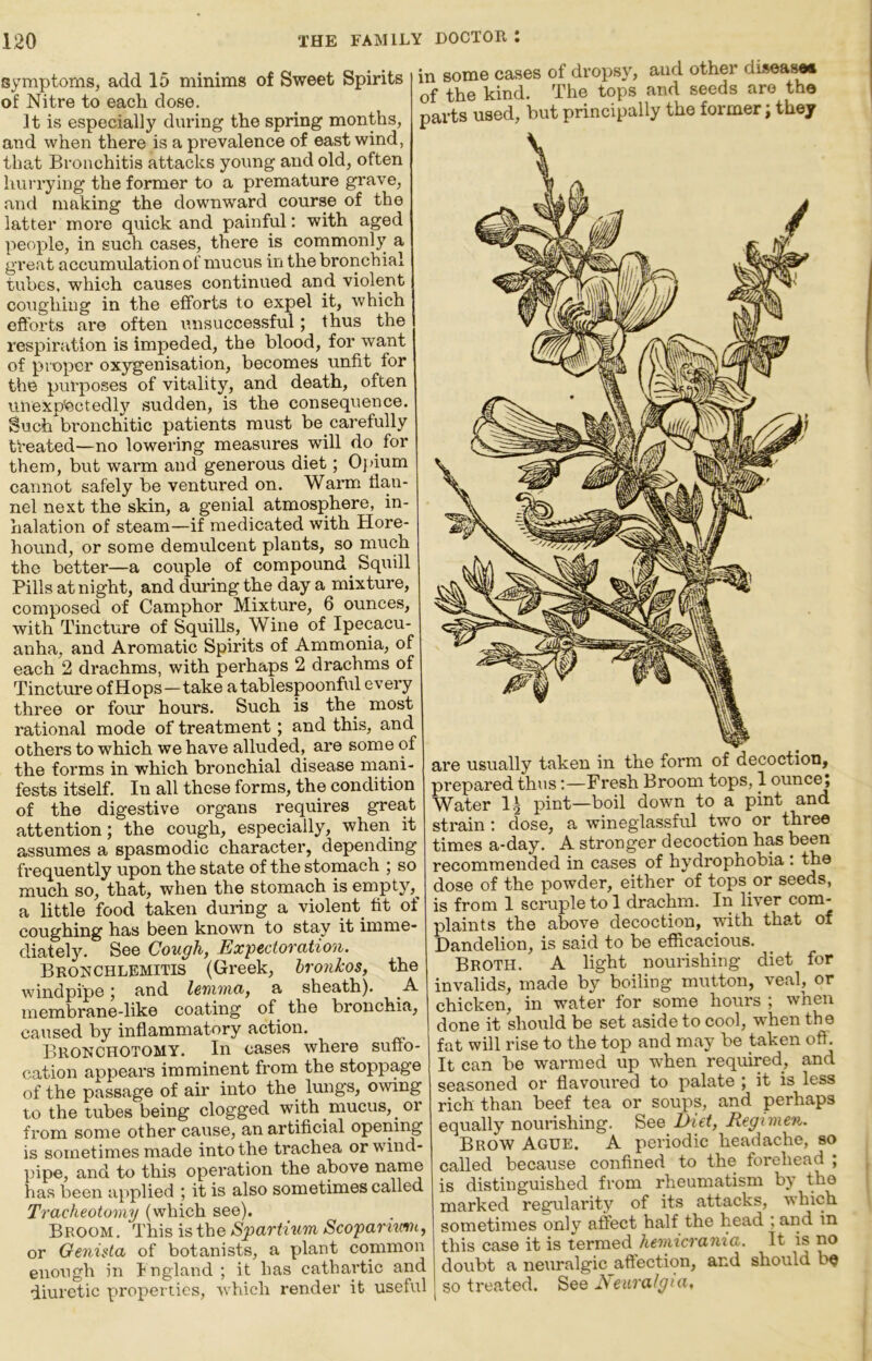 symptoms, add 15 minims of Sweet Spirits of Nitre to each dose. It is especially during the spring months, and when there is a prevalence of east wind, that Bronchitis attacks young and old, often hurrying the former to a premature grave, and making the downward course of the latter more quick and painful: with aged people, in such cases, there is commonly a great accumulation of mucus in the bronchial tubes, which causes continued and violent coughing in the efforts to expel it, which efforts are often misuccessful; thus the respiration is impeded, the blood, for want of proper oxygenisation, becomes unfit for the purposes of vitality, and death, often unexp'ectedl}'^ sudden, is the consequence. Such bronchitic patients must be carefully treated—no lowei’ing measures will do for them, but warm and generous diet; Ojaum cannot safely be ventured on. Warm flan- nel next the skin, a genial atmosphere, in- halation of steam—if medicated with Hore- hound, or some demulcent plants, so much the better—a couple of compound Squill Pills at night, and dming the day a mixture, composed of Camphor Mixture, 6 ounces, with Tincture of Squills, Wine of Ipecacu- anha, and Aromatic Spirits of Ammonia, of each 2 drachms, with perhaps 2 drachms of Tincture of Hops—take a tablespoonful every three or four hours. Such is the most rational mode of treatment; and this, and others to which we have alluded, are some of the forms in which bronchial disease rnani- fests itself. In all these forms, the condition of the digestive organs requires great attention; the cough, especially, when it assumes a spasmodic character, depending frequently upon the state of the stomach ; so much so, that, when the stomach is empty,^ a little food taken during a violent fit of coughing has been known to stay it imme- diately. See Cough, Expectoration. Bronchlemitis (Greek, hroyikos, the windpipe; and leniuia, a sheath). A membrane-like coating of the bronchia, caused by inflammatory action. Bronchotomy. In cases where suffo- cation appears imminent from the stoppage of the passage of air into the lungs, owing to the tubes being clogged with mucus, or from some other cause, an artificial opening is sometimes made into the trachea or wind- pipe, and to this operation the above name has been applied ; it is also sometimes called Tracheotomy (which see). Broom . This is the Spartium Scopamnn, or Genista of botanists, a plant common enough in Ingland ; it has cathartic and diuretic properties, wViich render it useful in some cases of dropsy, and other diseas^ of the kind. The tops and seeds are tho parts used, but principally the former; they are usually taken in the form of decoction, prepared thus;—Fresh Broom tops, 1 ounce; Water pint—boil down to a pint and strain: dose, a wineglassful two or three times a-day. A stronger decoction has been recommended in cases of hydrophobia : the dose of the powder, either of tops or seeds, is from 1 scruple to 1 drachm. In liver com- plaints the above decoction, with that of Dandelion, is said to be efficacious. Broth. A light nourishing diet for invalids, made by boiling mutton, veal, or chicken, in water for some hours ; when done it should be set aside to cool, when the fat will rise to the top and may be taken oft. It can be warmed up when required, and seasoned or flavoured to palate ; it is less rich than beef tea or soups, and perhaps equally nourishing. See Diet, Regimen. Brow Ague. A periodic headache, so called because confined to the forehead ; is distinguished from rheumatism by the marked regularity of its attacks, which sometimes only affect half the head ; and in this case it is termed hernicrama. It is no doubt a neuralgic affection, and should b^ so treaded. See Jseiiralgia.