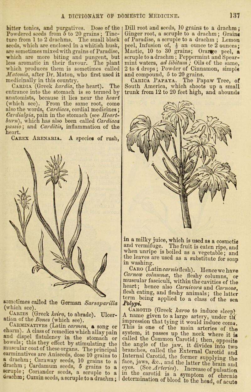 bitter tonics, and purgatives. Dose of the Powdered seeds from 6 to 20 grains; Tinc- ture from 1 to 2 drachms. The small black seeds, which are enclosed in a whitish husk, are sometimes mixed with grains of Paradise, which are more biting and pungent, but less aromatic in their flavour. The plant which produces them is sometimes called Matonia, after Dr. Maton, who first used it medicinally in this country. Cardia (Greek kardia^ the heart). The entrance into the stomach is so termed by anatomists, because it lies near the heart (which see). From the same root, come also the words. Cardiacs^ cordial medicines; Cardialgia, pain in the stomach (see Heart- hum)^ which has also been called Cardiaca passio; and Carditis^ inflammation of the neart. Carex Arenaria. a species of rush, sometimes called the German Sarsaparilla (which see). Caries (Greek keiro, to abrade). Ulcer- ation of the Bones (which see). Carminatives (Latin carmen^ a song or charai). A class of remedies which allay pain and dispel flatulency in the stomach or bowels; this they effect by stimulating the muscular coat of these organs. The principal carminatives are Aniseeds, dose 10 grains to a drachm; Caraway seeds, 10 grains to a drachm ; Cardamum seeds, 5 grains to a wruple; Coriander seeds, a scruple to a cirachm; Curain seeds, a scruple to a drachm; Dill root and seeds, 10 grains to a dr^achm ; Ginger root, a scruple to a drachm ; Grains of Paradise, a scruple to a drachm ; Lemon peel. Infusion of, \ an ounce te 2 ounces; Mastic, 10 to 30 grains; Orai%e peel, a scruple to a drachm; Peppermint and Spear- mint waters, ad libitum ; Oils of the same, 2 to 4 drops ; Powder of Cinnamon, simple and compound, 5 to 20 grains. Carica Papaya. The Papaw Tree, of South America, which shoots up a small trunk from 12 to 20 feet high, and abounds in a milky juice, which is used as a cosmetie and vermifuge. The fruit is eaten ripe, and when unripe is boiled as a vegetable; and the leaves are used as a substitute for soap in washing. Caro (Latinflesh). Ilencewehave Ca7 nece colwnncs^ the fleshy columns, or muscular fasciculi, within the cavities of the heart; hence also Carnivora and Carnosa, flesh eating, and fleshy animals; the latter term being applied to a class of the sea rolypx. cw jliuuue Sleep; A name given to a large artery, under tit impression that tying it would induce com«. This is one of the main arteries of the system, it nasses up the neck where it is called the Common Carotid; then, opposite the angle of the jaw, it divides into two branches, called the External Carotid and Internal Carotid, the former supplyino- the face, Jfiws, &c., and the latter the brain and eyes {See Arteries). Increase of pulsation in the carotid is a symptom of chrenio determination of blood to the head, of acute