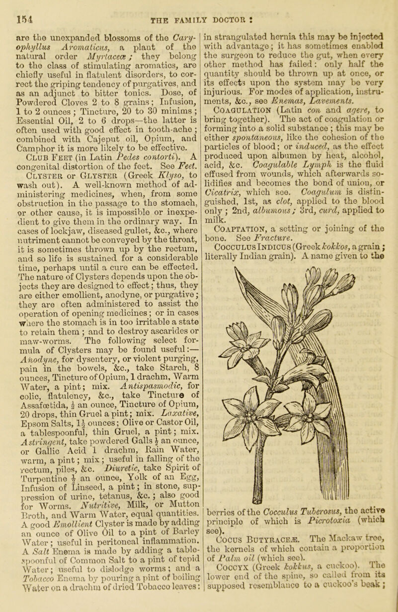 are the unexpanded blossoms of the Gary- I ophyllus Aroviaticus, a plant of the natural order Myrtacece; they belong to the class of stimulating aromatics, are chiefly useful in flatulent disorders, to cor- rect the griping tendency of purgatives, and as an adjunct to bitter tonics. Dose, of Powdered Cloves 2 to 8 grains; Infusion, 1 to 2 ounces ; Tincture, 20 to 30 minims ; Essential Oil, 2 to 6 drops—the latter is often used with good effect in tooth-ache ; combined with Cajeput oil, Opium, and Camphor it is more likely to be effective. Club Feet (in Latin Pedes contorti). A congenital distortion of the feet. See Feet. Clyster or Gltster (Greek Klyso, to wash out). A well-known method of ad- ministering medicines, when, from some obstruction in the passage to the stomach, or other cause, it is impossible or inexpe- dient to give them in the ordinary way. In cases of lockjaw, diseased gullet, &c., where nutriment cannot be conveyed by the throat, it is sometimes thrown up by the rectum, and so life is sustained for a considerable time, perhaps until a cure can be effected. The nature of Clysters depends upon the ob- jects they are designed to effect; thus, they are either emollient, anodyne, or purgative; they are often administered to assist the operation of opening medicines; or in cases where the stomach is in too irritable a state to retain them ; and to destroy ascarides or maw-worms. The following select for- mula of Clysters may be found useful:— Anodyne, for dysentery, or violent purging, pain in the bowels, &c., take Starch, 8 ounces, Tincture of Opium, 1 drachm, Warm Water, a pint; mix. Antispasmodic, for colic, flatulency, &c., take Tincture of Assafoetida, i an ounce. Tincture of Opium, 20 drops, thin Gruel a pint; mix. Laxative, Epsom Salts, ounces; Olive or Castor Oil, a tablespoonful, thin Gruel, a pint; mix. Astringent, take powdered Galls J an ounce, or Gailic Acid 1 drachm, Pain Water, warm, a pint; mix; usefuUn falling of the rectum, piles, &c. Diuretic, take Spirit of Turpentine ^ an ounce. Yolk of an Egg, Infusion of Linseed, a pint; in stone, sup- pression of urine, tetanus, &c. ; also good for Worms. Nutritive, Milk, or Mutton Broth, and Warm Water, equal quantities. A good Emollient Clyster is made by adding an ounce of Olive Oil to a pint of Barley Water; useful in peritoneal inflammation. A Salt Enema is made by adding a tablo- ^poonful of Common Salt to a pint of tepid Water; useful to dislodge worms; and a Tobacco Enema by pouring a pint of boiling Water on a drachm of dined Tobacco leaves: in sti'angulated hernia this may be injected with advantage; it has sometimes enabled the surgeon to reduce the gut, when every other method has failed: only half the quantity should be thrown up at once, or its effects upon the system may be very injurious. For modes of application, instru- ments, &c., see Enemas, Lavements. Coagulation (Latin con and agere, to bring together). The act of coagulation or forming into a solid substance ; this may bo either spontaneous, like the cohesion of the particles of blood; or induced, as the effect produced upon albumen by heat, alcohol, acid, &c. Coagulahle Lymph is the fluid effused from wounds, which afterwards so- lidifies and becomes the bond of union, or Cicatrix, which see. Coagulum is distin- guished, 1st, as clot, applied to the blood only ; 2nd, albumous ; 3rd, curd, applied to milk. Coaptation, a setting or joining of the bone. See Fracture. CoccuLUS Indices (Greek ^*oH'05, a grain; literally Indian grain). A name given to the berries of the Cocculus Tuberosus, the active principle of which is Pio'otoxia (which see). Cocus ButyraCE^. The Mackaw tree, the kernels of which contain a proportion of Palm oil (which see). Coccyx (Greek kokhis, a cuckoo). The lower end of the spine, so called from its supposed resomblauco to a cuckoo s beak;