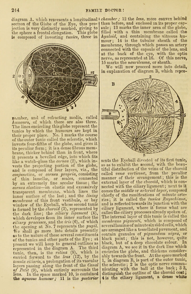 214 FAMILT ©OCTOS: diagram A. wliicli reuvesents a longitudinal I section of the Globe of the Eye, this pro- jection is very distinctly marked, giving to the sphere a frontal elongation. This globe is composed of investing tunics, three in Biiinber, and of refracting media, called humours, of which there are also three. The lines encircling this globe represent the tunics by whicli the humours are kept in their proper place. No. 1 marks the course of the outer tunic called the sclerotic, which invests four-tifths of the globe, and gives it its peculiar form ; it is a dense tibrous mem- brane, thicker behind than in front,_where it presents a bevelled edge, into which fits like a watch-glass the cor7iea (2), which in- vests the projecting portion of the globe, and is composed of four layers, viz., the conjunctiva, or cornea propria, consisting of thin lamellai, or scales, connected by an extremely fine areolar tissue; the cornea elastica—an elastic and excessively transparent membrane, wdiich lines the inner surface of the last; and the lining membrane of this front vestibule, or bay window of the Eyeball, whose second tunic is formed by the choroid (3), represented by the dark line; the ciliarg ligatne^zt (4), w'hich developes from its inner surface the ciliary processes, and the iris (6), of which the opening at No. 7 represents the pupil. IVe shall go more into details presently as to the nature of these several constituents of the tunics and other parts of the Eye ; at present \ve will keep to general outlines as represented in the diagram A. The_ third tunic, then, is the retina (8), which is carried forward to the lens (12), by the zonula ciliaris, a prolongation of its vascular layers passing along the front of the Canal oj Petit (9), which entirely surrounds the lens. In the space marked 10, is contained the aqueous humour; 11 is the posterior chamber ; 12 the lens, more convex behind than before, and enclosed in its proper cap- sule ; 13 marks the inner area of the globe, filled with a thin membrane called the hyaloid, and containing the vitreous hu- mour ; 14 is the tubular sheath of the membrane, through which passes an artery connected with the capsule of the lens, and at the back of the eye, with the optic nerve, as represented at 16. Of this nerve, 15 marks the neurileuma, or sheath. We will now proceed more into detail, in explanation of diagram B, which repre- tiful distribution of the veins of the choroid called vence ‘vorticosa:, from the peculiar manner of their arrangement; this is the external layer of the choroid, which is con- nected with the ciliary ligament; next to it comes the middle or arterial layer, composed chiefly of the ramifications of minute arte- ries; it is called the tunica Euyschiana, and is reflected towards its junction with the ciliary ligament, where it forms what are called the ciliary processes already spoken of. The internal layer of this tunic is called the membrano pigmenti, wdiich is composed of several lamin SB of minutesixsidedcells, which are arranged like a tessellated pavement, and contain granules of pigmentum 7iigra, or black paint; this is not, however, quite black, but of a deep chocolate colour. In diagram A, we see it in the dark line w'hich encircles the globe, and thickens consider- ably towards the front. At the space marked 1, in diagram B, is part of the outer tunic, the sclerotic; 2 is the optic nerve commu- nicating with the ball at the back; 3 3, distinguish the outline of the choroid coat j 4 is the ciliary ligament, a dense white