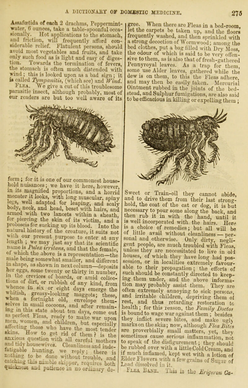 Aesafoetida of each 2 drachms, Peppermint- water, 6 ounces, take a table-spoonful occa- sionally. Hot applications to the stomach, and friction, will frequently afford con- siderable relief. Flatulent persons, should avoid most vegetables and fruits, and take only such food as is light and easy of diges- tion. Towards the termination of fevers, the stomach is often much distended with ^nd ; this is looked upon as a bad sign ; it i» called Tytnpanitis, (which see) and Wind. Flea. _ We give a cut of this troublesome parasitic insect, although probably, most of our readers are but too well aware of its g^e. When there are Fleas in a bed-room, let the carpets be taken up, and the floors frequently washed, and then sprinkled with a strong decoction of Wormwood; amono' the bed clothes, put a bag filled with Dry Moss, the odour of which is said to be very offen- sive to them, as is also that of fresh-gathered Pennyroyal leaves. As a trap for them, some use Alder leaves, gathered while the dew is on them, to this the Fleas adhere, and may then be easily taken. Mercurial Ointment rubbed in the joints of the bed- stead, and Sulphur fumigations, are also said to be efficacious in killing or expelling them j form; for it is one of our commonest house hold nuisances; wo have it here, howevei in its magnified proportions, and a horri monster it looks, with long muscular, spin legs, well adapted for leaping, and scab body, neck, and head, beset with hairs, ani armed with two lancets within a sheath for piercing the skin of its victim, and i proboscis for sucking up its blood. Into th( natural history of the creature, it suits no wuh our present purpose to enter at ani length ; we may just say that its scientific \\^n\e\% Pidex irritans, and that the female, of which the above is a representation—the niale being somewhat smaller, and difierenf m shape, as shown in next column—deposits her eggs, some twenty or thirty in number, in tne crevices of boards, or amid collec- tions of dirt, or rubbish of any kind, from in six or eight days emerge the wfiitish, greasy-looking maggots; these, v-hen a fortnight old, envelope them- selves in small cocoons, and after remain- ing in this state about ten davs, come out as perfect Fleas, ready to make war upon mn women, and children, but especially affecting those who have the most tender skins. How to get rid of them? is the anxious question with all careful mothers and tidv housewives. Cleanliness and inde- fatigable hunting, we reply; there is nothing to be done without trouble, and catc^g this nimble ski])per, requires both quickiicoa and patien^^e in no ordinary de- Sweet or Train-oil they cannot abide, and to drive them from their last strong- hold, the coat of the cat or dog, it is but necessary to pour some along the back, and then rub it in with the hand, until it IS well incorporated with the hairs. Here is a choice of remedies; but all will be of little avail without cleanliness — per- sonal and otherwise. Only dirty, negli- gent people, are much troubled with Fleas, unless they are necessitated to live in old houses, of which they have long had pos- session, or in localities extremely favour- able to their propagation; the efforts of such should be constantly directed to keep- ing them under, and the above informa- tion may probably assist them. They are often extremely annoying to sick persons, and irritable children, depriving them ol rest, and thus retarding restoration to health; for this reason, the Family Doctor is bound to wage war against them ; besides they inflict severe bites, and make ugl\ marks on the skin; now, although Flea Bites are proverbially small matters, yet, they sometimes cause serious inflammation, not ;o speak of the disfigurement; they should be rubbed over with a little Cold Cream, and H much inflamed, kept wet with a lotion of Elder Mowers with a few grains of Sugar of ,^ead dissolved in if. Flea LajmE. Tim is the Erigerm Ca-