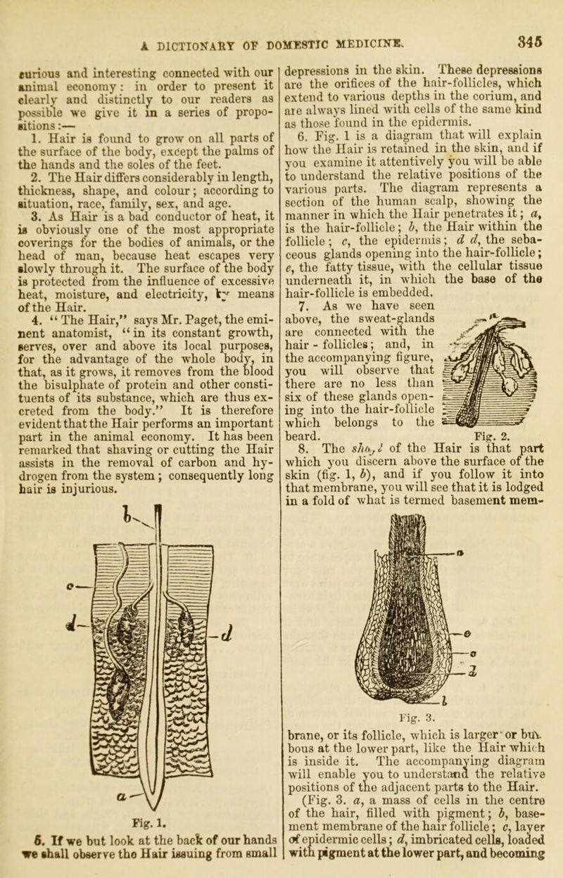 eurious and interesting connected with our animal economy: in order to present it clearly and distinctly to our readers as possible W'e give it m a series of propo- sitions :— 1. Hair is found to grow on all parts of the surface of the body, except the palms of the hands and the soles of the feet. 2. The Hair differs considerably in length, thickness, shape, and colour; according to aituation, race, family, sex, and age. 3. As Hair is a bad conductor of heat, it is obviously one of the most appropriate coverings for the bodies of animals, or the head of man, because heat escapes very slowly through it. The surface of the body is protected from the influence of excessive heat, moisture, and electricity, means of the Hair. 4. “ The Hair, says Mr. Paget, the emi- nent anatomist, “in its constant growth, serves, over and above its local purposes, for the advantage of the whole body, in that, as it grows, it removes from the blood the bisulphate of protein and other consti- tuents of its substance, which are thus ex- creted from the body.” It is therefore evident that the Hair performs an important part in the animal economy. It has been remarked that shaving or cutting the Hair assists in the removal of carbon and hy- drogen from the system; consequently long hair is injurious. 1^.1! Fig. 1. 6. If we but look at the back of our hands we shall observe tho Hair issuing from small depressions in the skin. These depressions are the orifices of the hair-follicles, which extend to various depths in the corium, and are always lined with cells of the same kind as those found in the epidermis. 6. Fig. 1 is a diagram that will explain how the Hair is retained in the skin, and if you examine it attentively you will be able to understand the relative positions of the various parts. The diagram represents a section of the human scalp, showing the manner in which the Hair penetrates it; a, is the hair-follicle; b, the Hair within the follicle; c, the epidermis; d the seba- ceous glands opening into the hair-follicle; e, the fatty tissue, with the cellular tissue underneath it, in which the base of the hair-follicle is embedded. 7. As we have seen above, the sweat-glands are connected with the hair - follicles; and, in the accompanying figure, you will observe that there are no less than six of these glands open- ing into the hair-follicle which belongs to the beard. Fig. 2. 8. The shhji of the Hair is that part which you discern above the surface of the skin (fig. 1, 6), and if you follow it into that membrane, you will see that it is lodged in a fold of what is termed basement mem- Fig. 3. brane, or its follicle, which is larger'or buY bous at the lower part, like the Hair which is inside it. The accompanying diagram will enable you to understana the relative positions of the adjacent parts to the Hair. (Fig. 3. a, a mass of cells in the centre of the hair, filled with pigment; b, base- ment membrane of the hair follicle; c, layer of epidermic cells; <7, imbricated cells, loaded with pigment at the lower part, and becoming