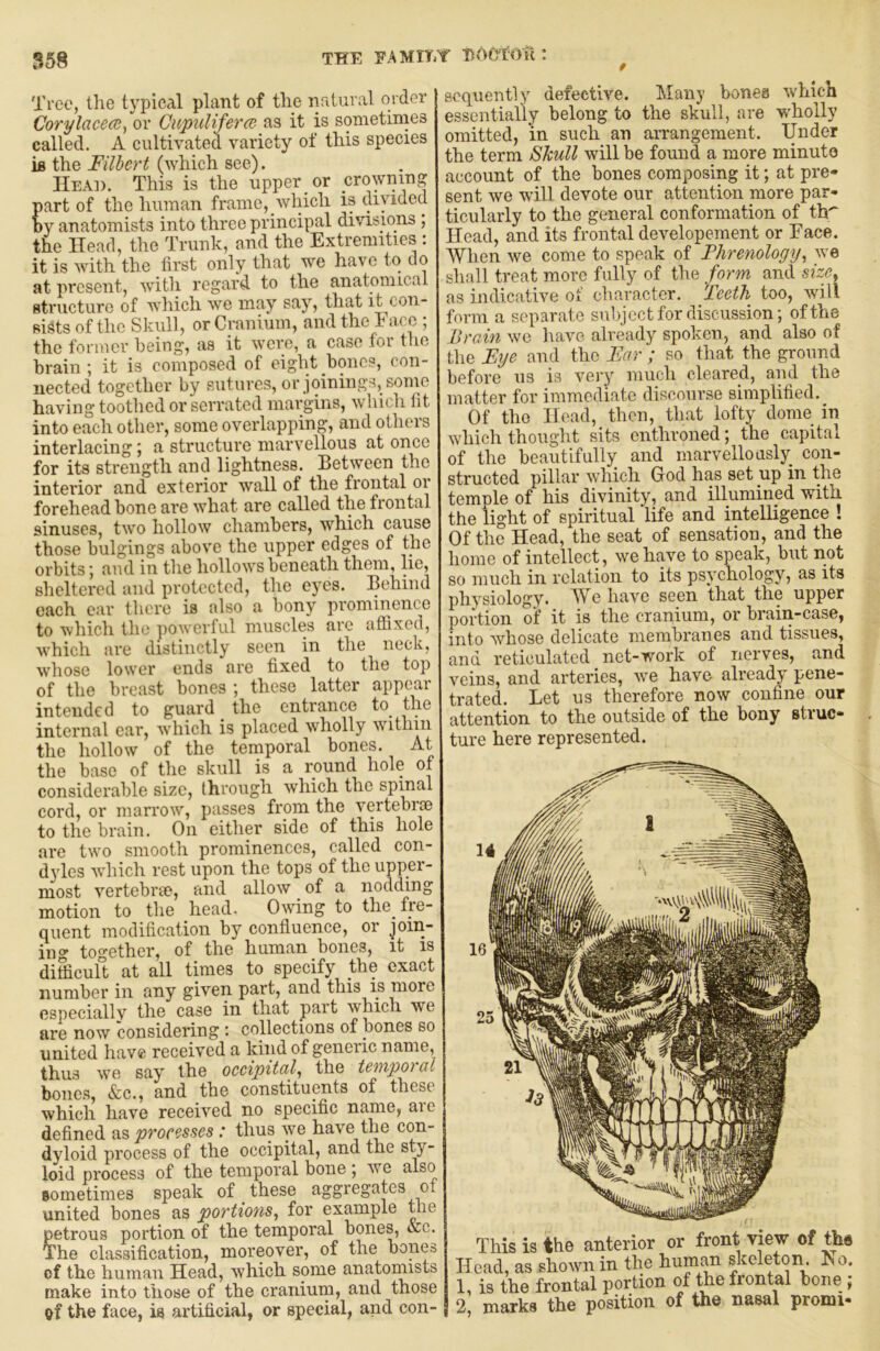 t THE FAMIYiT ‘DOe fOu ! Tree, tlie tj^pical plant of the natural order Corylacece^ or CupulifercB as it is sometimes called. A cultivated variety of this species is the Filbert (which see). Head. This is the upper or crowning part of the human frame, which is divided by anatomists into three principal divisions ; the Head, the Trunk, and the Extremities : it is with the first only that we have to do at present, with regard to the anatomical structure of which we may say, that it con- sists of the Skull, or Cranium, and the Face , the former being, as it were, a case for the brain ; it is composed of eight bones, con- nected together by sutures, or joinings, some having toothed or serrated margins, which fit into each other, some overlapping, and others interlacing; a structure marvellous at once for its strength and lightness. Between the interior and exterior wall of the frontal or forehead bone are what are called the frontal sinuses, two hollow chambers, which cause those bulgings above the upper edges of the orbits; and in the hollows beneath them, lie, sheltered and protected, the eyes. Behind each ear there is also a bony prominence to which the powerful muscles are affixed, -which are distinctly seen in the neck, w’hose lower ends are fixed to the top of the breast bones ; these latter appear intended to guard _ the entrance to_ the internal ear, w'hich is placed wholly wuthin the hollow of the temporal bones. At the base of the skull is a round hole of considerable size, through which the spimal cord, or marrow, passes from the vertebrae to the brain. On either side of this hole are two smooth prominences, called con- dyles W'hich rest upon the tops of the upper- most vertebrae, and allow of a nodding motion to the head. Owing to the_ fre- quent modification by confluence, or join- ing together, of the human bones, it is difficuft at all times to specify the exact number in any given part, and this is more especially the case in that part which we are now considering : collections of bones so united have received a kind of generic name, thus wm say the occipital^ the temporal bone.s, &c., and the constituents of these which have received no specific name, are defined as processes: thus we have the con- dyloid process of the occipital, and the sty- loid process of the temporal bone j we also Bometimes speak of these aggregates ot united bones as portions^ for example the petrous portion of the temporal bones, &c. The classification, moreover, of the bones of the human Head, which some anatomists make into those of the cranium, and those of the face, is artificial, or special, and con- sequently defective. Many bones which essentially belong to the skull, are wholly omitted, in such an arrangement. Under the term 8hull will be found a more minute account of the bones composing it; at pre- sent we will devote our attention more par- ticularly to the general conformation of th'' Head, and its frontal developement or Face. AVhen we come to speak of Phrenology, we shall treat more fully of the form and sizOy as indicative of cbaracter. Teeth too, will form a separate subject for discussion; of the Brain we have already spoken, and also of the Eye and the Ear ; so that the ground before us is very much cleared, and the matter for immediate discourse simplified. Of the Head, then, that lofty dome in which thought sits enthroned; the capital of the beautifully and marvellously con- structed pillar which God has set up in the temple of his divinity, and illumined with the light of spiritual life and intelligence ! Of the Head, the seat of sensation, and the home of intellect, we have to speak, but not so much in relation to its psychology, as its physiology. We have seen that the upper portion of it is the cranium, or brain-case, into whose delicate membranes and tissues, and reticulated net-work of nerves, and veins, and arteries, w'e have already pene- trated. Let us therefore now confine our attention to the outside of the bony struc- ture here represented. This is the anterior or front view of th« Head, as shown in the human skeleton, ^o. 1, is the frontal portion of ^e frontal bone ; 2, marks the position of the nasal promi-