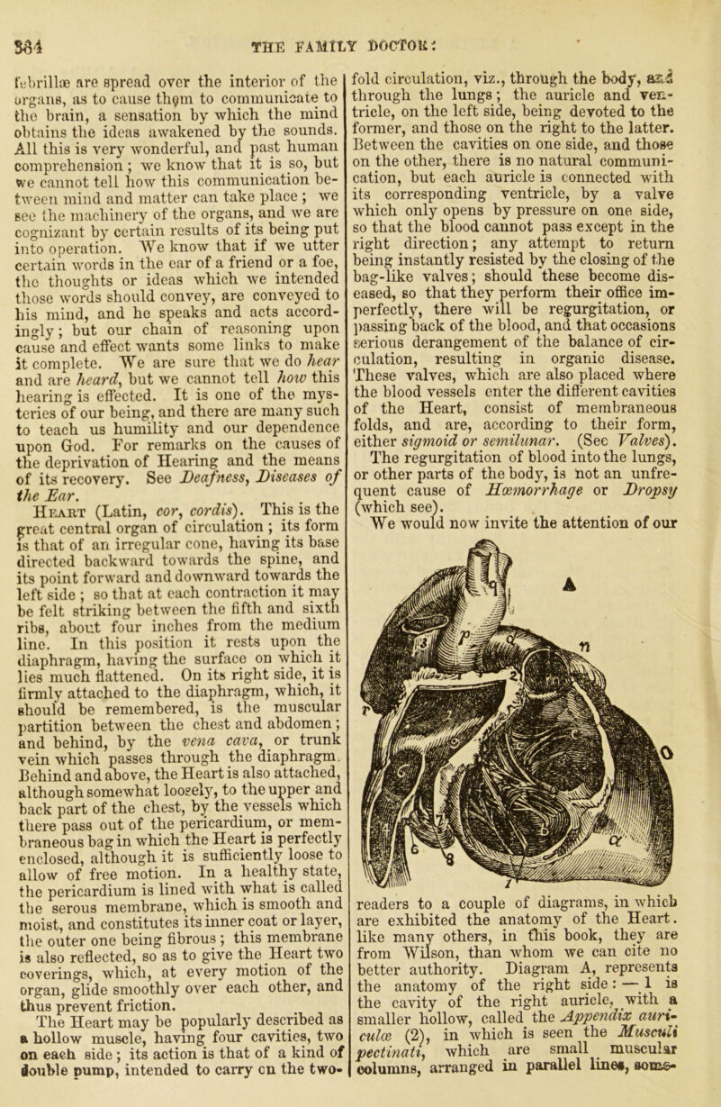 m THE EAMtLY DO(rroiii febrillae are spread over the interior of the organs, as to cause th^m to communicate to the brain, a sensation by which the mind obtains the ideas awakened by the sounds. All this is very wonderful, and past human comprehension; we know that it is so, but «ve cannot tell how this communication be- tween mind and matter can take place ; we see the machinery of the organs, and^we are cognizant by certain results of its being put into operation. AVe know that if we utter certain words in the ear of a friend or a foe, the thoughts or ideas which we intended those words should convey, are conveyed to his mind, and he speaks and acts accord- ingly ; but our chain of reasoning upon cause and effect wants some links to make it complete. We are sure that we do hear and are heard^ but we cannot tell how this liearing is effected. It is one of the mys- teries of our being, and there are many such to teach us humility and our dependence upon God. For remarks on the causes of the deprivation of Hearing and the means of its recovery. See Deafness^ Diseases of the Ear. II11A.RT (Latin, cor, cordis).^ This is the great central organ of circulation ; its form IS that of an irregular cone, having its base directed backward towards the spine, and its point forward and downward towards the left side ; so that at each contraction it may be felt striking between the fifth and sixth ribs, about four inches from the medium lino. In this position it rests upon the diaphragm, having the surface on which it lies much flattened. On its right side, it is flrmly attached to the diaphragm, which, it should be remembered, is the muscular ])artition between the chest and abdomen ; and behind, by the vena cava, _ or trunk vein which passes through the diaphragm. Behind and above, the Heart is also attached, although somewhat loosel}’’, to the upper and back part of the chest, by the vessels which there pass out of the pericardium, or mem- braneous bag in which the Heart is perfectly enclosed, although it is sufiiciently loose to allow of free motion. In a healthy state, the pericardium is lined with what is called the serous membrane, which is smooth and moist, and constitutes its inner coat or layer, the outer one being fibrous ; this membrane is also reflected, so as to give the Heart two coverings, which, at every motion of the organ, glide smoothly over each other, and thus prevent friction. The Heart may be popularly described as a hollow muscle, having four cavities, two on each side; its action is that of a kind of iouhle pump, intended to carry cn the two- fold circulation, viz., through the body, asi through the lungs; the auricle and ven- tricle, on the left side, being devoted to the former, and those on the right to the latter. Between the cavities on one side, and those on the other, there is no natural communi- cation, but each auricle is connected with its corresponding ventricle, by a valve which only opens by pressure on one side, so that the blood cannot pass except in the right direction; any attempt to return being instantly resisted by the closing of the bag-like valves; should these become dis- eased, so that they perform their office im- perfectl}’’, there will be regurgitation, or ])assing back of the blood, and that occasions eierious derangement of the balance of cir- culation, resulting in organic disease. These valves, which are also placed where the blood vessels enter the difl'erent cavities of the Heart, consist of membraneous folds, and are, according to their form, e\i\vev sigmoid or semilunar. (See Valves'). The regurgitation of blood into the lungs, or other parts of the body, is not an unfre- quent cause of Kmnorrhage or Dropsy (which see). We would now invite the attention of our readers to a couple of diagrams, in which are exhibited the anatomy of the Heart, like many others, in this book, they are from Wilson, than whom we can cite no better authority. Diagram A, represents the anatomy of the right side : —_ 1 is the cavity of the right auricle, with a smaller hollow, called the jlppendix auri^ culoe (2), in which is seen the Musculi pectinati, which are small ^ muscular columns, arranged in parallel linet, soms-