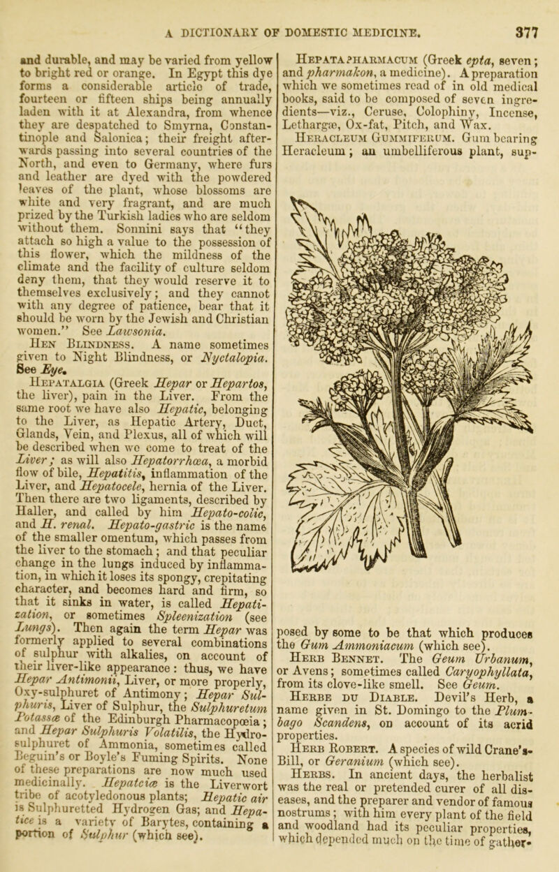 and durable, and may be varied from yellow to bright red or orange. In Egypt this dye forms a considerable article of trade, fourteen or fifteen ships being annually laden with it at Alexandra, from whence they are despatched to Smyrna, Constan- tinople and Salonica; their freight after- wards passing into several countries of the North, and even to Germany, where furs and leather are dyed with the powdered leaves of the plant, whose blossoms are white and very fragrant, and are much prized by the Turkish ladies who are seldom without them. Sonnini says that “they attach so high a value to the possession of this flower, which the mildness of the climate and the facility of culture seldom deny them, that they Avould reserve it to themselves exclusively'-; and they cannot with any degree of patience, bear that it should be worn by the Jewish and Christian women.” See Laivsonia. Hen Blindness. A name sometimes given to Night Blindness, or I^yctalopia. See Eye* Hepatalgia (Greek Separ or Hepartos^ the liver), pain in the Liver. From the same root we have also Hepatic, belonging to the Liver, as Hepatic Artery, Duct, Glands, Vein, and Plexus, all of which will be described when wo come to treat of the Liver; as will also llepatorrhcea, a morbid flow of bile. Hepatitis^ inflammation of the Liver, and Hepatocele, hernia of the Liver. Then there are two ligaments, described by Haller, and called by him Hepato-colic, and H. renal. Hepato-gastric is the name of the smaller omentum, which passes from the liver to the stomach; and that peculiar change in the lungs induced by inflamma- tion, in which it loses its spongy, crepitating character, and becomes hard and firm, so that it sinks in water, is called Hepati- zation, or sometimes Spleenization (see Lungs). Then again the term Hepar was formerly applied to several combinations of sulphur with alkalies, on account of their liver-like appearance : thus, we have Hepar Antimonii, Liver, or more properly, Oxy-sulphuret of Antimony; Hepar Sul- phuris. Liver of Sulphur, the Sulphuretum l^otassce of the Edinburgh Pharmacopoeia ; and Hepar Sulphuris Volatilis, the Hytlro- sulphuret of Ammonia, sometimes called Begum’s or Boyle’s Fuming Spirits. None of these preparations are now much used medicinally. Hepatcice is the Liverwort tribe of acotyledonous plants; Hepatic air is Sulphuretted Hydrogen Gas; and Hepa- tice is a variety of Barytes, containing a portion of Hulphnr (which see). Hepata?haiimacum (Greek epta, seven; and pharmaJcon. a medicine). A preparation which we sometimes read of in old medical books, said to be composed of seven ingre- dients—viz., Ceruse, Colophiny, Incense, Lethargoo, Ox-fat, Pitch, and Wax. Heracleum Gummifeuum. Gum bearing Ileracleum; an umbelliferous plant, sup- posed by some to be that which produces the Gum Ammoniacum (which see). Herb Bennet. The Geum TIrbanum, or Avens; sometimes called Caryophyllata, from its dove-like smell. See Geum. Herbe DU Diable. Devil’s Herb, a name given in St. Domingo to the Plum- bago Scandens, on account of its acrid properties. Herb Egbert. A species of wild Crane’s- Bill, or Geranium (which see). Herbs. In ancient days, the herbalist was the real or pretended curer of all dis- eases, and the preparer and vendor of famous nostrums; with him every plant of the field and woodland had its peculiar properties, which (depended much on the time of gather*