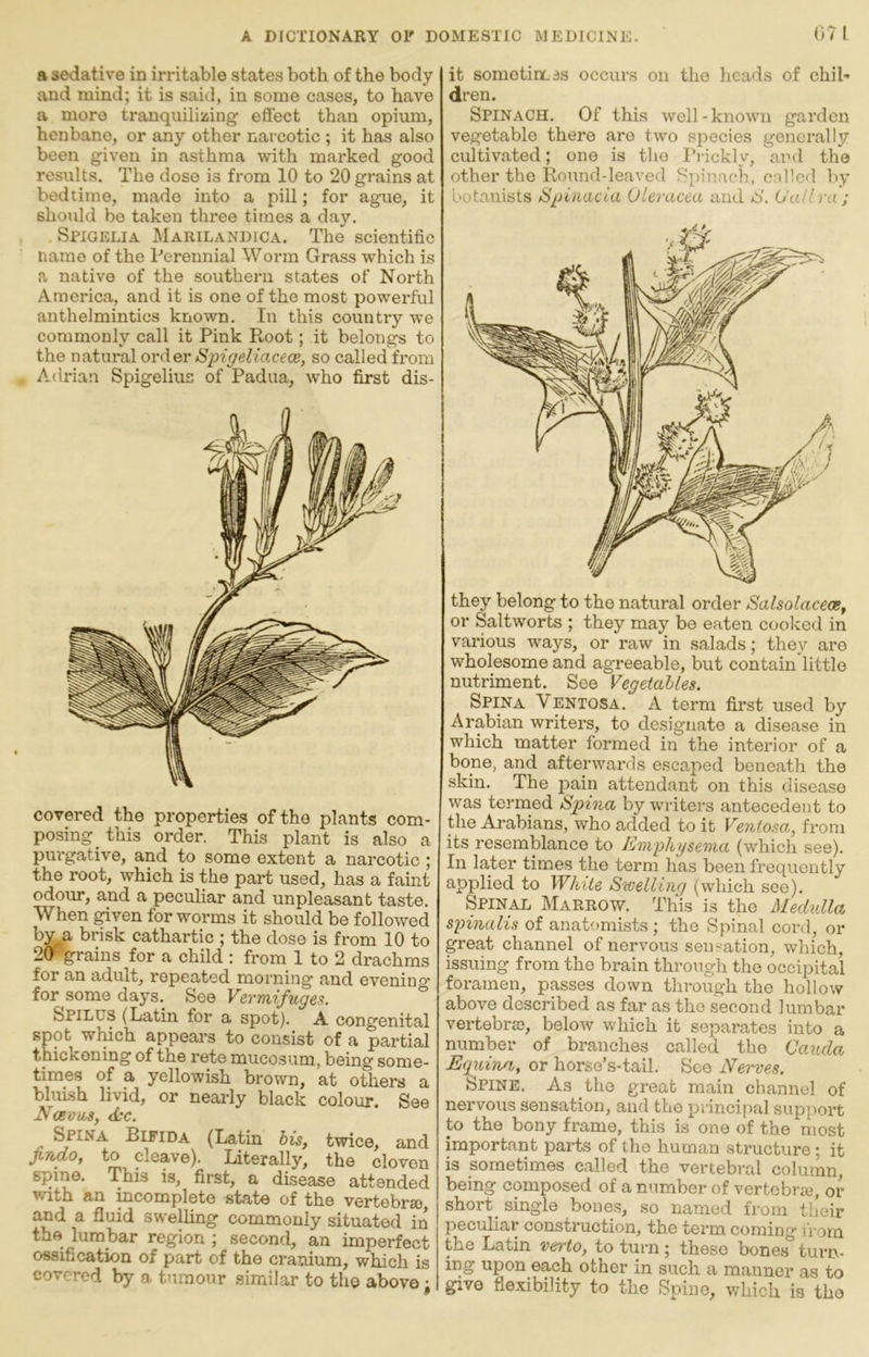 071 a sedative in irritable state.s both of the body and mind; it is said, in some cases, to have a more tranquilizing effect than opium, henbane, or anj’^ other narcotic ; it has also been given in asthma with marked good results. The dose is from 10 to 20 grains at bedtime, made into a pill; for ague, it should be taken three times a dajn , Spigelia Marilandica. The scientific name of the Perennial Worm Grass which is a native of the southern states of North America, and it is one of the most powerful anthelmintics known. In this country we commonly call it Pink Root; it belongs to the natural order Spigeliacece, so called from Adrian Spigelius of Padua, who first dis- covered the properties of the plants com- posing^ this order. This plant is also a purgative, and to some extent a narcotic; the root, which is the part used, has a faint odour, and a peculiar and unpleasant taste. When ^ven for worms it should be followed by^a brisk cathartic ; the dose is from 10 to 20 grains for a child : from 1 to 2 drachms for an adult, repeated morning and evening for some days. See Vermifuges. Spilus (Latin for a spot). A congenital spot which appeal’s to consist of a partial thickening of the rete mucosum, being some- times of a yellowish brown, at others a bluish livid, or nearly black colour. See Ncevws, d:c. ^ Spina Bifida (Latin bis, twice, and Jindo, to cleave). Literally, the cloven spine. This is, first, a disease attended AD. IHCOniplGto siiAtO of fcilO and a fluid swelling commonly situated in the lumbar region ; second, an imperfect ossification of part of the cranium, which is covered by a tumour similar to the above • it sometirLis occurs on the heads of chil- dren. Spinach. Of this well-known garden vegetable there are two species generally cultivated; one is the I’rickly, and the other the Round-leaved Spinach, cnllcfl by botanists Spinacia Oleracea and S. (JaUra; they belong to the natural order Salsolacece, or Saltworts ; they may be eaten cooked in various ways, or raw in salads; they are wholesome and agreeable, but contain little nutriment. See Vegetables. Spina Ventosa. A term first used by Arabian writers, to designate a disease in which matter formed in the interior of a bone, and afterwards escaped beneath the skin. The pain attendant on this disease was termed Spina by writers antecedent to the Arabians, who added to it Ventosa, from its resemblance to Emphysema (which see). In later times the term has been frequently applied to White Swelling (which see). Spinal Mx^.rrow. This is the Mechdla, spinalis of anatomists ; the Spinal cord, or great channel of nervous sensation, which, issuing from the brain through the occipital foramen, passes down through the hollow above described as far as the second lumbar vertebi’so, below which it separates into a number of branches called the (Jaiula Equina, or horse’s-tail. See Nerves. Spine. As the great main channel of nervous sensation, and the principal support to the bony frame, this is one of the most important parts of the human structure; it is sometimes called the vertebral column, being composed of a number of vertobraj, or short^ single bones, so named from their peculiai construction, the term coming from the Latin verto, to turn; these bones turn- ing upon each other in such a manner as to give flexibility to the Spine, which is the