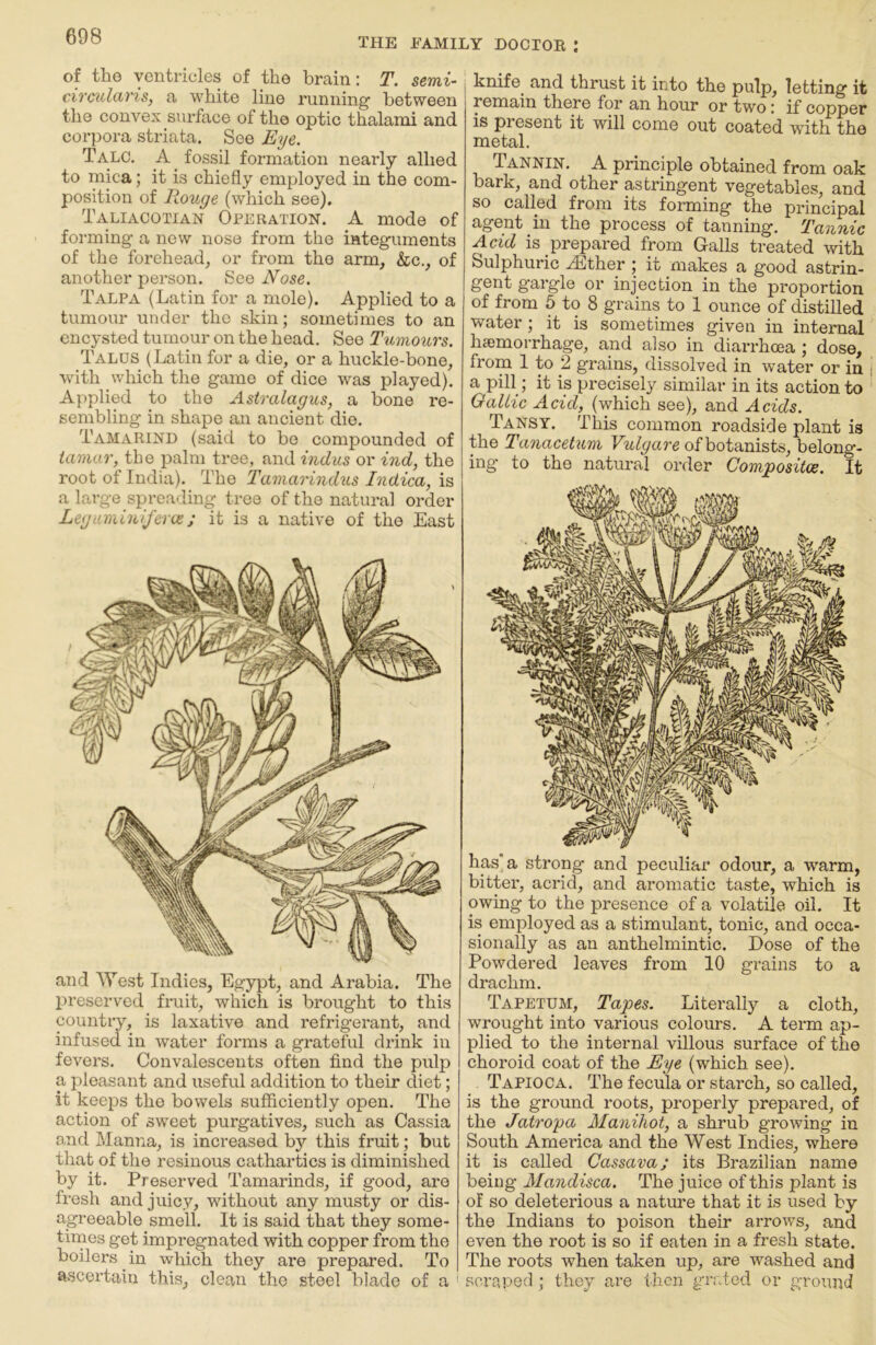 of the ventricles of the brain: T. semi- circidaris, a white line running’ between the convex surface of the optic thalami and corpora striata. See Eye. Talc. A fossil formation nearly allied to mica; it is chiefly employed in the com- position of E.ouge (which see), Taliacotian Operation. A mode of forming a new nose from the integuments of the forehead^ or from the arm, &c., of another person. See Nose, Talpa (Latin for a mole). Applied to a tumour under the skin; sometimes to an encysted tumour on the head. See TNemours. Talus (Latin for a die, or a huckle-bone, with which the game of dice was played). Applied to the Astralagus, a bone re- sembling in shape an ancient die. Tamarind (said to be compounded of iamar, the palm tree, and i?idus or Eid, the root of India). The Tamariiuhts Indica, is a large spreading tree of the natural order LegumiiiiJ'erve; it is a native of the East and West Indies, Egypt, and Arabia. The preserved fruit, which is brought to this country, is laxative and refrigerant, and infused in water forms a grateful drink in fevers. Convalescents often find the pulp a pleasant and useful addition to their diet; it keeps the bowels sufficiently open. The action of sweet purgatives, such as Cassia and Manna, is increased by this fruit; but that of the resinous cathartics is diminished by it. Preserved Tamarinds, if good, are fi’esh and juicy, without any musty or dis- agreeable smell. It is said that they some- times get impregnated with copper from the boilers in which they are prepared. To ascertain this, clean the steel blade of a knife and thrust it into the pulp, letting it remain there for an hour or two; if copper is present it will come out coated with the metal. Tannin. A principle obtained from oak bark, and other astringent vegetables, and so called from its forming the principal agent in the process of tanning. Tannic Acid is prepared from Galls treated with Sulphuric ^Ether ; it makes a good astrin- gent gargle or injection in the proportion of from 5 to 8 grains to 1 ounce of distilled water; it is sometimes given in internal h£emorrhage, and also in diarrhoea ; dose, from 1 to 2 grains, dissolved in water or in a pill; it is precisely similar in its action to Gallic Acid, (which see), and Acids. Tansy. This common roadside plant is the Tanacetxim of botanists, belong- ing to the natural order Compositoe. It has a strong and peculiar odour, a warm, bitter, acrid, and aromatic taste, which is owing to the presence of a volatile oil. It is employed as a stimulant, tonic, and occa- sionally as an anthelmintic. Dose of the Powdered leaves from 10 grains to a drachm. Tapetum, Tapes. Literally a cloth, wrought into various colours. A term ap- plied to the internal villous surface of the choroid coat of the Eye (which see). Tapioca. The fecula or starch, so called, is the ground roots, properly prepared, of the Jatropa Maniliot, a shrub growing in South America and the West Indies, where it is called Cassava; its Brazilian name being Mandisca. The juice of this plant is of so deleterious a natm'e that it is used by the Indians to poison their arrows, and even the root is so if eaten in a fresh state. The roots when taken up, are washed and scraped; they are then grated or ground