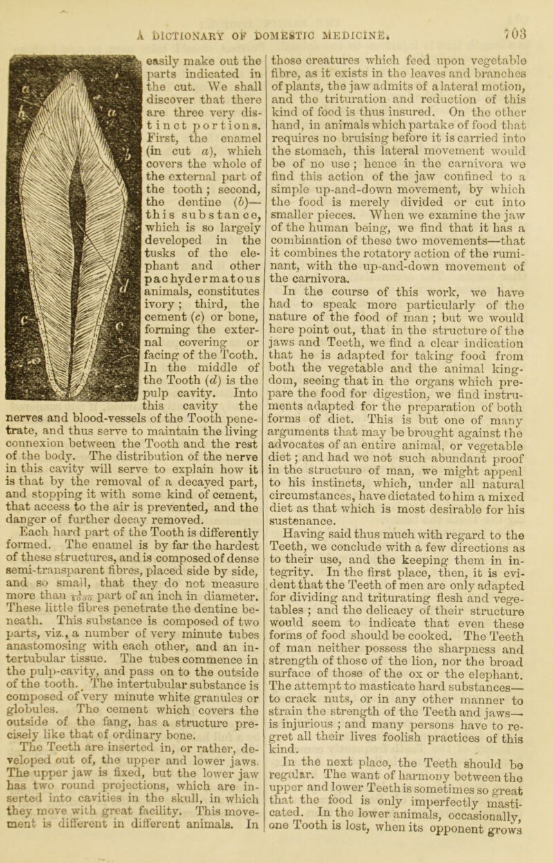 easily make out the parts indicated in the cut. We shall discover that there are three very dis- tinct portions. First, the enamel (in cut a), which covers the whole of the external part of the tooth ; second, the dentine (i)— this substance, which is so largely developed in the tusks of the ele- phant and other pachydermatous animals, constitutes ivory; third, the cement (c) or bone, forming the exter- nal covering or facing of the Tooth. In the middle of the Tooth {d) is the cavity. Into cavity the nerves and blood-vessels of the Tooth pene- trate, and thus serve to maintain the living connexion between the Tooth and the rest of the body. The distribution of the nerve in this cavity will servo to explain how it is that by the removal of a decayed part, and stopping it with some kind of cement, that access to the air is prevented, and the danger of further decay removed. Each hard part of the Tooth is differently foiTued. The enamel is by far the hardest of these structures, and is composed of dense semi-transparent fibres, placed side by side, and so small, that they do not measure more than tooo part of an inch in diameter. These little fibres penetrate the dentine be- neath. This substance is composed of two parts, viz., a number of very minute tubes anastomosing with each other, and an in- tertubular tissue. The tubes commence in the pulp-cavity, and pass on to the outside of the tooth. _ The intertubular substance is composed of very minute white granules or globules. The cement which covers the outside of the fang, has a structure pre- cisely like that of ordinary bone. The Teeth are inserted in, or rather, de- veloped out of, the upper and lower jaws. The upper jaw is fixed, but the lower jaw has two round projections, which are in- serted into cavities in the skull, in which they move with great facility. This move- ment is different in different animals. In those creatures which feed upon vegetable fibre, as it exists in the leaves and branches of plants, the jaw admits of a lateral motion, and the trituration and reduction of this kind of food is thus insured. On the other hand, in animals which partake of food that requires no bruising before it is carried into the stomach, this lateral movement would be of no use; hence in the carnivora wo find this action of the jaw confined to a simple up-and-dowm movement, by which the food is merely divided or cut into smaller pieces. When we examine the jaw of the human being, we find that it has a combination of these two movements—that it combines the rotatory action of the rumi- nant, with the up-and-down movement of the carnivora. In the course of this work, we have had to speak more particularly of the nature of the food of man ; but we would here point out, that in the structure of the jaws and Teeth, we find a clear indication that he is adapted for taking food from both the vegetable and the animal king- dom, seeing that in the organs which pre- pare the food for digestion, we find instru- ments adapted for the preparation of both forms of diet. This is but one of many arguments that may be brought against the advocates of an entire animal, or vegetable diet; and had we not such abundant proof in the structure of man, we might appeal to his instincts, which, under all natural circumstances, have dictated to him a mixed diet as that which is most desirable for his sustenance. Having said thus much vdth regard to the Teeth, we conclude with a few directions as to their use, and the keeping them in in- tegrity. In the first place, then, it is evi- , dent that the Teeth of men are only adapted for dividing and triturating flesh and vege- tables ; and the delicacy of their structure would seem to indicate that even these forms of food should be cooked. The Teeth of man neither possess the sharpness and strength of those of the lion, nor the broad surface of those of the ox or the elephant. The attempt to masticate hard substances— to crack nuts, or in any other manner to strain the strength of the Teeth and jaws— is injurious ; and many persons have to re- gret all their lives foolish practices of this kind. In the next place, the Teeth should bo regular. The want of harmony between the upper and lower Teeth is sometimes so great that the food is only imperfectly masti- cated. In the lower animals, occasionally one Tooth is lost, when its opponent grows