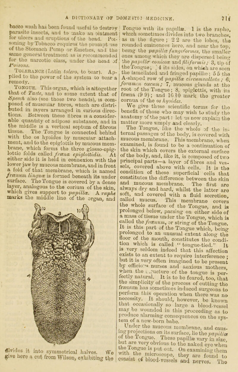 bacco wash ha.5 been found useful to destroy parasite insects, and to make an ointment lor ulcers and eruptions of the head. Poi- soning by Tobacco re<]uires the prompt use of the Stomach Pump or Emetics, and the same general treatment as is recommended for the narcotic class, under the head of J^OISOflS. Tolerance (Latin tolero, to bear). Ap- plied to the power of the system to bear a remedy. Tongue. This organ, which is altogether that of Ta^te, and to some extent that of Speech also (see those two heads), is com- posed of muscular hbres, which are distri- buted in layers arranged in various direc- tions. Between these tibres is a consider- able quantity of adipose sub.stance, and in the middle is a vertical septum of fibrous tissue. The Tongue is connected behind with the os hyoides by muscular attach- ment, and to the epiglottis by mucous mem- brane, which forms the three glos.so-epig- lotdc folds called/ror/ia epiglottidis. At either side it is held in connexion with the lower jaw by mucous membrane, and in front a fold of that membrane, which is named frmimm lingua is formed beneath its under surface. The Tongue is covered by a dense layer, analogous to the corium of the skin, which gives support to papilla. A raphe mai'ks the middle line of the organ, and divides it into symmetrical halves. We give here a cut from Wilson, exhibiting the Tongue with its papillae. 1 is the raidio, which sometimes divides into two branches, as in the rigure ; 2 2 are tlio lobes, the rounded eminences hero, and near the top, ! being the papilla fang iforvxes, the smaller j ones among which they are dispersed being t\\Q papillcr conicea and filiformis; 3, tip of the Tongue’ ^ i its sides, on which are seen the lamellated and fringed papilhe: 5 5 the A-shaped row of papilla circumvallata ; 6, foramen cacum; 7, mucous glands at the root of the Tongue; 8, epiglottis, with il s fraena (9 9); and 1010 mark the greater cornua of the os hyoides. We give these scientific terms for tho benefit of those who may wish to study tho anatomy of the part: let us now explain the matter more simply and clearl^u The Tongue, like the whole of tho in- ternal passag'es of the body, is covered with mucous membrane. This membrane, when examined, is found to be a continuation of the skin ■which covers the external surface of the body, and, like it, is composed of two principal parts—a layer of fibres and ves- sels, covered above with cells. It is the condition of these superficial cells that constitutes the difference between the skin and mucous membrane. The first are always dry and hard, whilst the latter are soft, and eovered with a fluid secretion, called mucus. This membrane covers the whole surface of the Tongue, and is prolonged below, passing on either side of a mass of tissue under the Tongue, which is called xh.ofranum, or string of the Tongue. It is this part of the Tongue which, being prolonged to an unusual extent along the floor of the mouth, constitutes the condi- tion which is called ‘‘ tongue-tied.” It is very seldom indeed that this affection exLsts to an extent to require interference ; but it is very often imagined to be present by officic's! nurses and anxious mothers when the ^ .ructure of the tongue is per- fectly natural. It is to be feared, too, that the simplicity of tho iirocess of cutting tho frsenum has sometimes induced surgeons to perform this operation when there was no necessity. It should, however, be known that occasionally so largo a blood-vessel may be wounded in this proceeding as to produce alarming consequences on the sys- tem of a new-born babe. ^ ^ Under the mucous membrane, and caus- ing projections on its surflxee, lie the papilla of the 1 ongue These papilla vary in size, but are very obvious to the naked eye when the longue is put out. On examining them found to consist of blood-vessels and nerves. Tho