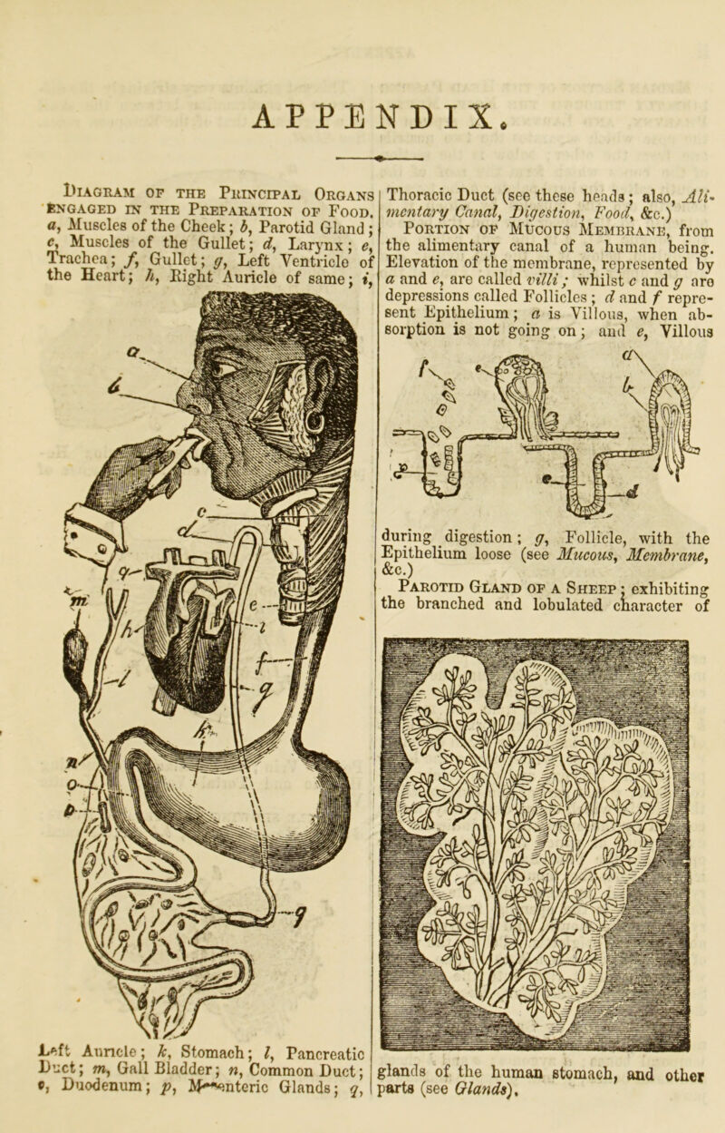 APPENDIX. Diagram of the Principal Organs Engaged in the Preparation of Food. a, Muscles of the Cheek; h, Parotid Gland ; Muscles of the Gullet; c?, Larynx; e, Trachea; /, Gullet; g, Left Ventricle of the Heart; A, Eight Auricle of same; », Thoracic Duct (see these heads; also, AlU mentary Canal^ Digestion^ Foocl^ &c.) Portion of Mtjcous Membrane, from the alimentary canal of a human being. Elevation of the membrane, represented by a and e, are called villi ; whilst c and g are depressions called I’ollicles ; d and f repre- sent Epithelium ; a is Villous, when ab- sorption is not going on; and Villous during ^ digestion ; Follicle, with the Epithelium loose (see Mucous. Membrane. &c.) Parotid Gland of a Sheep • exhibiting the branched and lobulated character of glands of the human stomach, and other parts (see Glands),