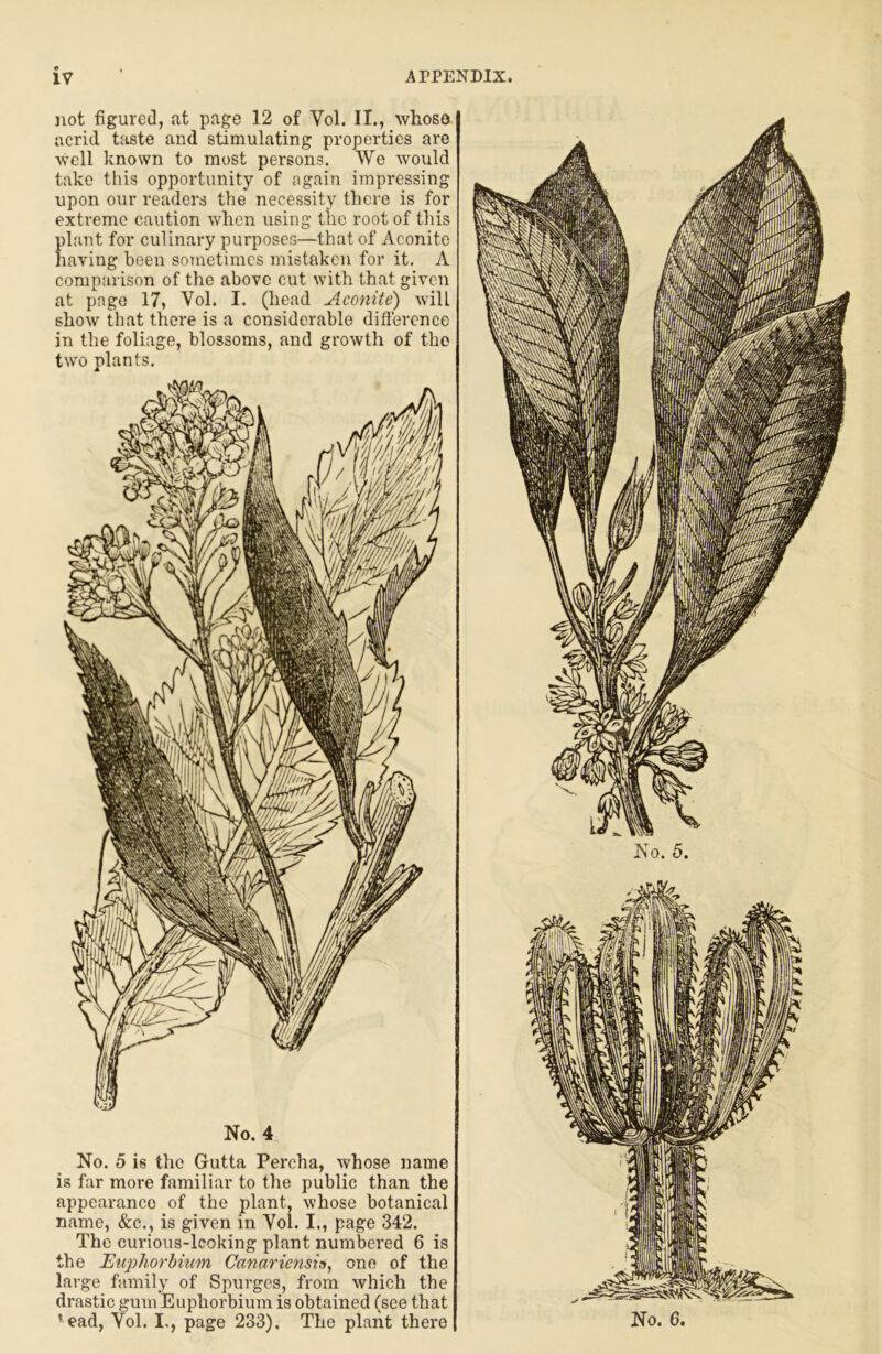 not figured, at page 12 of Vol. II., whoso acrid taste and stimulating properties are well known to most persons. We would take this opportunity of again impressing upon our readers the necessity there is for extreme caution when using the root of this plant for culinary purposes—that of Aconite having been sometimes mistaken for it. A comparison of the above cut with that given at page 17, Vol. I. (head Aconite) will show that there is a considerable difierence in the foliage, blossoms, and growth of the two plants. No. 4 No. 5 is the Gutta Percha, whose name is far more familiar to the public than the appearance of the plant, whose botanical name, &c., is given in Vol. I., page 342. The curious-leoking plant numbered 6 is the Euphorhium Canariensia^ one of the large family of Spurges, from which the drastic gum Euphorbium is obtained (see that ♦ead, Vol. I., page 233). The plant there No. 6.