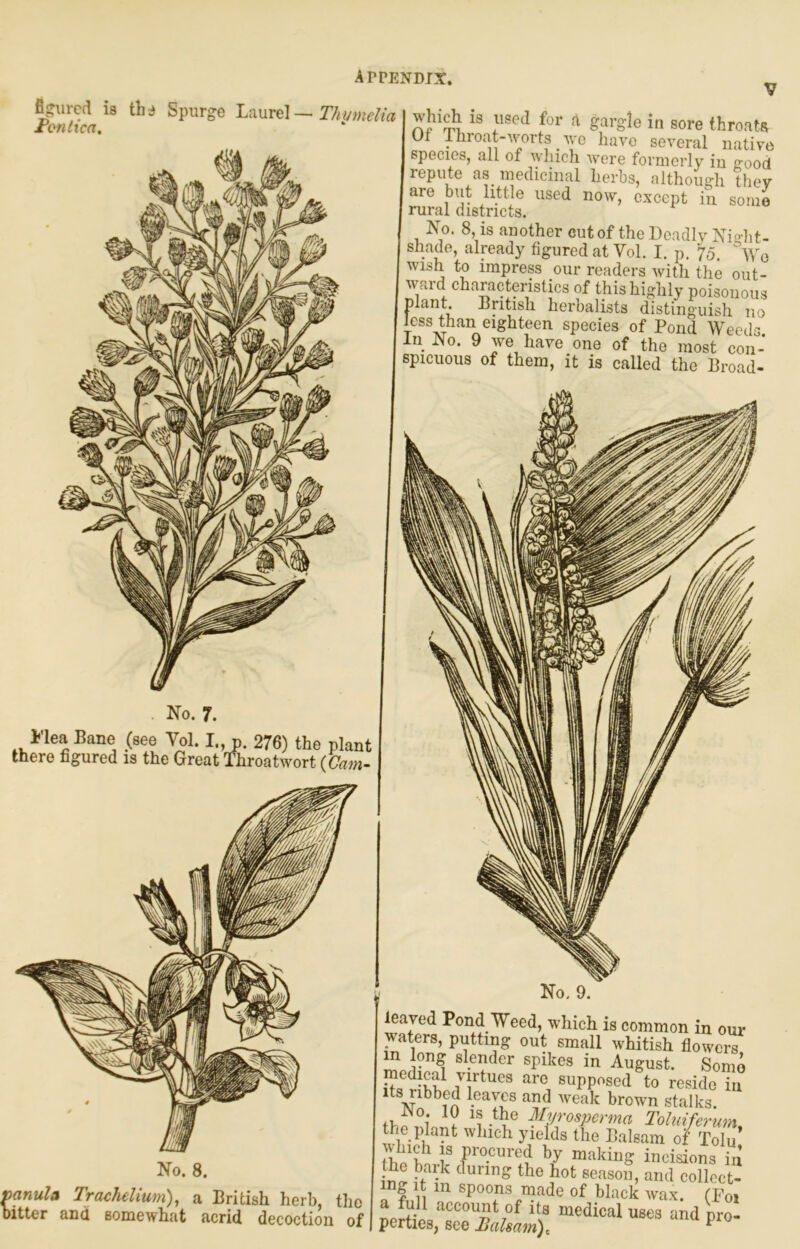 there figured is the Great Throatwort (Cam- No. 8. anula Tracheliuni), a British herb, itter and somewhat acrid the decoction of No, 9. leaved Pond Weed, which is common in oi waters, putting out small whitish flower m long slender spikes in August. Son virtues are supposed to reside i Its ribbed leaves and weak brown stalks. 1 . ¥p^'ospcrma Toluifernh the plant which yields the Balsam of Toil Ibo^ho procured by making incisions i the bark during the hot season, and colleci ing it m spoons made of black ivax. (Tf a ^11 account of its medical uses and nrc perties, see Balsam), figured is th j Spurge Laurel Fontica. Appendix. Ihymeha | wmcn is usea lor a gai-gie in sore throats U1 Ihroat-worts we have several native species, all of which were formerly in o-ood Irepute as medicinal herbs, although they are but little used now, except in some rural districts. No. 8, is another cut of the Deadly Nio-bt- shado, already figured at Vol. I. p. 75. wish to impress our readers witli the out- ward characteristics of this highly poisonous I plant. Bntish herbalists distinguish no less than eighteen species of Pond Weeds In No. 9 we have one of the most con- spicuous of them, it is called the Broad-