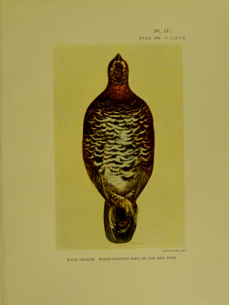 PI. IV. (P.Z.S. 1910. PI. 1..XXX1.) Andre at Slcigl), Ltd. MALE GROUSE. WHITE-SPOTTED BIRD OF THE RED TYPE.