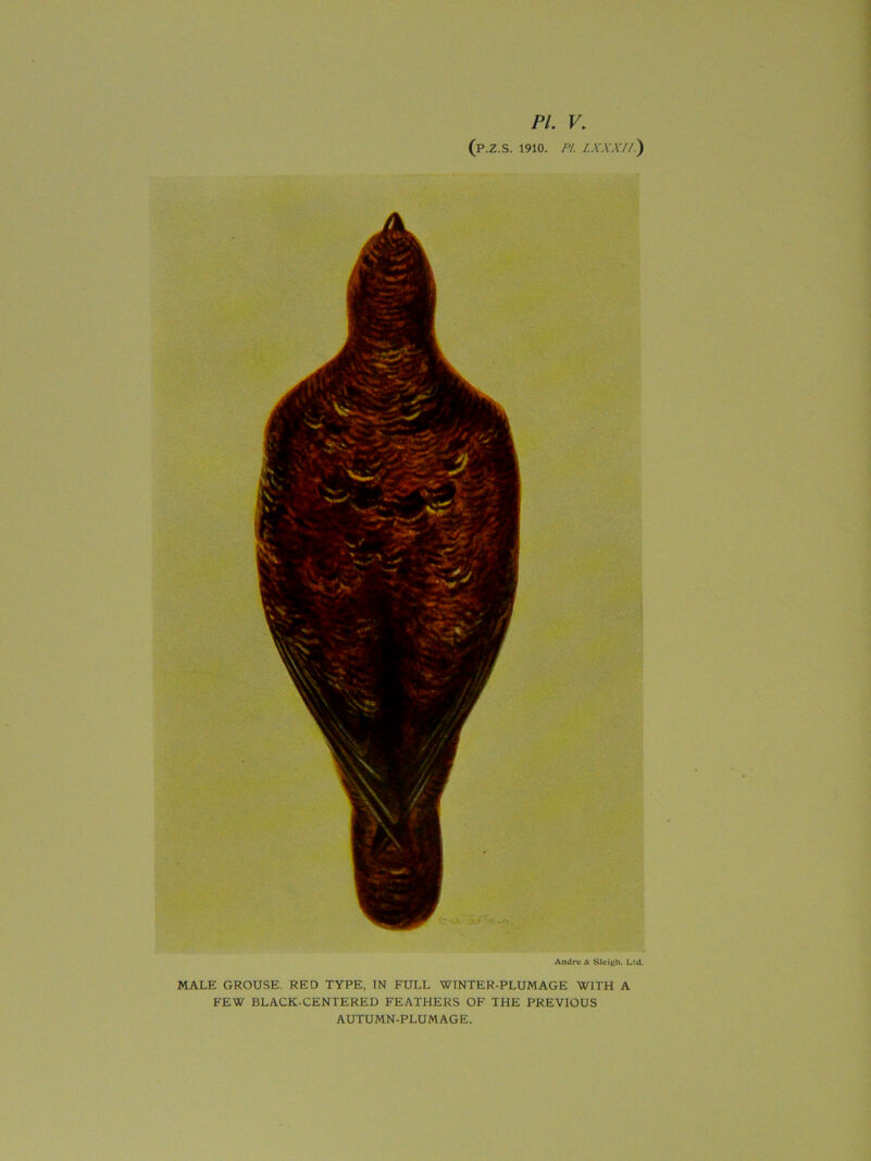 PL V. (p.Z.S. 1910. PI. IXXX//.) Andre «V Sleigh. Ltd. MALE GROUSE. RED TYPE, IN FULL WINTER-PLUMAGE WITH A FEW BLACK-CENTERED FEATHERS OF THE PREVIOUS AUTUMN-PLUMAGE.
