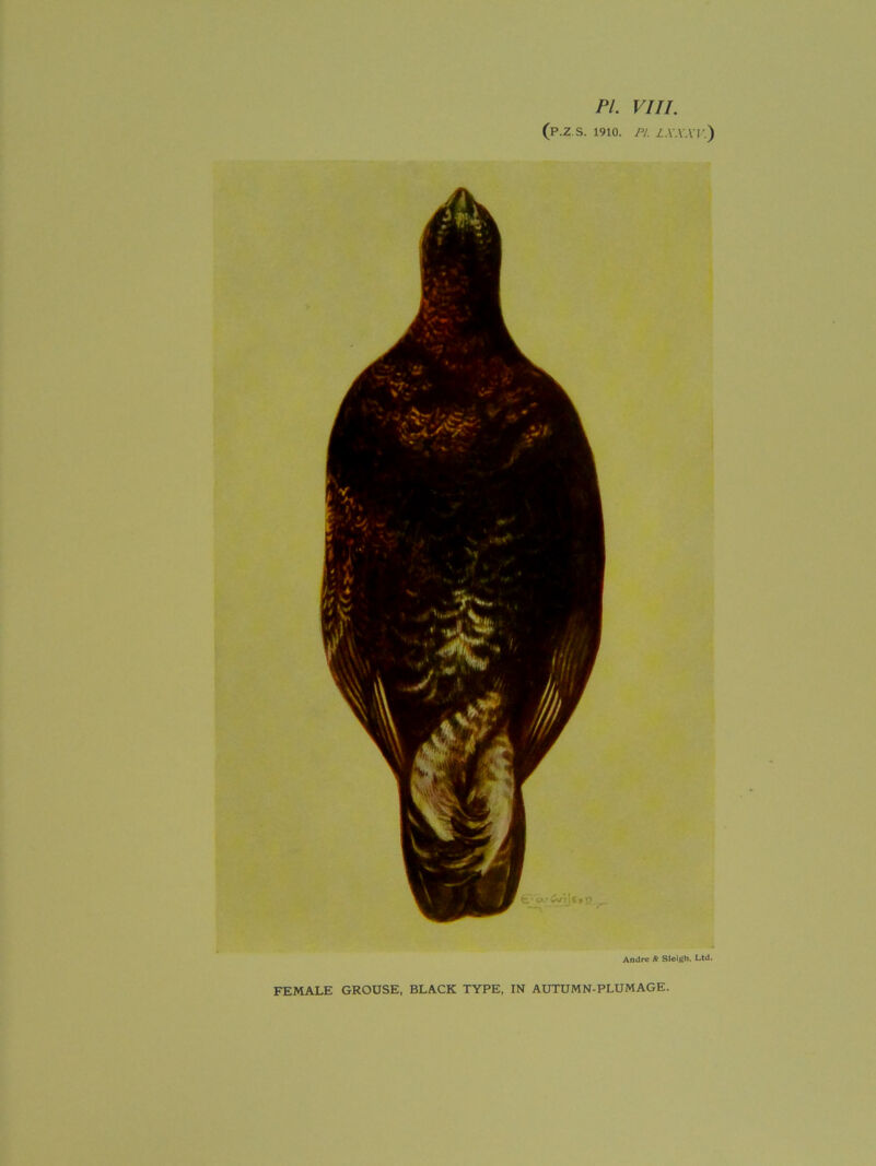 (p.Z.S. 1910. PI. z.v.v.vr.) Andre & Sleigh. Ltd. FEMALE GROUSE, BLACK TYPE, IN AUTUMN-PLUMAGE.