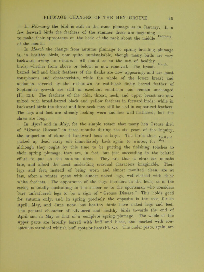 PLUMAGE CHANGES OF THE HEN GROUSE March. In February the bird is still in the same plumage as in January. In a few forward birds the feathers of the summer dress are beginning to make their appearance on the back of the neck about the middle February- of the month. In March the change from autumn plumage to spring breeding plumage is, in healthy birds, now quite unmistakable, though many birds are very backward owing to disease. All doubt as to the sex of healthy birds, whether from above or below, is now removed. The broad- barred bull’ and black feathers of the flanks are now appearing, and are most conspicuous and characteristic, while the whole of the lower breast and abdomen covered by the red-brown or red-black finely barred feather of September growth are still in excellent condition and remain unchanged (PI. ix.). The feathers of the chin, throat, neck, and upper breast are now mixed with broad-barred black and yellow feathers in forward birds; while in backward birds the throat and fore-neck may still be clad in copper-red feathers. The legs and feet are already looking worn and less well feathered, but the claws are long. In April and in May, for the simple reason that many hen Grouse died of “Grouse Disease” in these months during the six years of the Inquiry, the proportion of skins of backward hens is large. The birds thus AprUand picked up dead carry one immediately back again to winter, for May- although they ought by this time to be putting the finishing touches to their spring plumage, they are, in fact, but just succeeding in the belated effort to put on the autumn dress. They are thus a clear six months late, and afford the most misleading seasonal characters imaginable. Their legs and feet, instead of being worn and almost moulted clean, are at last, after a winter spent with almost naked legs, well-clothed with thick white feathers. The appearance of the legs therefore in the hens, as in the cocks, is totally misleading to the keeper or to the sportsman who considers bare unfeathered legs to be a sign of “ Grouse Disease.” This holds good for autumn only, and in spring precisely the opposite is the case, for in April, May, and June none but healthy birds have naked legs and feet. The general character of advanced and healthy birds towards the end of April and in May is that of a complete spring plumage. The whole of the upper parts are broadly barred with buff and black, and marked with con- spicuous terminal whitish buff’ spots or bars (PI. x.). The under parts, again, are