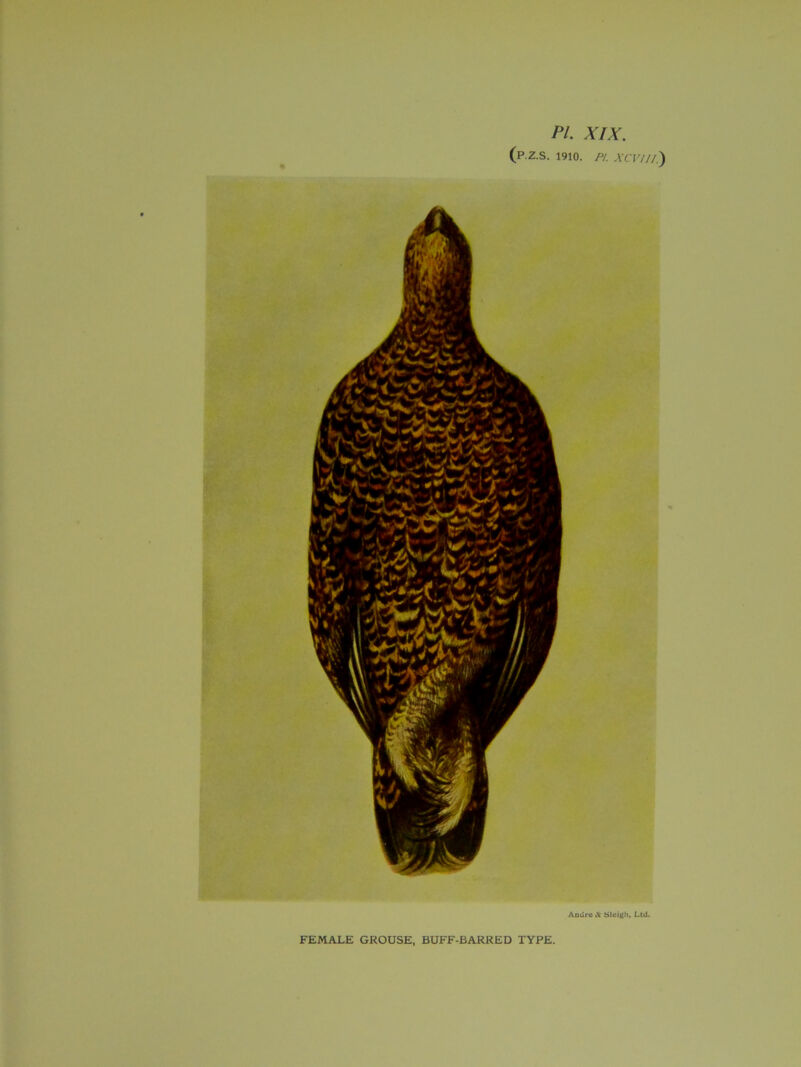 PL XIX. (P.Z.S. 1910. PI. XCV/I/.) Andre Jic Sleigh, Ltd. FEMALE GROUSE, BUFF-BARRED TYPE.