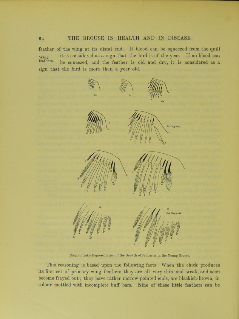 feather of the wing at its distal end. If blood can be squeezed from the quill Wing it is considered as a sign that the bird is of the year. If no blood can feathers. Squeezed, and the feather is old and dry, it is considered as a sign that the bird is more than a year old. Diagrammatic Representation of the Growth of Primaries in tlio Young Grouse. This reasoning is based upon the following facts : When the chick produces its first set of primary wing feathers they are all very thin and weak, and soon become frayed out; they have rather narrow pointed ends, are blackish-brown, in colour mottled with incomplete buff bars. Nine of these little feathers can be