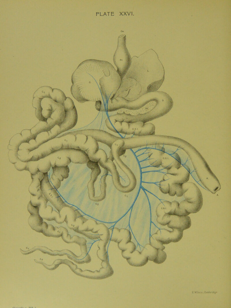 S' PLATE XXVI L' Wilson, Cambridge