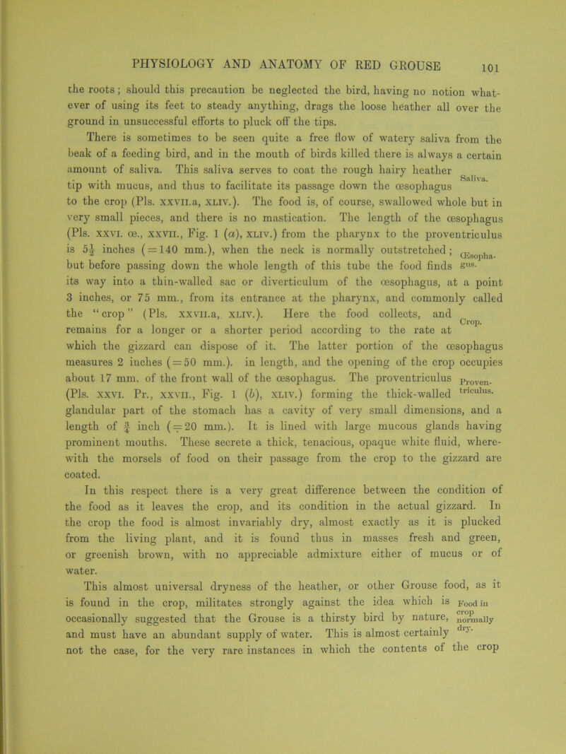 PHYSIOLOGY AND ANATOMY OF RED GROUSE the roots; should this precaution be neglected the bird, having no notion what- ever of using its feet to steady anything, drags the loose heather all over the ground in unsuccessful efforts to pluck of!' the tips. There is sometimes to be seen quite a free flow of wTatery saliva from the beak of a feeding bird, and in the mouth of birds killed there is always a certain amount of saliva. This saliva serves to coat the rough hairy heather tip with mucus, and thus to facilitate its passage down the oesophagus to the crop (Pis. xxvn.a, xliv.). The food is, of course, swallowed whole but in very small pieces, and there is no mastication. The length of the oesophagus (Pis. xxvi. oe., xxvii., Fig. 1 (a), xliv.) from the pharynx to the proventriculus is 5^ inches ( = 140 mm.), when the neck is normally outstretched; (J,:301lha but before passing down the whole length of this tube the food finds sus' its way into a thin-walled sac or diverticulum of the oesophagus, at a point 3 inches, or 75 mm., from its entrance at the pharynx, and commonly called the “crop” (Pis. xxvn.a, xliv.). Here the food collects, and . ' _. Crop, remains for a longer or a shorter period according to the rate at which the gizzard can dispose of it. The latter portion of the oesophagus measures 2 inches ( = 50 mm.), in length, and the opening of the crop occupies about 17 mm. of the front wall of the oesophagus. The proventriculus proven. (Pis. xxvi. Pr., xxvii., Fig. 1 (b), xliv.) forming the thick-walled triculus- glandular part of the stomach has a cavity of very small dimensions, and a length of f inch ( = 20 mm.). It is lined with large mucous glands having prominent mouths. These secrete a thick, tenacious, opaque white fluid, where- with the morsels of food on their passage from the crop to the gizzard are coated. In this respect there is a very great difference between the condition of the food as it leaves the crop, and its condition in the actual gizzard. In the crop the food is almost invariably dry, almost exactly as it is plucked from the living plant, and it is found thus in masses fresh and green, or greenish brown, with no appreciable admixture either of mucus or of water. This almost universal dryness of the heather, or other Grouse food, as it is found in the crop, militates strongly against the idea which is Food )U occasionally suggested that the Grouse is a thirsty bird by nature, normally and must have an abundant supply of water. This is almost certainly d°' not the case, for the very rare instances in which the contents of the crop