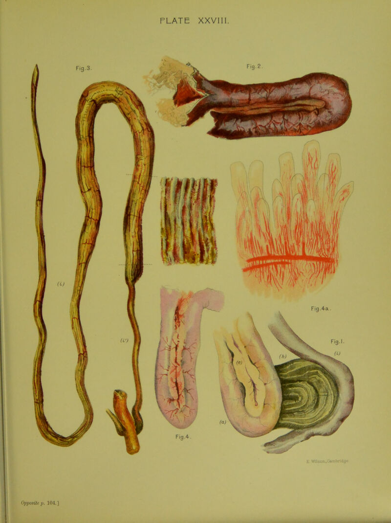 PLATE XXVIII. Oppositep. 101.] Fig.3. Fig.2. E. Wilson.Cambridge