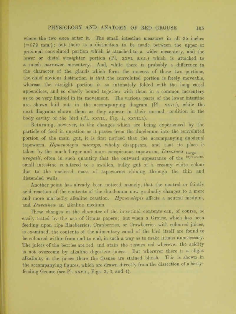 where the two caeca enter it. The small intestine measures in all 35 inches ( = 872 mm.); but there is a distinction to be made between the upper or proximal convoluted portion which is attached to a wider mesentery, and the lower or distal straighter portion (PL xxvi. s.s.l.) which is attached to a much narrower mesentery. And, while there is probably a difference in the character of the glands which form the mucosa of these two portions, the chief obvious distinction is that the convoluted portion is freely moveable, whereas the straight portion is so intimately folded with the long csecal appendices, and so closely bound together with them in a common mesentery as to be very limited in its movement. The various parts of the lower intestine are shown laid out in the accompanying diagram (PI. xxvi.), while the next diagrams shows them as they appear in their normal condition in the body cavity of the bird (PI. xxvii., Fig. 1, xxvn.a). Returning, however, to the changes which are being experienced by the particle of food in question as it passes from the duodenum into the convoluted portion of the main gut, it is first noticed that the accompanying duodenal tapeworm, Hymenolepis microps, wholly disappears, and that its place is taken by the much larger and more conspicuous tapeworm, Davainea Large urogalli, often in such quantity that the outward appearance of the tnPQWOnn- small intestine is altered to a swollen, bulky gut of a creamy white colour due to the enclosed mass of tapeworms shining through the thin and distended walls. Another point has already been noticed, namely, that the neutral or faintly acid reaction of the contents of the duodenum now gradually changes to a more and more markedly alkaline reaction. Hymenolepis affects a neutral medium, and Davainea an alkaline medium. These changes in the character of the intestinal contents can, of course, be easily tested by the use of litmus papers; but when a Grouse, which has been feeding upon ripe Blaeberries, Cranberries, or Crowberrics with coloured juices, is examined, the contents of the alimentary canal of the bird itself are found to be coloured within from end to end, in such a way as to make litmus unnecessary. The juices of the berries are red, and stain the tissues red wherever the acidity is not overcome by alkaline digestive juices. But wherever there is a slight alkalinity in the juices there the tissues are stained bluish. 1 his is shown in the accompanying figures, which are drawn directly from the dissection of a berry- feeding Grouse (see PI. xxvii., Figs. 2, 3, and 4).