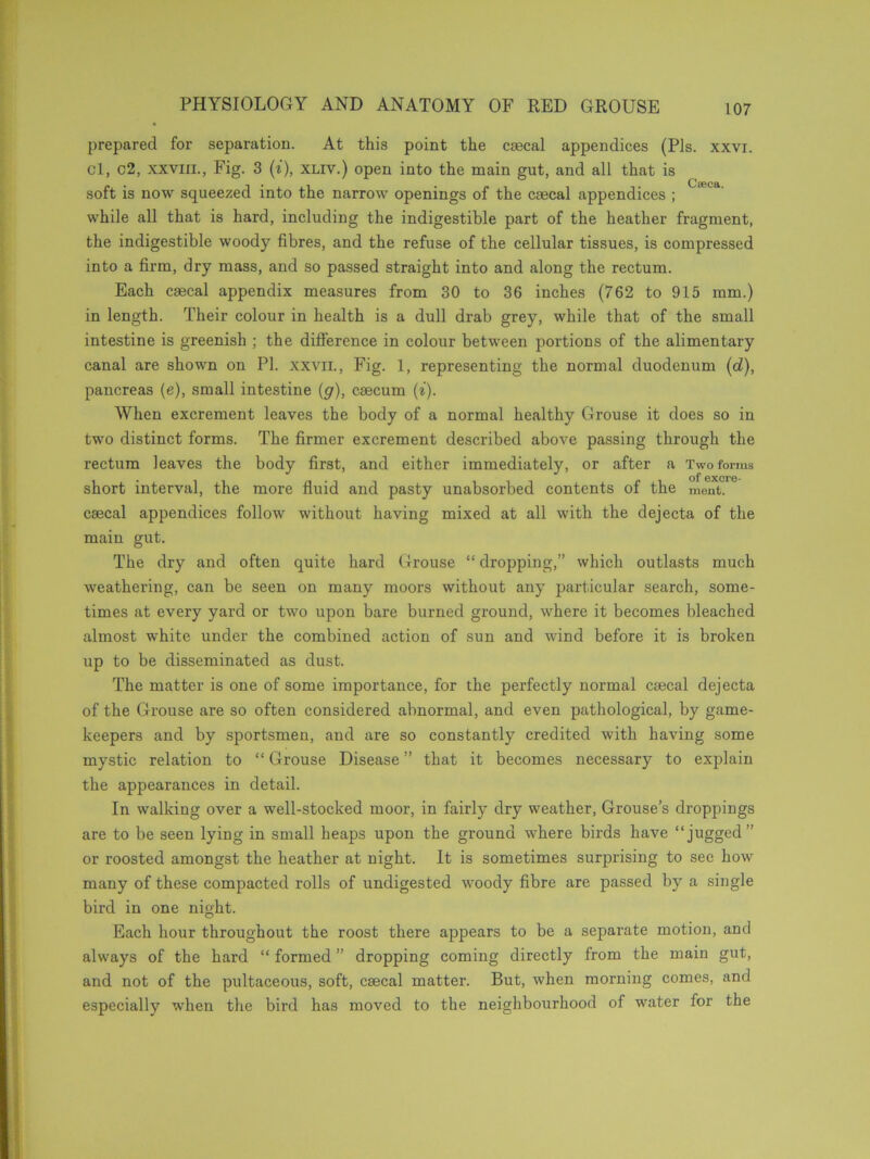 prepared for separation. At this point the caecal appendices (Pis. xxvi. cl, c2, xxviii., Fig. 3 (i), xliv.) open into the main gut, and all that is soft is now squeezed into the narrow openings of the caecal appendices ; while all that is hard, including the indigestible part of the heather fragment, the indigestible woody fibres, and the refuse of the cellular tissues, is compressed into a firm, dry mass, and so passed straight into and along the rectum. Each caecal appendix measures from 30 to 36 inches (762 to 915 mm.) in length. Their colour in health is a dull drab grey, while that of the small intestine is greenish ; the difference in colour between portions of the alimentary canal are shown on PI. xxvii., Fig. 1, representing the normal duodenum (d), pancreas (e), small intestine (g), caecum (i). When excrement leaves the body of a normal healthy Grouse it does so in two distinct forms. The firmer excrement described above passing through the rectum leaves the body first, and either immediately, or after a Two forms of exci’G- short interval, the more fluid and pasty unabsorbed contents of the ment. caecal appendices follow without having mixed at all with the dejecta of the main gut. The dry and often quite hard Grouse “ dropping,” which outlasts much weathering, can be seen on many moors without any particular search, some- times at every yard or two upon bare burned ground, where it becomes bleached almost white under the combined action of sun and wind before it is broken up to be disseminated as dust. The matter is one of some importance, for the perfectly normal caecal dejecta of the Grouse are so often considered abnormal, and even pathological, by game- keepers and by sportsmen, and are so constantly credited with having some mystic relation to “ Grouse Disease ” that it becomes necessary to explain the appearances in detail. In walking over a well-stocked moor, in fairly dry weather, Grouse’s droppings are to be seen lying in small heaps upon the ground where birds have “jugged” or roosted amongst the heather at night. It is sometimes surprising to sec how many of these compacted rolls of undigested woody fibre are passed by a single bird in one night. Each hour throughout the roost there appears to be a separate motion, and always of the hard “ formed ” dropping coming directly from the main gut, and not of the pultaceous, soft, caecal matter. But, when morning comes, and especially when the bird has moved to the neighbourhood of water for the