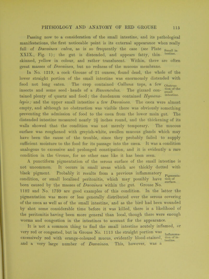 Passing now to a consideration of the small intestine, and its pathological manifestations, the first noticeable point is its external appearance when really full of Davainea calva, as is so frequently the case (see Plate Small in. XXIX., Fig. 1); the gut is distended, and appears fatty, thin- testme- skinned, yellow in colour, and rather translucent. Within, there are often great masses of Davainea, but no redness of the mucous membrane. In No. 1219, a cock Grouse of 21 ounces, found dead, the whole of the lower straight portion of the small intestine was enormously distended with food not long eaten. The crop contained Calluna tops, a few 0bstruo- insects and some seed - heads of a Ranunculus. The gizzard con- ^a11of the tained plenty of quartz and food; the duodenum contained Hymeno- intestine- lepis; and the upper small intestine a few Davainea. The caeca were almost empty, and although no obstruction was visible there was obviously something preventing the admission of food to the caeca from the lower main gut. The distended intestine measured nearly 2\ inches round, and the thickening of its walls showed that the condition was not merely temporary. The mucous surface was roughened with greyish-white, swollen mucous glands which may have been the cause of the trouble, since they probably failed to supply sufficient moisture to the food for its passage into the caeca. It was a condition analogous to excessive and prolonged constipation, and it is evidently a rare condition in the Grouse, for no other case like it has been seen. A punctiform pigmentation of the serous surface of the small intestine is not uncommon. It occurs in small areas which are thickly dotted with black pigment. Probably it results from a previous inflammatory pji,menti condition, or small localised peritonitis, which may possibly have tionof been caused by the masses of Davainea within the gut. Grouse No. 1182 and No. 1739 are good examples of this condition. In the latter the pigmentation was more or less generally distributed over the serous covering of the caeca as well as of the small intestine, and as the bird had been wounded by shot some considerable time before it was killed, there is a likelihood of the peritonitis having been more general than local, though there were enough worms and congestion in the intestines to account for the appearance. It is not a common thing to find the small intestine acutely inflamed, or very red or congested, but in Grouse No. 1113 the straight portion was excessively red with orange-coloured mucus, evidently blood-stained, and a very large number of Davainea. This, however, was a