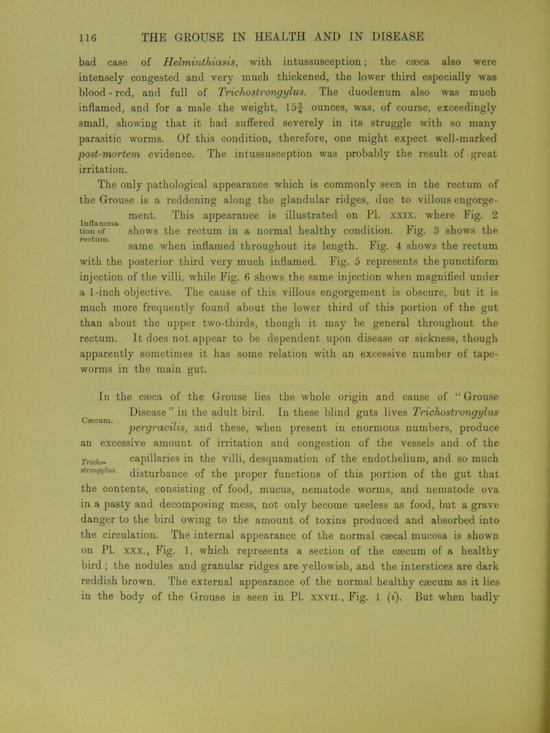 bad case of Helminthiasis, with intussusception; the caeca also were intensely congested and very much thickened, the lower third especially was blood - red, and full of Trichostrongylus. The duodenum also was much inflamed, and for a male the weight, 15f ounces, was, of course, exceedingly small, showing that it had suffered severely in its struggle with so many parasitic worms. Of this condition, therefore, one might expect well-marked post-mortem evidence. The intussusception was probably the result of great irritation. The only pathological aptpearance which is commonly seen in the rectum of the Grouse is a reddening along the glandular ridges, due to villous engorge- ment. This appearance is illustrated on PI. xxix. where Fig. 2 tion of shows the rectum in a normal healthy condition. Fig. 3 shows the same when inflamed throughout its length. Fig. 4 shows the rectum with the posterior third very much inflamed. Fig. 5 represents the punctiform injection of the villi, while Fig. 6 shows the same injection when magnified under a 1-inch objective. The cause of this villous engorgement is obscure, but it is much more frequently found about the lower third of this portion of the gut than about the upper two-thirds, though it may be general throughout the rectum. It does not appear to be dependent upon disease or sickness, though apparently sometimes it has some relation with an excessive number of tape- worms in the main gut. In the caeca of the Grouse lies the whole origin and cause of “ Grouse Disease ” in the adult bird. In these blind guts lives I'richostroiigylus pevgracilis, and these, when present in enormous numbers, produce an excessive amount of irritation and congestion of the vessels and of the Tricho- capillaries in the villi, desquamation of the endothelium, and so much stTongylus. disturbance of the proper functions of this portion of the gut that the contents, consisting of food, mucus, nematode worms, and nematode ova in a pasty and decomposing mess, not only become useless as food, but a grave danger to the bird owing to the amount of toxins produced and absorbed into the circulation. The internal appearance of the normal caecal mucosa is shown on PI. xxx., Fig. 1, which represents a section of the caecum of a healthy bird ; the nodules and granular ridges are yellowish, and the interstices are dark reddish brown. The external appearance of the normal healthy caecum as it lies in the body of the Grouse is seen in PI. xxvn., Fig. 1 (i). But when badly