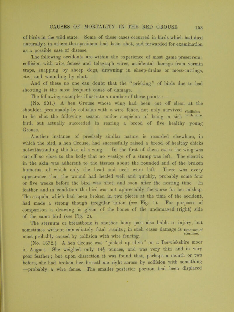 of birds in the wild state. Some of these cases occurred in birds which had died naturally ; in others the specimen had been shot, and forwarded for examination as a possible case of disease. The following accidents are within the experience of most game preservers: collision with wire fences and telegraph wires, accidental damage from vermin traps, snapping by sheep dogs, drowning in sheep-drains or moss-cuttings, etc., and wounding by shot. And of these no one can doubt that the “ pricking ” of birds due to bad shooting is the most frequent cause of damage. The following examples illustrate a number of these points :— (No. 301.) A hen Grouse whose wing had been cut off clean at the shoulder, presumably by collision with a wire fence, not only survived Cou;siou to be shot the following season under suspicion of being a sick Wlth wire- bird, but actually succeeded in rearing a brood of five healthy young Grouse. Another instance of precisely similar nature is recorded elsewhere, in which the bird, a hen Grouse, had successfully raised a brood of healthy chicks notwithstanding the loss of a wing. In the first of these cases the wing was cut off so close to the body that no vestige of a stump was left. The cicatrix in the skin was adherent to the tissues about the rounded end of the broken humerus, of which only the head and neck were left. There was every appearance that the wound had healed well and quickly, probably some four or five weeks before the bird was shot, and soon after the nesting time. In feather and in condition the bird was not appreciably the worse for her mishap. The scapula, which had been broken in two pieces at the time of the accident, had made a strong though irregular union (see Fig. 1). For purposes of comparison a drawing is given of the bones of the undamaged (right) side of the same bird (see Fig. 2). The sternum or breastbone is another bony part also liable to injury, but sometimes without immediately fatal results; in such cases damage is Fracture of most probably caused by collision with wire fencing. (No. 1672.) A hen Grouse was “picked up alive” on a Berwickshire moor in August. She weighed only 14^- ounces, and was very thin and in very poor feather ; but upon dissection it was found that, perhaps a month or two before, she had broken her breastbone right across by collision with something —probably a wire fence. The smaller posterior portion had been displaced