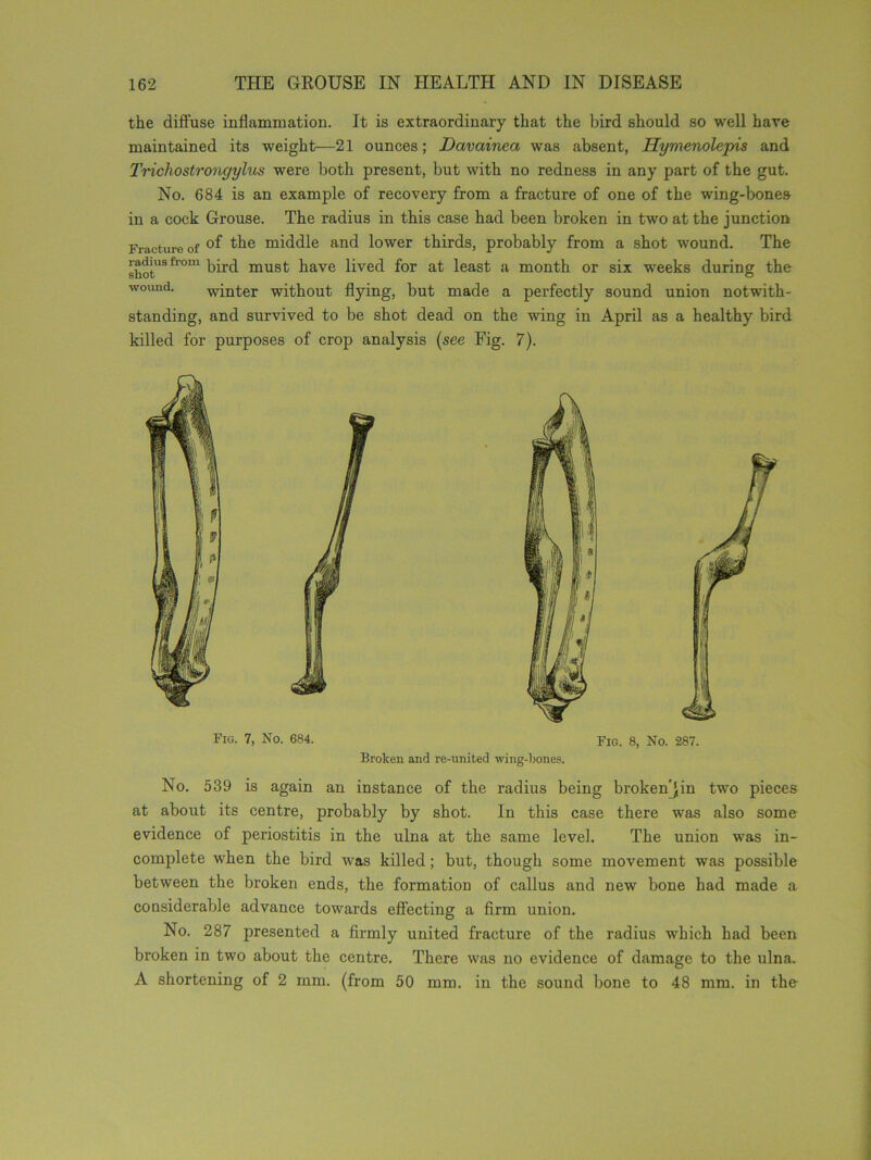 the diffuse inflammation. It is extraordinary that the bird should so well have maintained its weight—21 ounces; Davainea was absent, Hymenolepis and Trichostrongylus were both present, but with no redness in any part of the gut. No. 684 is an example of recovery from a fracture of one of the wing-bones in a cock Grouse. The radius in this case had been broken in two at the junction Fracture of °f middle and lower thirds, probably from a shot wound. The shotUSfrom bird must have lived for at least a month or six weeks during the wound. winter without flying, but made a perfectly sound union notwith- standing, and survived to be shot dead on the wing in April as a healthy bird killed for purposes of crop analysis (see Fig. 7). Fig. 7, No. 684. Fig. 8, No. 287. Broken and re-united wing-bones. No. 539 is again an instance of the radius being broken'jin two pieces at about its centre, probably by shot. In this case there was also some evidence of periostitis in the ulna at the same level. The union was in- complete when the bird was killed; but, though some movement was possible between the broken ends, the formation of callus and new bone had made a considerable advance towards effecting a firm union. No. 287 presented a firmly united fracture of the radius which had been broken in two about the centre. There was no evidence of damage to the ulna. A shortening of 2 mm. (from 50 mm. in the sound bone to 48 mm. in the