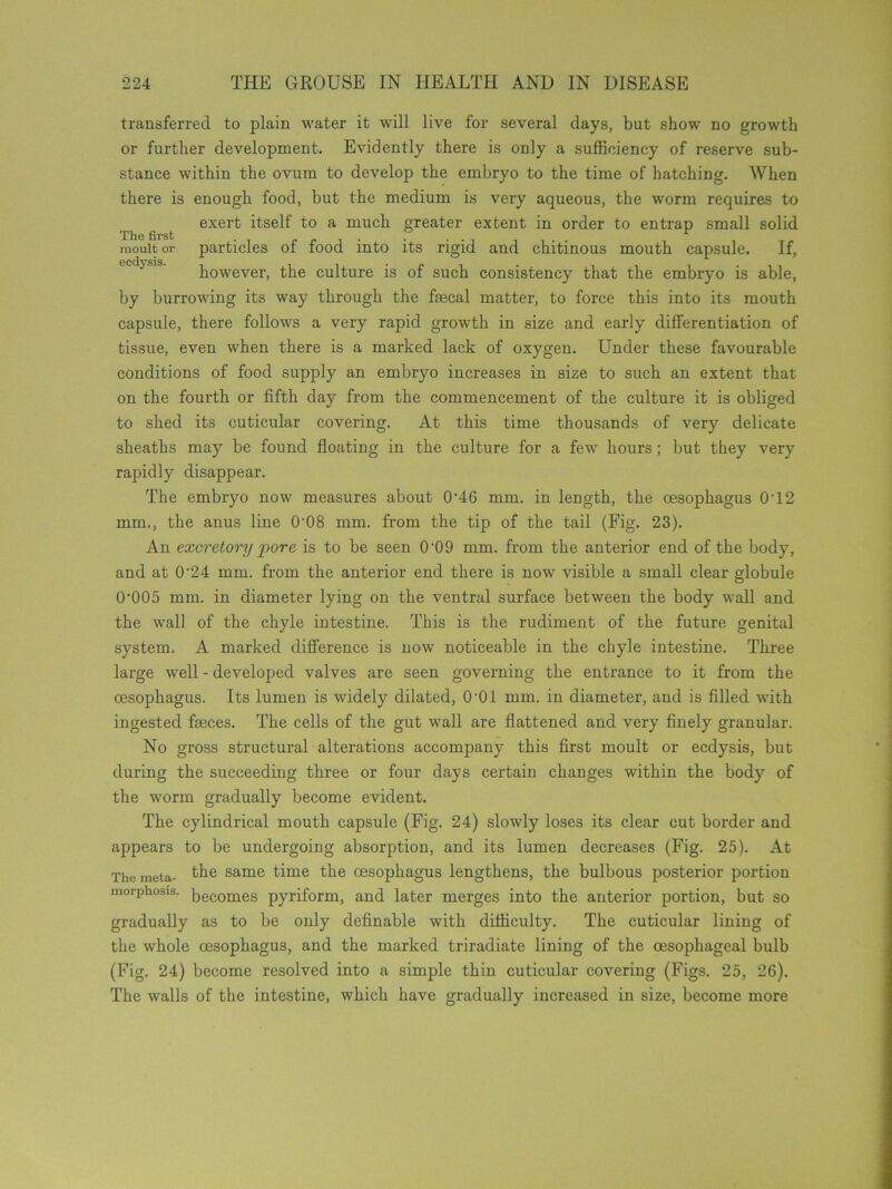 transferred to plain water it will live for several days, but show no growth or further development. Evidently there is only a sufficiency of reserve sub- stance within the ovum to develop the embryo to the time of hatching. When there is enough food, but the medium is very aqueous, the worm requires to exert itself to a much greater extent in order to entrap small solid moult or particles of food into its rigid and chitinous mouth capsule. If, ecdvsis. however, the culture is of such consistency that the embryo is able, by burrowing its way through the fsecal matter, to force this into its mouth capsule, there follows a very rapid growth in size and early differentiation of tissue, even when there is a marked lack of oxygen. Under these favourable conditions of food supply an embryo increases in size to such an extent that on the fourth or fifth day from the commencement of the culture it is obliged to shed its cuticular covering. At this time thousands of very delicate sheaths may be found floating in the culture for a few hours; but they very rapidly disappear. The embryo now measures about 0'46 mm. in length, the oesophagus 0T2 mm., the anus line 0'08 mm. from the tip of the tail (Fig. 23). An excretory pore is to be seen 0-09 mm. from the anterior end of the body, and at 0‘24 mm. from the anterior end there is now visible a small clear globule 0-005 mm. in diameter lying on the ventral surface between the body wall and the wall of the chyle intestine. This is the rudiment of the future genital system. A marked difference is now noticeable in the chyle intestine. Three large well - developed valves are seen governing the entrance to it from the oesophagus. Its lumen is widely dilated, O'Ol mm. in diameter, and is filled with ingested feces. The cells of the gut wall are flattened and very finely granular. No gross structural alterations accompany this first moult or ecdysis, but during the succeeding three or four days certain changes within the body of the worm gradually become evident. The cylindrical mouth capsule (Fig. 24) slowly loses its clear cut border and appears to be undergoing absorption, and its lumen decreases (Fig. 25). At The meta- ^he same time the oesophagus lengthens, the bulbous posterior portion morphosis. becomes pyriform, and later merges into the anterior portion, but so gradually as to be only definable with difficulty. The cuticular lining of the whole oesophagus, and the marked triradiate lining of the oesophageal bulb (Fig. 24) become resolved into a simple thin cuticular covering (Figs. 25, 26). The walls of the intestine, which have gradually increased in size, become more