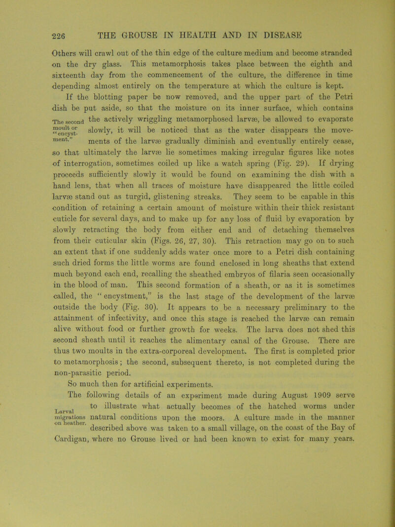 Others will crawl out of the thin edge of the culture medium and become stranded on the dry glass. This metamorphosis takes place between the eighth and sixteenth day from the commencement of the culture, the difference in time depending almost entirely on the temperature at which the culture is kept. If the blotting paper be now removed, and the upper part of the Petri dish be put aside, so that the moisture on its inner surface, which contains The second the actively wriggling metamorphosed larvae, be allowed to evaporate ^encyst- slowly, it will be noticed that as the water disappears the move- ment-” ments of the larvae gradually diminish and eventually entirely cease, so that ultimately the larvae lie sometimes making irregular figures like notes of interrogation, sometimes coiled up like a watch spring (Fig. 29). If drying proceeds sufficiently slowly it would be found on examining the dish with a hand lens, that when all traces of moisture have disappeared the little coiled larvae stand out as turgid, glistening streaks. They seem to be capable in this condition of retaining a certain amount of moisture within their thick resistant cuticle for several days, and to make up for any loss of fluid by evaporation by slowly retracting the body from either end and of detaching themselves from their cuticular skin (Figs. 26, 27, 30). This retraction may go on to such an extent that if one suddenly adds water once more to a Petri dish containing such dried forms the little worms are found enclosed in long sheaths that extend much beyond each end, recalling the sheathed embryos of filaria seen occasionally in the blood of man. This second formation of a sheath, or as it is sometimes called, the “ encystment,” is the last stage of the development of the larvae outside the body (Fig. 30). It appears to be a necessary preliminary to the attainment of infectivity, and once this stage is reached the larvae can remain alive without food or further growth for weeks. The larva does not shed this second sheath until it reaches the alimentary canal of the Grouse. There are thus two moults in the extra-corporeal development. The first is completed prior to metamorphosis; the second, subsequent thereto, is not completed during the non-parasitic period. So much then for artificial experiments. The following details of an experiment made during August 1909 serve to illustrate what actually becomes of the hatched worms under Larval . J migrations natural conditions upon the moors. A culture made in the manner described above was taken to a small village, on the coast of the Bay of Cardigan, where no Grouse lived or had been known to exist for many years.