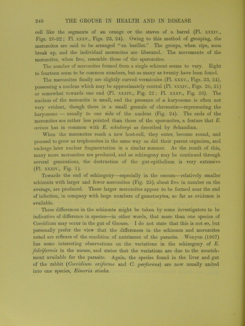 cell like the segments of an orange or the staves of a barrel (PI. xxxiv., Figs. 20-22 ; PL xxxv., Figs. 23, 24). Owing to this method of grouping, the merozoites are said to be arranged “ en bardlet.” The groups, when ripe, soon break up, and the individual merozoites are liberated. The movements of the merozoites, when free, resemble those of the sporozoites. The number of merozoites formed from a single schizont seems to vary. Eight to fourteen seem to be common numbers, but as many as twenty have been found. The merozoites finally are slightly curved vermicules (PI. xxxv., Figs. 23, 24), possessing a nucleus which may be approximately central (PI. xxxiv., Figs. 20, 21) or somewhat towards one end (PI. xxxiv., Fig. 22 ; PI. xxxv., Fig. 23). The nucleus of the merozoite is small, and the presence of a karyosome is often not very evident, though there is a small granule of chromatin—representing the karyosome — usually to one side of the nucleus (Fig. 24). The ends of the merozoites are rather less pointed than those of the sporozoites, a feature that E. avium has in common with E. schubergi as described by Schaudinn. When the merozoites reach a new host-cell, they enter, become round, and proceed to grow as trophozoites in the same way as did their parent organism, and undergo later nuclear fragmentation in a similar manner. As the result of this, many more merozoites are produced, and as schizogony may be continued through several generations, the destruction of the gut-epithelium is very extensive (PI. xxxiv., Fig. 1). Towards the end of schizogony—especially in the caecum—relatively smaller schizonts with larger and fewer merozoites (Fig. 25), about five in number on the average, are produced. These larger merozoites appear to be formed near the end of infection, in company with large numbers of gametocytes, so far as evidence is available. These differences in the schizonts might be taken by some investigators to be indicative of difference in species—in other words, that more than one species of Coccidium may occur in the gut of Grouse. I do not state that this is not so, but personally prefer the view that the differences in the schizonts and merozoites noted are reflexes of the condition of nutriment of the parasite. Wenyon (1907) has some interesting observations on the variations in the schizogony of E. falciformis in the mouse, and states that the variations are due to the nourish- ment available for the parasite. Again, the species found in the liver and gut of the rabbit (Coccidium oviforme and C. perforans) are now usually united into one species, Eimeria stiedce.