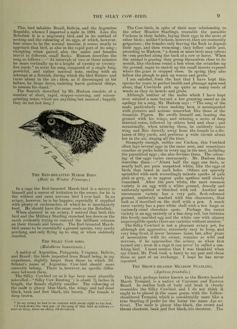 This bird inhabits Brazil, Bolivia, and the Argentine Republic, whence I imported a male in 1893. Like the Bobolink it is a migratory bird, and in its method of nesting and the colouring of its eggs, of which, however, four seems to be the normal number, it seems nearly to approach that bird, as also in the rapid part of its song ; excepting when paired, also, the males and females travel in different small docks. Hudson describes the song as follows :—“ At intervals of two or three minutes he soars vertically up to a height of twenty or twenty- five yards * to utter his song, composed of a single long, powerful, and rather musical note, ending with an attempt at a flourish, during which the bird flutters and 1 urns about in the air; then, as if discouraged at his failure, he drops down, emitting harsh guttural chirps, to resume his stand.” The flourish described by Mr. Hudson consists of a number of short, rapid, stopper-screwing, and scissor- grinding notes, which are anything but musical ; happily they do not last long.f The Red-breasted Marsh Bird. (Male in Winter Plumage.) In a cage the Red-breasted Marsh-bird is a misery to himself and a source of irritation to the owner, for lie is the wildest and most nervous bird I ever had. In an aviary, however, he is far happier, especially if supplied with plenty of cockroaches, of which he is inordinately fond. He should have the same seeds as the Bobolink. When alarmed in an aviary, I noticed that both this bird and the Military Starling crouched low down on the earth evidently trying to conceal the brilliant crimson on their throats and breasts. The Red-breasted Marsh- bird seems to be essentially aground species, very rarely perching, and only flying up to sing or when suddenly startled. The Silky Cow bird. (Molothrus bonariensis.) A native of Argentina, Patagonia, Uruguay, Bolivia, and Brazil: the birds imported from Brazil being, in my experience, slightly larger than those to which Dr. Sclater’s name of Argentine Cow-bird should more correctly belong. There is, however, no specilic dill'er- ence between them. The Silky Cowbird (or as it has been most absurdly miscalled—“Silky Cow Bunting”) is about 7-i inches in length, the female slightly smaller. The colouring of the male is glossy blue-black, the wings and tail dead black, beak and feet black, iris brown. The female is deep brown. * In my aviary he had to be content with about eight to ten feet, t I took down the best paru of the song of this bird as follows etser-ur-hing, tetser-ur-ching, tik-kericherd. The Cow-birds, in spite of their near relationship to the other Meadow Starlings, resemble the parasitic Cuckoos in their habits, laying tlieir eggs in the nests of other birds ; unlike Cuckoos, however, they are eminently gregarious ; the females only leaving the flock to deposit their eggs, and then returning; they follow cattle and, according to Hudson, “ a dozen or more birds may (often) be s een perched along the back of a cow or horse. When the animal is grazing they group themselves close to its mouth, like chickens round a hen when she scratches up the ground, eager to snatch up the small insects exposed where the grass is cropped close. In spring they also follow the plough to pick up worms and grubs.” I am satisfied, from the fact that I have kept this species for years in perfect health and plumage upon seed alone, that Cowbirus pick up quite as many seeds of weeds as they do insects and grubs. Although neither of the males which I have kept ever uttered a note beyond a low grunting sound as an apology for a song, Mr. Hudson says : “ The song of the male, particularly when making love, is accompanied with gestures and actions somewhat like those of the domestic Pigeon. He swells himself out, beating the ground with his wings, and uttering a series of deep internal notes, followed by others loud and clear; and occasionally, when uttering them, he suddenly takes wing and flies directly away from the female to a dis- tance of fifty yards, and performs a wide circuit about her in the air, singing all the time.” Strangely enough, unlike our Cuckoo, this Cowbird often lays several eggs in the same nest, and sometimes smashes or pecks holes in every egg in the nest, including the parasitical eggs ; she also devours them. The colour- ing of the eggs varies enormously. Mr. Hudson thus describes them:—“ About half the eggs one finds, or nearly half, are pure unspotted white, Idee the eggs of birds that breed in dark holes. Others are sparsely sprinkled with such exceedingly minute specks of pale pink or grey, as to appear quite spotless until closely examined. After the pure white, the most common variety is an egg with a white ground, densely and uniformly spotted or blotched with red. Another not uncommon variety has a very pale, flesh-coloured ground, uniformly marked with tine characters, that look as if inscribed on the shell with a pen. A much rarer variety has a pure white shell with a few large or variously-sized chocolate spots. Perhaps the rarest variety is an egg entirely of a fine deep red, but between this lovely marbled egg and the white one with almost imperceptible specks t here are varieties without number.” The Silky Cowbird is not a pleasant aviary pet, for although not aggressive, extremely easy to keep, and very long-lived, it never becomes tame, but, after years of association with its owner, remains as wild and nervous, if he approaches the aviary, as when first turned out; even in a cage it can never be called a con- fiding bird. I must confess that I was thankful when my friend, Mr. Pool, took a fancy to my pair and chose them as part of an exchange. I hope he has never repented. The Brown-headed Meadow Starling. (Agelceus frontalis.) This bird, perhaps better known as the Brown-headed Marsh Troupial, is a native of Cayenne and Eastern Brazil. In outline both of body and beak it closely resembles the Silky Cowbird, and 1 do not think it ought to he placed in the same genus with the Yellow- shouldered Troupial, which is considerably more like a true Starling (I prefer for the latter the name Age as- ticus). The male is glossy blue-black, the crown and throat chestnut, beak and feet black, iris chestnut. The