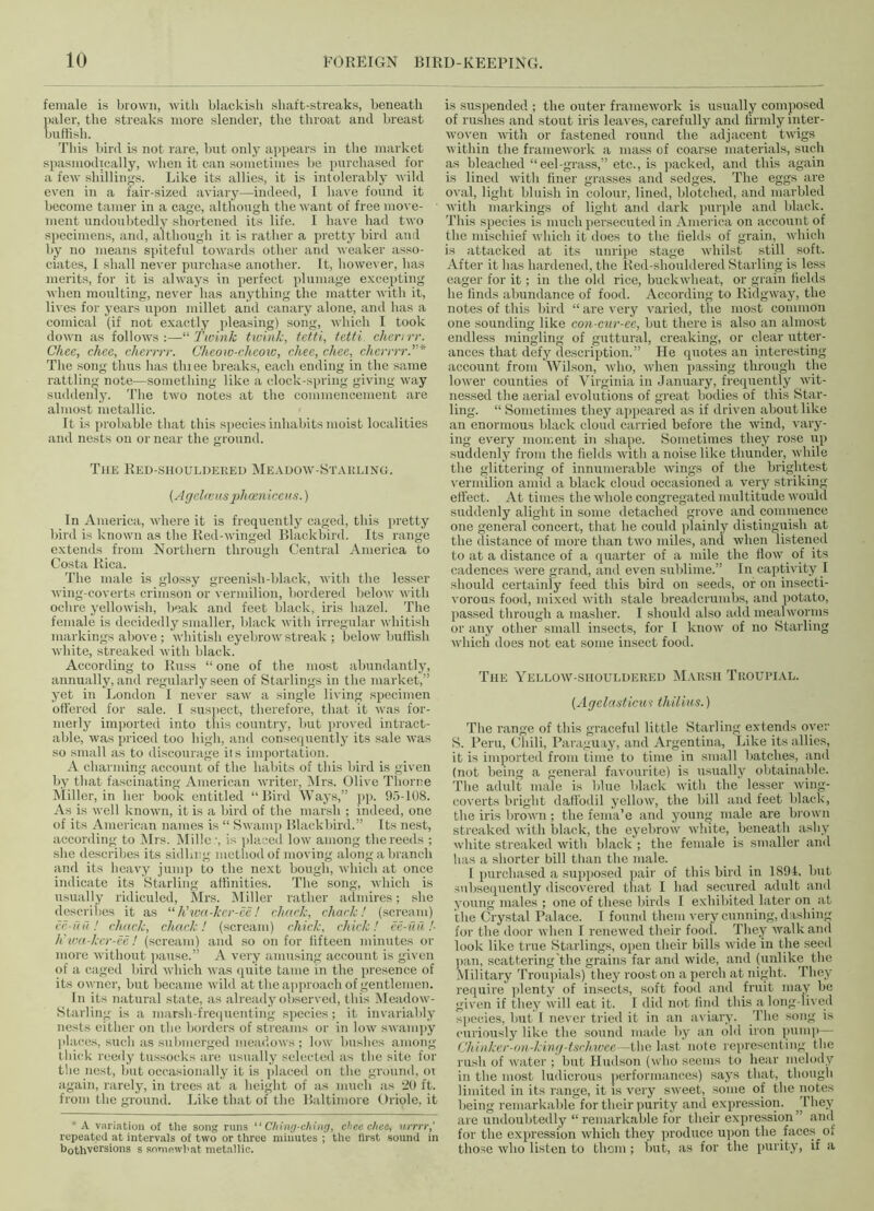 female is brown, with blackish shaft-streaks, beneath paler, the streaks more slender, the throat and breast buffi sh. This bird is not rare, but only appears in the market spasmodically, when it can sometimes be purchased for a few shillings. Like its allies, it is intolerably wild even in a fair-sized aviary—indeed, I have found it become tamer in a cage, although the want of free move- ment undoubtedly shortened its life. I have had two specimens, and, although it is rather a pretty bird and by no means spiteful towards other and weaker asso- ciates, I shall never purchase another. It, however, has merits, for it is always in perfect plumage excepting when moulting, never has anything the matter with it, lives for years upon millet and canary alone, and has a comical (if not exactly pleasing) song, which I took down as follows:—“ Twink timnk, tetti, tetti. chert rr. Chec, chce, clierrrr. Cheow-cheow, chee, chee, cherrrr The song thus has tluee breaks, each ending in the same rattling note—something like a clock-spring giving way suddenly. The two notes at the commencement are almost metallic. It is probable that this species inhabits moist localities and nests on or near the ground. The Red-shouldered Meadow-Starling. (Agelwus phoeniccas.) In America, where it is frequently caged, this pretty bird is known as the Red-winged Blackbird. Its range extends from Northern through Central America to Costa Rica. The male is glossy greenish-black, with the lesser wing-coverts crimson or vermilion, bordered below with ochre yellowish, beak and feet black, iris hazel. The female is decidedly smaller, black with irregular whitish markings above ; whitish eyebrow streak ; below huffish white, streaked with black. According to Russ “ one of the most abundantly, annually, and regularly seen of Starlings in the market,” yet in London I never saw a single living specimen offered for sale. I suspect, therefore, that it was for- merly imported into this country, but proved intract- able, was priced too high, and consequently its sale was so small as to discourage it s importation. A charming account of the habits of this bird is given by that fascinating American writer, Mrs. Olive Thorne Miller, in her book entitled “Bird Ways,” pp. 95-108. As is well known, it is a bird of the marsh ; indeed, one of its American names is “ Swamp Blackbird.” Its nest, according to Mrs. Millc, is placed low among the reeds ; she describes its sidling method of moving along a branch and its heavy jump to the next bough, which at once indicate its Starling affinities. The song, which is usually ridiculed, Mrs. Miller rather admires; she describes it as “ h’wa-ker-ee ! chack, chack! (scream) cc-uachuck, chack! (scream) chick, chick! ee-ufi !■ h’iva-ker-ee ! (scream) and so on for fifteen minutes or more without pause.” A very amusing account is given of a caged bird which was quite tame in the presence of its owner, but became wild at the approach of gentlemen. In its natural state, as already observed, this Meadow- Starling is a marsh-frequenting species; it invariably nests either on the borders of streams or in low swampy places, such as submerged meadows ; low bushes among thick reedy tussocks are usually selected as the site for the nest, but occasionally it is placed on the ground, ot again, rarely, in trees at a height of as much as 20 ft. from the ground. Like that of the Baltimore Oriole, it *A variation of the song runs “ Ching-ching, chee chec, urrrr,' repeated at intervals of two or three minutes ; the first sound in bothversions s somewhat metallic. is suspended ; the outer framework is usually composed of rushes and stout iris leaves, carefully and firmly inter- woven with or fastened round the adjacent twigs within the framework a mass of coarse materials, such as bleached “ eel-grass,” etc., is packed, and this again is lined with finer grasses and sedges. The eggs are oval, light bluish in colour, lined, blotched, and marbled with markings of light and dark purple and hlack. This species is much persecuted in America on account of the mischief which it does to the fields of grain, which is attacked at its unripe stage whilst still soft. After it has hardened, the Red-shouldered Starling is less eager for it; in the old rice, buckwheat, or grain fields he finds abundance of food. According to Ridgway, the notes of this bird “ are very varied, the most common one sounding like con-cur-ee, but there is also an almost endless mingling of guttural, creaking, or clear utter- ances that defy description. ” He quotes an interesting account from Wilson, who, when passing through the lower counties of Virginia in January, frequently wit- nessed the aerial evolutions of great bodies of this Star- ling. “ Sometimes they appeared as if driven about like an enormous black cloud carried before the wind, vary- ing every moment in shape. Sometimes they rose up suddenly from the fields with a noise like thunder, while the glittering of innumerable wings of the brightest vermilion amid a black cloud occasioned a very striking effect. At times the whole congregated multitude would suddenly alight in some detached grove and commence one general concert, that he could plainly distinguish at the distance of more than two miles, and when listened to at a distance of a quarter of a mile the flow of its cadences were grand, and even sublime.” In captivity I should certainly feed this bird on seeds, or on insecti- vorous food, mixed with stale breadcrumbs, and potato, passed through a masher. I should also add mealworms or any other small insects, for I know of no Starling which does not eat some insect food. The Yellow-shouldered Marsh Troupial. [Agclasticu? thilius.) The range of this graceful little Starling extends oyer S. Peru, Chili, Paraguay, and Argentina, Like its allies, it is imported from time to time in small batches, and (not being a general favourite) is usually obtainable. The adult male is blue black with the lesser wing- coverts bright daffodil yellow, the bill and feet black, the iris brown ; the fema’e and young male are brown streaked with black, the eyebrow white, beneath ashy white streaked with black ; the female is smaller and has a shorter bill than the male. I purchased a supposed pair of this bird in 1891, but subsequently discovered that I had secured adult and young males ; one of these birds I exhibited later on at the Crystal Palace. I found them very cunning, dashing for the door when I renewed their food. They walk and look like true Starlings, open their bills wide in the seed pan, scattering the grains far and wide, and (unlike the Military Troupials) they roost on a perch at night. They require plenty of insects, soft food and fruit may be given if they will eat it. I did not find this a long-lived species, but I never tried it in an aviary. The song is curiously like the sound made by an old iron pump— Chinker-on-king-tschwee—the last note representing the rush of water ; but Hudson (who seems to hear melody in the most ludicrous performances) says that, though limited in its range, it is very sweet, some of the notes being remarkable for their purity and expression. They are undoubtedly “ remarkable for their expression ” and for the expression which they produce upon the faces of those who listen to them; but, as for the purity, if a