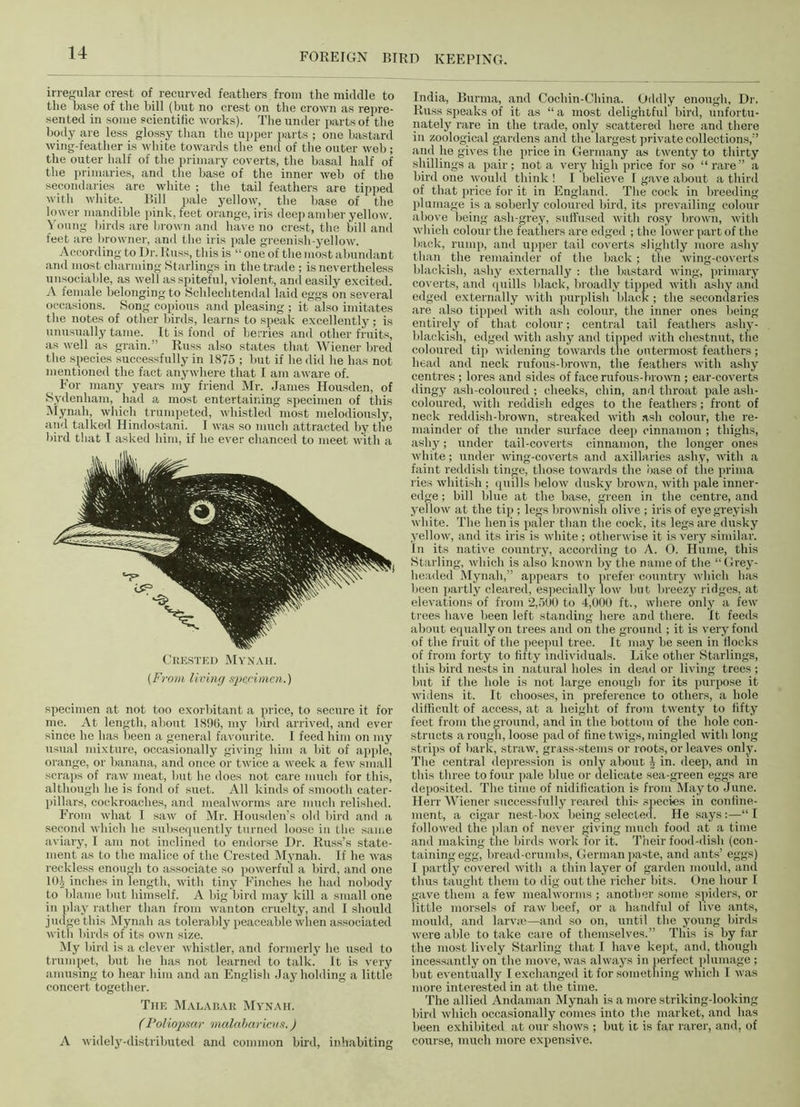 irregular crest of recurved feathers from the middle to the base of the bill (but no crest on the crown as repre- sented in some scientific works). The under parts of the body are less glossy than the upper parts ; one bastard wing-feather is white towards the end of the outer web ; the outer half of the primary coverts, the basal half of the primaries, and the base of the inner web of the secondaries are white ; the tail feathers are tipped with white. Bill pale yellow, the base of the lower mandible pink, feet orange, iris deep amber yellow. Young birds are brown and have no crest, the bill and feet are browner, and the iris pale greenish-yellow. According to Dr. Russ, this is “ one of the most abundant and most charming Starlings in the trade; is nevertheless unsociable, as well as spiteful, violent, and easily excited. A female belonging to Schlechtendal laid eggs on several occasions. Song copious and pleasing ; it also imitates the notes of other birds, learns to speak excellently; is unusually tame. It is fond of berries and other fruits, as well as grain.” Russ also states that Wiener bred the species successfully in 1875 ; but if he did he has not mentioned the fact anywhere that I am aware of. For many years my friend Mr. James Housden, of Sydenham, had a most entertaining specimen of this Mynah, which trumpeted, whistled most melodiously, and talked Hindostani. I was so much attracted by the bird that I asked him, if he ever chanced to meet with a Crested Mynah. (From living specimen.) specimen at not too exorbitant a price, to secure it for me. At length, about 1896, my bird arrived, and ever since he has been a general favourite. I feed him on my usual mixture, occasionally giving him a bit of apple, orange, or banana, and once or twice a week a few small scraps of raw meat, but he does not care much for this, although he is fond of suet. All kinds of smooth cater- pillars, cockroaches, and mealworms are much relished. From what I saw of Mr. Housden’s old bird and a second which he subsequently turned loose in the same aviary, I am not inclined to endorse Dr. Russ’s state- ment as to the malice of the Crested Mynah. If he was reckless enough to associate so powerful a bird, and one 10| inches in length, with tiny Finches he had nobody to blame but himself. A big bird may kill a small one in play rather than from wanton cruelty, and I should judge this Mynah as tolerably peaceable when associated with birds of its own size. My bird is a clever whistler, and formerly he used to trumpet, but he has not learned to talk. It is very amusing to hear him and an English Jay holding a little concert together. The Malabar Mynah. (Poliopsar malabarims.) A widely-distributed and common bird, inhabiting India, Burma, and Cochin-China. Oddly enough, Dr. Russ speaks of it as “ a most delightful bird, unfortu- nately rare in the trade, only scattered here and there in zoological gardens and the largest private collections,” and he gives the price in Germany as twenty to thirty shillings a pair; not a very high price for so “rare” a bird one would think ! I believe I gave about a third of that price for it in England. The cock in breeding plumage is a soberly coloured bird, its prevailing colour above being ash-grey, suffused with rosy brown, with which colour the feathers are edged ; the lower part of the back, rump, and upper tail coverts slightly more ashy than the remainder of the back; the wing-coverts blackish, ashy externally : the bastard wing, primary coverts, and quills black, broadly tipped with ashy and edged externally with purplish black ; the secondaries are also tipped with ash colour, the inner ones being entirely of that colour; central tail feathers ashy- blackish, edged with ashy and tipped with chestnut, the coloured tip widening towards the outermost feathers ; head and neck rufous-brown, the feathers with ashy centres ; lores and sides of face rufous-brown ; ear-coverts dingy ash-coloured ; cheeks, chin, and throat pale ash- coloured, with reddish edges to the feathers; front of neck reddish-brown, streaked with ash colour, the re- mainder of the under surface deep cinnamon ; thighs, ashy; under tail-coverts cinnamon, the longer ones white; under wing-coverts and axillaries ashy, with a faint reddish tinge, those towards the base of the prima ries whitish; quills below dusky brown, with pale inner- edge ; bill blue at the base, green in the centre, and yellow at the tip ; legs brownish olive ; iris of eye greyish white. The hen is paler than the cock, its legs are dusky yellow, and its iris is white ; otherwise it is very similar. In its native country, according to A. 0. Hume, this Starling, which is also known by the name of the “Grey- headed Mynah,” appears to prefer country which has been partly cleared, especially low but breezy ridges, at elevations of from 2,500 to 4,000 ft., where only a few trees have been left standing here and there. It feeds about equally on trees and on the ground ; it is very fond of the fruit of the peepul tree. It may be seen in flocks of from forty to fifty individuals. Like other Starlings, this bird nests in natural holes in dead or living trees ; but if the hole is not large enough for its purpose it widens it. It chooses, in preference to others, a hole difficult of access, at a height of from twenty to fifty feet from the ground, and in the bottom of the hole con- structs a rough, loose pad of fine twigs, mingled with long strips of bark, straw, grass-stems or roots, or leaves only. The central depression is only about i in. deep, and in this three to four pale blue or delicate sea-green eggs are deposited. The time of nidification is from May to June. Herr Wiener successfully reared this species in confine- ment, a cigar nest-box being selected. He says:—“ I followed the plan of never giving much food at a time and making the birds work for it. Their food-dish (con- taining egg, bread-crumbs, German paste, and ants’ eggs) I partly covered with a thin layer of garden mould, and thus taught them to dig out the richer bits. One hour I gave them a few mealworms ; another some spiders, or little morsels of raw beef, or a handful of live ants, mould, and larvae—and so on, until the young birds were able to take care of themselves.” This is by far the most lively Starling that I have kept, and, though incessantly on the move, was always in perfect plumage ; but eventually I exchanged it for something which I was more interested in at the time. The allied Andaman Mynah is a more striking-looking bird which occasionally comes into the market, and has been exhibited at our shows ; but it is far rarer, and, of course, much more expensive.