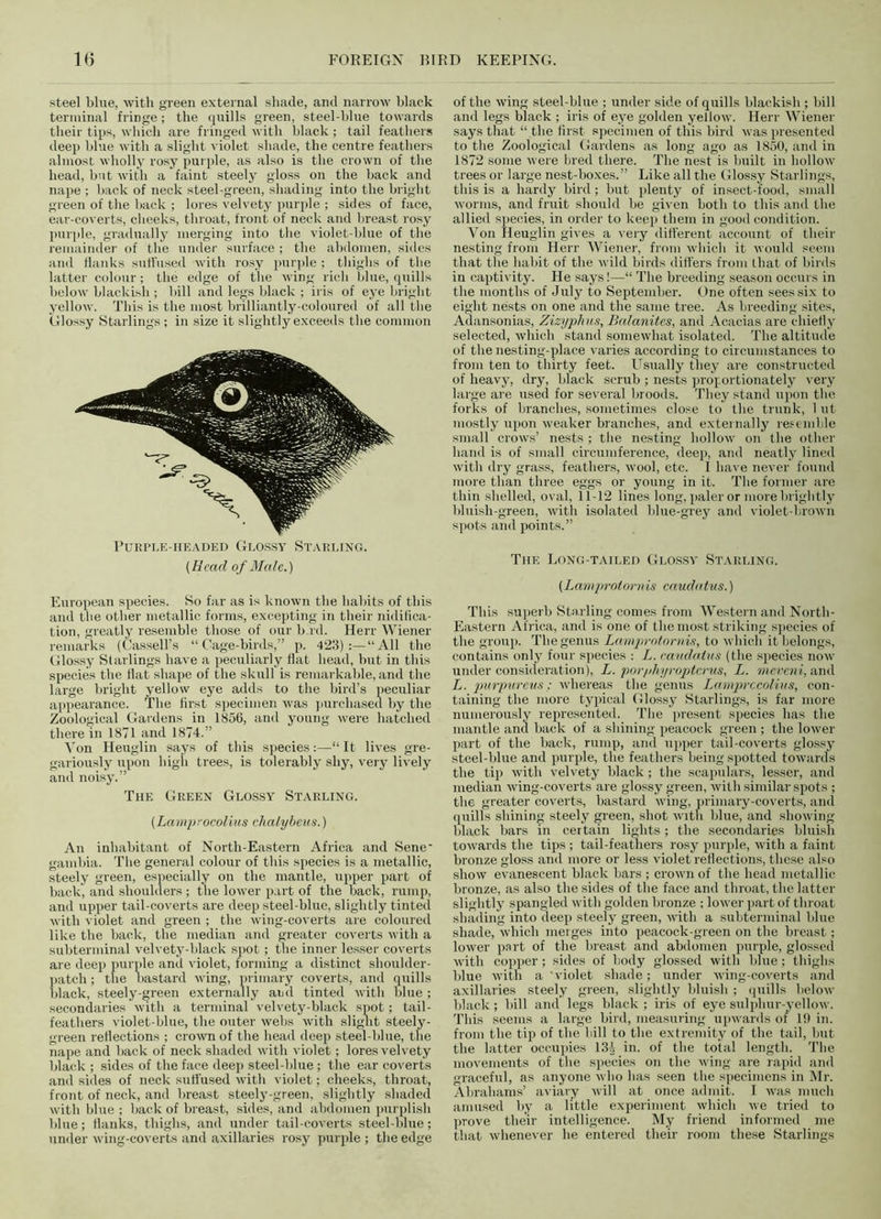 steel blue, with green external shade, and narrow black terminal fringe; the quills green, steel-blue towards their tips, which are fringed with black ; tail feathers deep blue with a slight violet shade, the centre feathers almost wholly rosy purple, as also is the crown of the head, but with a faint steely gloss on the back and nape ; back of neck steel-green, shading into the bright green of the back ; lores velvety purple ; sides of face, ear-coverts, cheeks, throat, front of neck and breast rosy purple, gradually merging into the violet-blue of the remainder of the under surface ; the abdomen, sides and flanks suffused with rosy purple ; thighs of the latter colour; the edge of the wing rich blue, quills below blackish ; bill and legs black ; iris of eye bright yellow. This is the most brilliantly-coloured of all the Glossy Starling's ; in size it slightly exceeds the common Purple-headed Glossy Starling. (Head of Male.) European species. So far as is known the habits of this and the other metallic forms, excepting in their nidifica- tion, greatly resemble those of our b id. Herr Wiener remarks (Cassell’s “ Cage-birds,” p. 423):—“All the Glossy Starlings have a peculiarly flat head, but in this species the Hat shape of the skull is remarkable, and the large bright yellow eye adds to the bird’s peculiar appearance. The first specimen was purchased by the Zoological Gardens in 1856, and young were hatched there in 1871 and 1874.” Von Heuglin says of this species“ It lives gre- gariously upon high trees, is tolerably shy, very lively and noisy.” The Green Glossy Starling. (Lamprocolius chalybeus.) An inhabitant of North-Eastern Africa and Sene gambia. The general colour of this species is a metallic, steely green, especially on the mantle, upper part of back, and shoulders ; the lower part of the back, rump, and upper tail-coverts are deep steel-blue, slightly tinted with violet and green ; the wing-coverts are coloured like the back, the median and greater coverts with a subterminal velvety-black spot; the inner lesser coverts are deep purple and violet, forming a distinct shoulder- patch ; the bastard wing, primary coverts, and quills black, steely-green externally and tinted with blue ; secondaries with a terminal velvety-black spot; tail- feathers violet-blue, the outer webs with slight steely- green reflections ; crown of the head deep steel-blue, the nape and back of neck shaded with violet; lores velvety black ; sides of the face deep steel-blue; the ear coverts and sides of neck suffused with violet; cheeks, throat, front of neck, and breast steely-green, slightly shaded with blue ; back of breast, sides, and abdomen purplish blue; Hanks, thighs, and under tail-coverts steel-blue; under wing-coverts and axillaries rosy purple; the edge of the wing steel-blue ; under side of quills blackish ; bill and legs black ; iris of eye golden yellow. Herr Wiener says that “ the first specimen of this bird was presented to the Zoological Gardens as long ago as 1850, and in 1872 some were bred there. The nest is built in hollow trees or large nest-boxes.” Like all the Glossy Starlings, this is a hardy bird; but plenty of insect-food, small worms, and fruit should be given both to this and the allied species, in order to keep them in good condition. Von Heuglin gives a very different account of their nesting from Herr Wiener, from which it would seem that the habit of the wild birds differs from that of birds in captivity. He says!—“ The breeding season occurs in the months of July to September. One often sees six to eight nests on one and the same tree. As breeding sites, Adansonias, Zizyphus, Balanites, and Acacias are chiefly selected, which stand somewhat isolated. The altitude of the nesting-place varies according to circumstances to from ten to thirty feet. Usually they are constructed of heavy, dry, black scrub ; nests proportionately very large are used for several broods. They stand upon the forks of branches, sometimes close to the trunk, 1 ut mostly upon weaker branches, and externally resemble small crows’ nests ; the nesting hollow on the other hand is of small circumference, deep, and neatly lined with dry grass, feathers, wool, etc. I have never found more than three eggs or young in it. The former are thin shelled, oval, 11-12 lines long, paler or more brightly bluish-green, with isolated blue-grey and violet-brown spots and points.” The Long-tailed Glossy Starling. (Lamprolornis caudatns.) This superb Starling comes from Western and North- Eastern Africa, and is one of the most striking species of the group. The genus Lamprotornis, to which it belongs, contains only four species : L. cauda.tus (the species now under consideration), L. por/ihyroptcrus, L. meveni, and L. purpureus; whereas the genus Lamprocolius, con- taining the more typical Glossy Starlings, is far more numerously represented. The present species has the mantle and back of a shining peacock green ; the lower part of the back, rump, and upper tail-coverts glossy steel-blue and purple, the feathers being spotted towards the tip with velvety black; the scapulars, lesser, and median wing-coverts are glossy green, with similar spots ; the greater coverts, bastard wing, primary-coverts, and quills shining steely green, shot with blue, and showing black bars in certain lights; the secondaries bluish towards the tips ; tail-feathers rosy purple, with a faint bronze gloss and more or less violet reflections, these also show evanescent black bars ; crown of the head metallic bronze, as also the sides of the face and throat, the latter slightly spangled with golden bronze ; lower part of throat shading into deep steely green, with a subterminal blue shade, which merges into peacock-green on the breast; lower part of the breast and abdomen purple, glossed with copper ; sides of body glossed with blue ; thighs blue with a violet shade; under wing-coverts and axillaries steely green, slightly bluish ; quills below black; bill and legs black ; iris of eye sulphur-yellow. This seems a large bird, measuring upwards of 1!) in. from the tip of the bill to the extremity of the tail, hut the latter occupies 134 in. of the total length. The movements of the species on the wing are rapid and graceful, as anyone who has seen the specimens in Mr. Abrahams’ aviary will at once admit. I was much amused by a little experiment which we tried to prove their intelligence. My friend informed me that whenever be entered their room these Starlings
