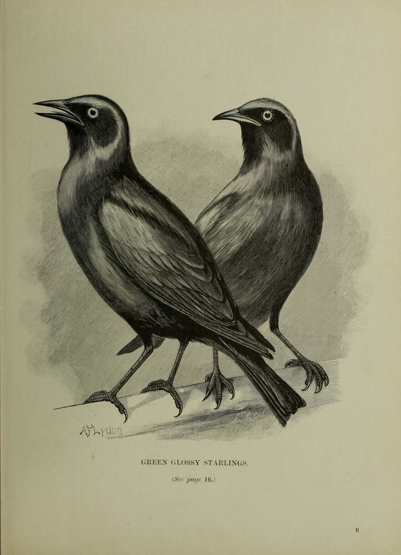 GREEN GLOSSY STARLINGS. (See patje 16.) n