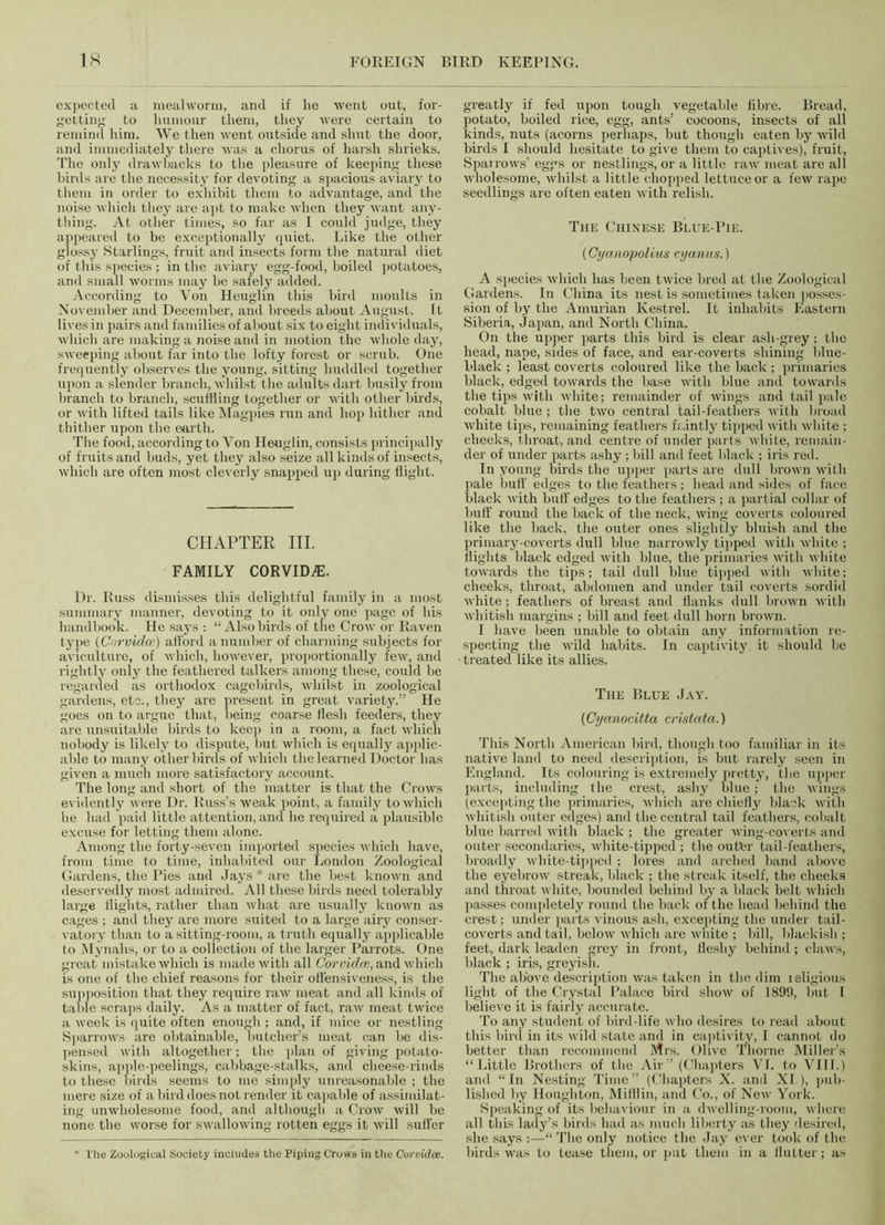 expected a mealworm, and if he went out, for- getting to humour them, they were certain to remind him. We then went outside and shut the door, and immediately there was a chorus of harsh shrieks. The only drawbacks to the pleasure of keeping these birds are the necessity for devoting a spacious aviary to them in order to exhibit them to advantage, and the noise which they are apt to make when they want any- thing. At other times, so far as I could judge, they appeared to be exceptionally quiet. Like the other glossy Starlings, fruit and insects form the natural diet of this species ; in the aviary egg-food, boiled potatoes, and small worms may be safely added. According to Von Heuglin this bird moults in November and December, and breeds about August. It lives in pairs and families of about six to eight individuals, which are making a noise and in motion the whole day, sweeping about far into the lofty forest or scrub. One frequently observes the young, sitting huddled together upon a slender branch, whilst the adults dart busily from branch to branch, scuttling together or with other birds, or with lifted tails like Magpies run and hop hither and thither upon the oarth. The food, according to Von Heuglin, consists principally of fruits and buds, yet they also seize all kinds of insects, which are often most cleverly snapped up during flight. CHAPTER III. FAMILY CORVIDAl. Dr. Russ dismisses this delightful family in a most summary manner, devoting to it only one page of his handbook. He says : “Alsobirds of the Crow or Raven type (Cnrvidcr) aH'ord a number of charming subjects for aviculture, of which, however, proportionally few, and rightly only the feathered talkers among these, could be regarded as orthodox cagebinls, whilst in zoological gardens, etc., they are present in great variety.” He goes on to argue that, being coarse flesh feeders, they are unsuitable birds to keep in a room, a fact which nobody is likely to dispute, but which is equally applic- able to many other birds of which the learned Doctor has given a much more satisfactory account. The long and short of the matter is that the Crows evidently were Dr. Russ’s weak point, a family to which he had paid little attention, and he required a plausible excuse for letting them alone. Among the forty-seven imported species which have, from time to time, inhabited our London Zoological Gardens, the Pies and Jays * are the best known and deservedly most admired. All these birds need tolerably large flights, rather than what are usually known as cages ; and they are more suited to a large airy conser- vatory than to a sitting-room, a truth equally applicable to Mynahs, or to a collection of the larger Parrots. One great mistake which is made with all Corvidce, and which is one of the chief reasons for their offensiveness, is the supposition that they require raw meat and all kinds of table scraps daily. As a matter of fact, raw meat twice a week is quite often enough ; and, if mice or nestling Sparrows are obtainable, butcher’s meat can be dis- pensed with altogether; the plan of giving potato- skins, apple-peelings, cabbage-stalks, and cheese-rinds to these birds seems to me simply unreasonable ; the mere size of a bird does not render it capable of assimilat- ing unwholesome food, and although a Crow will be none the worse for swallowing rotten eggs it will suffer * The Zoological Society includes the Piping Crows in the Corvidce. greatly if fed upon tough vegetable fibre. Bread, potato, boiled rice, egg, ants’ cocoons, insects of all kinds, nuts (acorns perhaps, but though eaten by wild birds I should hesitate to give them to captives), fruit, Sparrows’ eggs or nestlings, or a little raw meat are all wholesome, whilst a little chopped lettuce or a few rape seedlings are often eaten with relish. The Chinese Blue-Pie. (Cyanopolius cyanus.) A species which has been twice bred at the Zoological Gardens. In China its nest is sometimes taken posses- sion of by the Amurian Kestrel. It inhabits Eastern Siberia, Japan, and North China. On the upper parts this bird is clear ash-grey; the head, nape, sides of face, and ear-coverts shining blue- black ; least coverts coloured like the back ; primaries black, edged towards the base with blue and towards the tips with white; remainder of wings and tail pale cobalt blue ; the two central tail-feathers with broad white tips, remaining feathers faintly tipped with white ; cheeks, throat, and centre of under parts white, remain- der of under parts ashy; bill and feet black ; iris red. In young birds the upper parts are dull brown with pale bull’ edges to the feathers; head and sides of face black with buff edges to the feathers ; a partial collar of buff round the back of the neck, wing coverts coloured like the back, the outer ones slightly bluish and the primary-coverts dull blue narrowly tipped with white ; flights black edged with blue, the primaries with white towards the tips; tail dull blue tipped with white; cheeks, throat, abdomen and under tail coverts sordid white; feathers of breast and flanks dull brown with whitish margins ; bill and feet dull horn brown. I have been unable to obtain any information re- specting the wild habits. In captivity, it should be treated like its allies. The Blue Jay. (Cyanocitta crislata.) This North American bird, though too familiar in its native land to need description, is but rarely seen in England. Its colouring is extremely pretty, the upper parts, including the crest, ashy blue; the wings (excepting the primaries, which are chiefly black with whitish outer edges) and the central tail feathers, cobalt blue barred with black ; the greater wing-coverts and outer secondaries, white-tipped ; the outer tail-feathers, broadly white-tipped ; lores and arched band above the eyebrow streak, black ; the streak itself, the cheeks and throat white, bounded behind by a black belt which passes completely round the back of the head behind the crest; under parts vinous ash, excepting the under tail- coverts and tail, below which are white ; bill, blackish ; feet, dark leaden grey in front, fleshy behind; claws, black ; iris, greyish. The above description was taken in the dim leligious light of the Crystal Palace bird show of 1899, but I believe it is fairly accurate. To any student of bird-life who desires to read about this bird in its wild state and in captivity, I cannot do better than recommend Mrs. Olive Thorne Miller’s “ Little Brothers of the Air” (Chapters VI. to VIII.) and “In Nesting Time” (Chapters X. and XI,), pub- lished by Houghton, Mifflin, and Co., of New York. Speaking of its behaviour in a dwelling-room, where all this lady’s birds had as much liberty as they desired, she says “ The only notice the Jay ever took of the birds was to tease them, or put them in a flutter; as