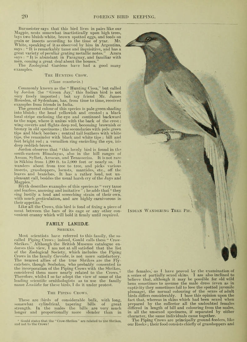 Bunneister says that this bird lives in pairs like our Magpie, nests somewhat inartistically upon high trees, lays two bluish-white, brown spotted eggs, and feeds on grain or insects according to the time of year. Mr. White, speaking of it as observed by him in Argentina, says : “ It is remarkably tame and inquisitive, and has a great variety of peculiar grating metallic notes.” Azara says: “It is abundant in Paraguay, and familiar with men, coming a great deal about the houses.” The Zoological Gardens have had a good many examples. The Hunting Crow. {Cissa Venatoria.) Commonly known as the “ Hunting Cissa,” but called by Jordon the “Green Jay,” this Indian bird is not very freely imported ; but my friend Mr. James Housden, of Sydenham, has, from time to time, received examples from friends in India. The general colour of this species is pale green shading into bluish; the head yellowish and crested; a black loral stripe enclosing the eye and continued backwai’d to the nape, where it unites with the back of the crest; wing-coverts and flights deep red, becoming brownish or bronzy in old specimens; the secondaries with pale green tips and black borders ; central tail feathers with white tips, the remainder with black and white tips ; bill and feet bright red ; a vermilion ring encircling the eye, iris deep reddish-brown. Jordon observes that “this lovely bird is found in the south-eastern Himalayas, also in the hill ranges of Assam, Kylhet, Arracan, and Tenasserim. It is not rare in Sikhim from 1,200 ft. to 5,000 feet or nearly so. It wanders about from tree to tree, and picks various insects, grasshoppers, locusts, man tides, etc., off the leaves and branches. It has a rather loud, not un- pleasant call, besides the usual harsh cry of the Jays and Magpies.” Blyth describes examples of this species as “ very tame and fearless, amusing and imitative ” ; he adds that “ they sing lustily a loud and screeching strain of their own, with much gesticulation, and are highly carnivorous in their appetite.” Like all the Crows, this bird is fond of fixing a piece of meat between the bars of its cage or any other con- venient cranny which will hold it firmly until required. FAMILY LANIIDiE. Shrikes. Most scientists have referred to this family, the so- called Piping Crows ; indeed, Gould calls them “ Crow- Shrikes.” Although the British Museum catalogue en- dorses tins view, I am not at all satisfied that the list of the Zoological Society, which includes the Piping Crows in the family Corvid.ee, is not more satisfactory. The nearest allies of the true Shrikes are the Fly- catchers, though Seebohm, who probably consented to the incorporation of the Piping Crows with the Shrikes, considered them more nearly related to the Crows.* Therefore, whilst I so far adopt the view of some of the leading scientific ornithologists as to use the family name Laniidcc for these birds, I do it under protest. The Piping Crows. These are ibirds of considerable bulk, with long, somewhat cylindrical, tapering bills of great strength. In the males the bills are very much longer and proportionally more slender than in Gould states that the “ Crow-Shrikes ” are related to the Shrikes, and not to the Crows! the females,' as I have proved by the examination of a series of partially sexed skins. I am also inclined to believe that, although it may be possible for old wild hens sometimes to assume the male dress (even as in captivity they sometimes fail to lose the spotted juvenile plumage), the normal colouring of the sexes of adult birds differs considerably. I base this opinion upon the fact that, whereas in skins which had been sexecl when prepared by the collector all the undoubted females differed in length of hill and colouring from the males, in all the unsexed specimens, if separated by either character, the same individuals came together. The Piping Crows are principally ground-feeders, like our Rooks ; their food consists chiefly of grasshoppers and
