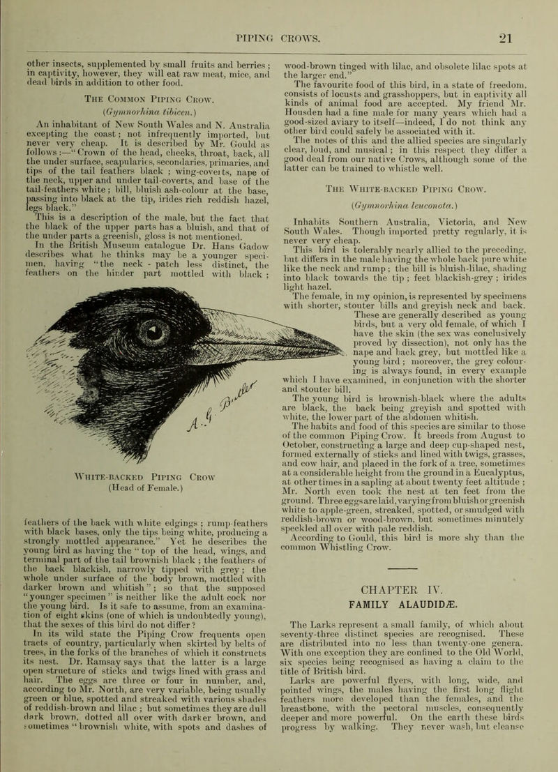 other insects, supplemented by small fruits and berries ; in captivity, however, they will eat raw meat, mice, and dead birds in addition to other food. The Common Piping Crow. (Gymnorhina tibicen.) An inhabitant of New South Wales and N. Australia excepting the coast; not infrequently imported, but never very cheap. It is described by Mr. Gould as followsCrown of the head, cheeks, throat, back, all the under surface, scapularies, secondaries, primaries, and tips of the tail feathers black ; wing-covei ts, nape of the neck, upper and under tail-coverts, and base of the tail-feathers white; bill, bluish ash-colour at the base, lassing into black at the tip, irides rich reddish hazel’ egs black.” wood-brown tinged with lilac, and obsolete lilac spots at the larger end.” The favourite food of this bird, in a state of freedom, consists of locusts and grasshoppers, but in captivity all kinds of animal food are accepted. My friend Mr. Housden had a fine male for many years which had a good-sized aviary to itself—indeed, I do not think any other bird could safely be associated with it. The notes of this and the allied species are singularly clear, loud, and musical; in this respect they differ a good deal from our native Crows, although some of the latter can be trained to whistle well. The White-backed Piping Crow. (Gymnorhina leuconota.) This is a description of the male, but the fact that the black of the upper parts has a bluish, and that of the under parts a greenish, gloss is not mentioned. In the British Museum catalogue Dr. Hans Gadow describes what he thinks may he a younger speci- men, having “the neck - patch less distinct, the feathers on the hinder part mottled with black ; Inhabits Southern Australia, Victoria, and New South Wales. Though imported pretty regularly, it is never very cheap. This bird is tolerably nearly allied to the preceding, but differs in the male having the whole back pure white like the neck and rump ; the bill is bluish-lilac, shading into black towards the tip ; feet blackish-grey; irides light hazel. The female, in my opinion, is represented by specimens with shorter, stouter bills and greyish neck and back. These are generally described as young- birds, but a very old female, of which I have the skin (the sex was conclusively proved by dissection), not only has the nape and back grey, but mottled like a young bird ; moreover, the grey colour- ing is always found, in every example White-backed Piping Crow (Head of Female.) feathers of the back with white edgings ; rump-feathers with black bases, only the tips being white, producing a strongly mottled appearance.” Yet he describes the young bird as having the “ top of the head, wings, and terminal part of the tail brownish black ; the feathers of the back blackish, narrowly tipped with grey; the whole under surface of the body brown, mottled with darker brown and whitish ”; so that the supposed “ younger specimen ” is neither like the adult cock nor the young bird. Is it safe to assume, from an examina- tion of eight skins (one of which is undoubtedly young), that the sexes of this bird do not differ? In its wild state the Piping Crow frequents open tracts of country, particularly when skirted by belts of trees, in tbe forks of the branches of which it constructs its nest. Dr. Ramsay says that the latter is a large open structure of sticks and twigs lined with grass and hair. The eggs are three or four in number, and, according to Mr. North, are very variable, being usually green or blue, spotted and streaked with various shades of reddish-brown and lilac ; but sometimes they are dull dark brown, dotted all over with darker brown, and sometimes “ brownish white, with spots and dashes of which I have examined, in conjunction with the shorter and stouter bill. The young bird is brownish-black where the adults are black, the back being greyish and spotted with white, the lower part of the abdomen whitish. The habits and food of this species are similar to those of the common Piping Crow. It breeds from August to October, constructing a large and deep cup-shaped nest, formed externally of sticks and lined with twigs, grasses, and cow hair, and placed in the fork of a tree, sometimes at a considerable height from the ground in a Eucalyptus, at other times in a sapling at about twenty feet altitude ; Mr. North even took the nest at ten feet from the ground. Three eggs are laid, varying from bl uish or greenish white to apple-green, streaked, spotted, or smudged with reddish-brown or wood-brown, but sometimes minutely speckled all over with pale reddish. According to Gould, this bird is more shy than the common Whistling Crow. CHAPTER IV. FAMILY ALAUDIDAi. The Larks represent a small family, of which about seventy-three distinct species are recognised. These are distributed into no less than twenty-one genera. With one exception they are confined to the Old World, six species being recognised as having a claim to the title of British bird. Larks are powerful flyers, with long, wide, and pointed wings, the males having the first long flight feathers more developed than the females, and the breastbone, with the pectoral muscles, consequently deeper and more powerful. On the earth these birds progress by walking. They never wash, but cleanse