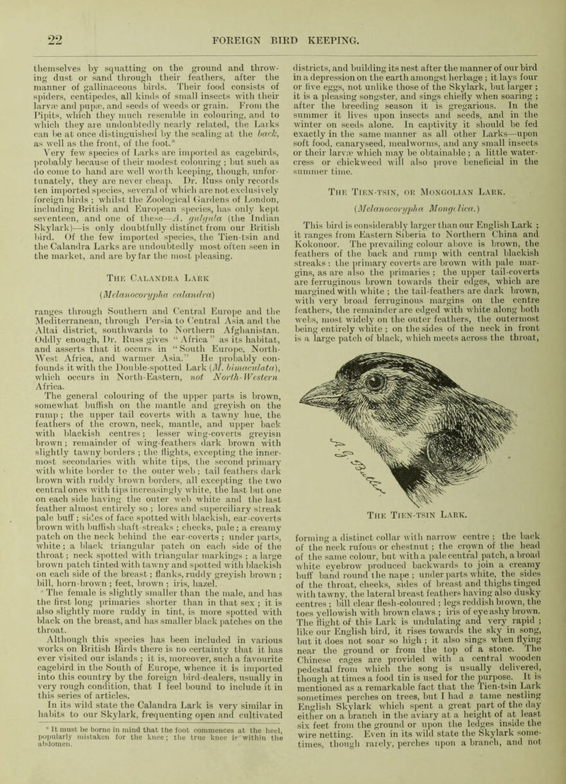 themselves by squatting on the ground and throw- ing dust or sand through their feathers, after the manner of gallinaceous birds. Their food consists of spiders, centipedes, all kinds of small insects with their larvae and pupae, and seeds of weeds or grain. From the Pipits, which they much resemble in colouring, and to which they are undoubtedly nearly related, the Larks can be at once distinguished hy the scaling at the back, as well as the front, of the foot.* Very few species of Larks are imported as cagebirds, probably because of their modest colouring ; but such as do come to hand are well worth keeping, though, unfor- tunately, they are never cheap. Dr. Russ only records ten imported species, several of which are not exclusively foreign birds ; whilst the Zoological Gardens of London, including British and European species, has only kept seventeen, and one of these—A. gulgula (the Indian Skylark)—is only doubtfully distinct from our British bird. Of the few imported species, the Tien-tsin and the Calandra Larks are undoubtedly most often seen in the market, and are by far the most pleasing. The Calandra Lark (Melanocorypha calandra) ranges through Southern and Central Europe and the Mediterranean, through Persia to Central Asia and the Altai district, southwards to Northern Afghanistan. Oddly enough, Dr. Russ gives “ Africa ” as its habitat, and asserts that it occurs in “ South Europe, North- West Africa, and warmer Asia.” He probably con- founds it with the Double-spotted Lark (M. bimaculata), which occurs in North-Eastern, not North-Western Africa. The general colouring of the upper parts is brown, somewhat huffish on the mantle and greyish on the rump; the upper tail coverts with a tawny hue, the feathers of the crown, neck, mantle, and upper back with blackish centres; lesser wing-coverts greyisn brown; remainder of wing-feathers dark brown with slightly tawny borders ; the flights, excepting the inner- most secondaries with white tips, the second primary with white border to the outer web ; tail feathers dark brown with ruddy brown borders, all excepting the two central ones with tips increasingly white, the last but one on each side having the outer web white and the last feather almost entirely so ; lores and superciliary streak pale buff; sides of face spotted with blackish, ear-coverts brown with huffish shaft-streaks ; checks, pale; a creamy patch on the neck behind the ear-coverts ; under parts, white; a black triangular patch on each side of the throat; neck spotted with triangular markings ; a large brown patch tinted with tawny and spotted with blackish on each side of the breast; flanks, ruddy greyish brown ; bill, horn-brown ; feet, brown ; iris, hazel. The female is slightly smaller than the male, and has the first long primaries shorter than in that sex ; it is also slightly more ruddy in tint, is more spotted with black on the breast, and has smaller black patches on the throat. Although this species has been included in various works on British Birds there is no certainty that it has ever visited our islands ; it is, moreover, such a favourite cagebird in the South of Europe, whence it is imported into this country by the foreign bird-dealers, usually in very rough condition, that I feel bound to include it in this series of articles. In its wild state the Calandra Lark is very similar in habits to our Skylark, frequenting open ancl cultivated ’ It must be borne in mind that the foot commences at the heel, popularly mistaken for the knee; the true knee b within tire abdomen. districts, and building its nest after the manner of our bird in a depression on the earth amongst herbage ; it lays four or five eggs, not unlike those of the Skylark, but larger ; it is a pleasing songster, and sings chiefly when soaring ; after the breeding season it is gregarious. In the summer it lives upon insects and seeds, and in the winter on seeds alone. In captivity it should be fed exactly in the same manner as all other Larks—upon soft food, canaryseed, mealworms, and any small insects or their larvae which may he obtainable; a little water- cress or ehickweed will also prove beneficial in the summer time. The Tien-tsin, or Mongolian Lark. (J\Iclanocori/jtlta Mongi lica.) This bird is considerably larger than our English Lark ; it ranges from Eastern Siberia to Northern China and Kokonoor. The prevailing colour above is brown, the feathers of the back and rump with central blackish streaks : the primary coverts are brown with pale mar- gins, as are also the primaries ; the upper tail-coverts are ferruginous brown towards their edges, which are margined with white ; the tail-feathers are dark brown, with very broad ferruginous margins on the centre feathers, the remainder are edged with white along both webs, most widely on the outer feathers, the outermost being entirely white ; on the sides of the neck in front is a large patch of black, which meets across the throat, The Tien-tsin Lark. forming a distinct collar with narrow centre ; the back of the neck rufous or chestnut; the crown of the head of the same colour, but with a pale central patch, abroad white eyebrow produced backwards to join a creamy buff band round the nape ; under parts white, the sides of the throat, cheeks, sides of breast and thighs tinged with tawny, the lateral breast feathers having also dusky centres ; liill clear flesh-coloured ; legs reddish brown, the toes yellowish with brown claws ; iris of eye ashy brown. The flight of this Lark is undulating and very rapid ; like our English bird, it rises towards the sky in song, but it does not soar so high ; it also sings when flying near the ground or from the top of a stone. The Chinese cages are provided with a central wooden pedestal from which the song is usually delivered, though at times a food tin is used for the purpose. It is mentioned as a remarkable fact that the Tien-tsin Lark sometimes perches on trees, but I had 0 tame nestling English Skylark which spent a great part of the day either on a branch in the aviary at a height of at least six feet from the ground or upon the ledges inside the wire netting. Even in its wild state the Skylark some- times, though rarely, perches upon a branch, and not