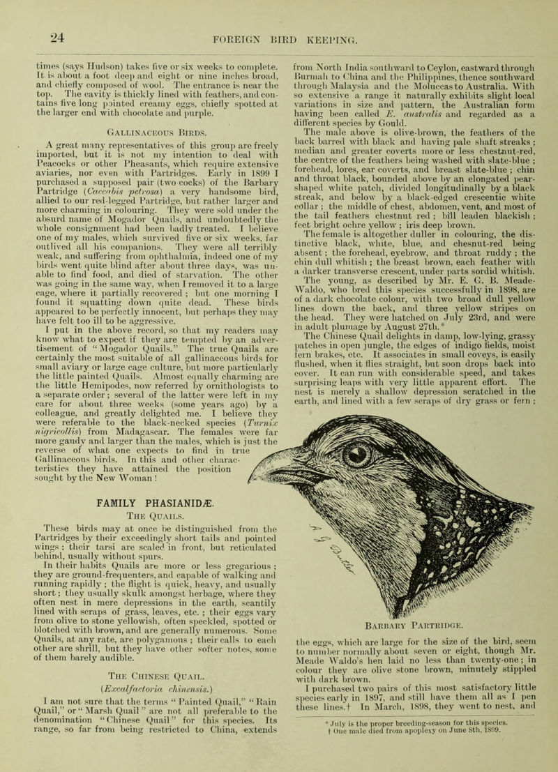 times (says Hudson) takes five or six weeks to complete. It is about a foot deep and eight or nine inches broad, and chietiy composed of wool. The entrance is near the top. The cavity is thickly lined with feathers, and con- tains five long jointed creamy eggs, chietiy spotted at the larger end with chocolate and purple. Gallinaceous Birds. A great many representatives of this group are freely imported, but it is not my intention to deal with Peacocks or other Pheasants, which require extensive aviaries, nor even with Partridges. Early in 1899 I purchased a supposed pair (two cocks) of the Barbary Partridge (Caccnbis petrosa) a very handsome bird, allied to our red-legged Partridge, but rather larger and more charming in colouring. They were sold under the absurd name of Mogador Quails, and undoubtedly the whole consignment had been badly treated. I believe one of my males, which survived five or six weeks, far outlived all his companions. They were all terribly weak, and suffering from ophthalmia, indeed one of my birds went quite blind after about three days, was un- able to find food, and died of starvation. The other was going in the same way, when I removed it to a large cage, where it partially recovered ; but one morning I found it squatting down quite dead. These birds appeared to be perfectly innocent, but perhaps they may have felt too ill to be aggressive. I put in the above record, so that my readers may know what to expect if they are tempted by an adver- tisement of “ Mogador Quails.” The true Quails are certainly the most suitable of all gallinaceous birds for small aviary or large cage culture, but more particularly the little painted Quails. Almost equally charming are the little Hemipodes, now referred by ornithologists to a separate order; several of the latter were left in my care for about three weeks (some years ago) by a colleague, and greatly delighted me. I believe they were referable to the black-necked species (Turnix nigricollis) from Madagascar. The females were far more gaudy and larger than the males, which is just the reverse of what one expects to find in true Gallinaceous birds. In this and other charac- teristics they have attained the position sought by the New Woman ! FAMILY PHASIANIDAL The Quails. These birds may at once be distinguished from the Partridges by their exceedingly short tails and pointed wings ; their tarsi are scaled in front, but reticulated behind, usually without spurs. In their habits Quails are more or less gregarious ; they are ground-frequenters, and capable of walking and running rapidly ; the flight is quick, heavy, and usually short; they usually skulk amongst herbage, where they often nest in mere dejiressions in the earth, scantily lined with scraps of grass, leaves, etc. ; their eggs vary from olive to stone yellowish, often speckled, spotted or blotched with brown, and are generally numerous. Some Quails, at any rate, are polygamous ; their calls to each other are shrill, but they have other softer notes, some of them barely audible. The Chinese Quail. (Excalfactoria ehinensis.) I am not sure that the terms “ Painted Quail,” “Rain Quail,” or “ Marsh Quail ” are not all preferable to the denomination “Chinese Quail” for this species. Its range, so far from being restricted to China, extends from North 1 ndia southward to Ceylon, eastward through Burmah to China and the Philippines, thence southward through Malaysia and the Moluccas to Australia. With so extensive a range it naturally exhibits slight local variations in size and pattern, the Australian form having been called E. australis and regarded as a different species by Gould. The male above is olive-brown, the feathers of the back barred with black and having pale shaft streaks ; median and greater coverts more or less chestnut-red, the centre of the feathers being washed with slate-blue ; forehead, lores, ear coverts, and breast slate-blue ; chin and throat black, bounded above by an elongated pear- shaped white patch, divided longitudinally by a black streak, and below by a black-edged crescentic white collar ; the middle of chest, abdomen, vent, and most of the tail feathers chestnut red ; bill leaden blackish ; feet bright ochre yellow ; iris deep brown. The female is altogether duller in colouring, the dis- tinctive black, white, blue, and chesnut-red being absent; the forehead, eyebrow, and throat ruddy ; the chin dull whitish ; the breast brown, each feather witli a darker transverse crescent, under parts sordid whitish. 'Fhe young, as described by Mr. E. G. B. Meade- Waldo, who bred this species successfully in 1898, are of a dark chocolate colour, with two broad dull yellow lines down the back, and three yellow strijjes on the head. They were hatched on July 23rd, and were in adult plumage by August 27th.* The Chinese Quail delights in damp, low-lying, grassy patches in ojien jungle, the edges of indigo fields, moist fern brakes, etc. It associates in small coveys, is easily flushed, when it flies straight, but soon drops back into cover. It can run with considerable speed, and takes surprising leaps with very little apparent effort. The nest is merely a shallow depression scratched in the earth, and lined with a few scraps of dry grass or fern ; Barbary Partridge. the eggs, which are large for the size of the bird, seem to number normally about seven or eight, though Mr. Meade Waldo’s hen laid no less than twenty-one; in colour they are olive stone brown, minutely stijipled with dark brown. I purchased two pairs of this most satisfactory little sjiecies early in 1897, and still have them all as I jien these lines'.t In March, 1898, they went to nest, and * .Inly is the proper breeding-season for this species, f One male died from apoplexy on June 8th, 1809.