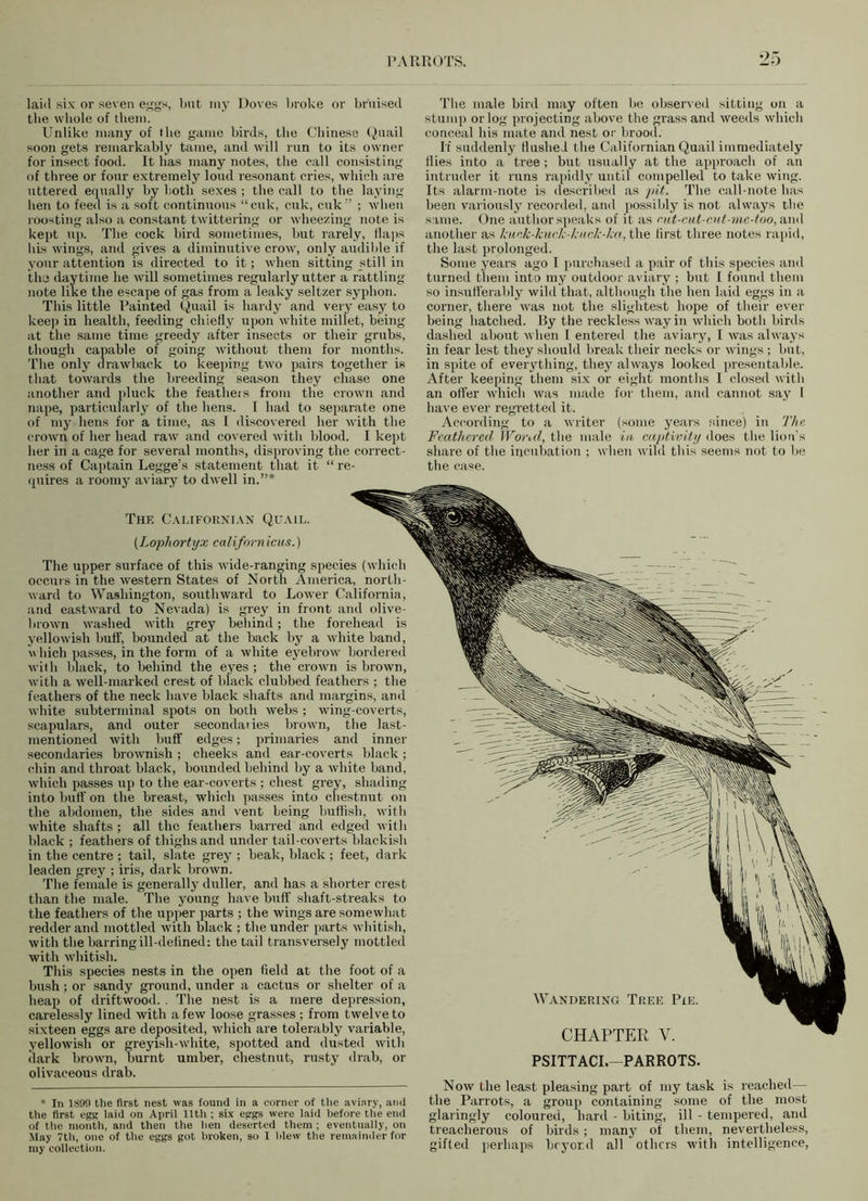 laid six or seven eggs, but my Doves broke or bruised the whole of them. Unlike many of the game birds, the Chinese Quail soon gets remarkably tame, and will run to its owner for insect food. It has many notes, the call consisting of three or four extremely loud resonant cries, which are uttered equally by both sexes ; the call to the laying- hen to feed is a soft continuous “cuk, cuk, cuk:’ ; when roosting also a constant twittering or wheezing note is kept up. The cock bird sometimes, but rarely, Haps his wings, and gives a diminutive crow, only audible if your attention is directed to it; when sitting still in the daytime he will sometimes regularly utter a rattling note like the escape of gas from a leaky seltzer syphon. This little Painted Quail is hardy and very easy to keep in health, feeding chiefly upon white millet, being at the same time greedy after insects or their grubs, though capable of going without them for months. The only drawback to keeping two pairs together is that towards the breeding season they chase one another and pluck the feathers from the crown and nape, particularly of the hens. I had to separate one of my hens for a time, as I discovered her with the crown of her head raw and covered with blood. I kept her in a cage for several months, disproving the correct- ness of Captain Legge’s statement that it “ re- quires a roomy aviary to dwell in.”* The male bird may often he observed sitting on a stump or log projecting above the grass and weeds which conceal his mate and nest or brood. If suddenly Hushed the Californian Quail immediately Hies into a tree ; but usually at the approach of an intruder it runs rapidly until compelled to take wing. Its alarm-note is described as pit. The call-note has been variously recorded, and possibly is not always the same. One author speaks of it as rut-cut-cut-mc-too, and another as kunk-kuck-kuck-ka, the first three notes rapid, the last prolonged. Some years ago I purchased a pair of this species and turned them into my outdoor aviary ; but I found them so insufferably wild that, although the hen laid eggs in a corner, there was not the slightest hope of their ever being hatched. By the reckless way in which both birds dashed about when I entered the aviary, I was always in fear lest they should break their necks or wings ; but, in spite of everything, they always looked presentable. After keeping them six or eight months I closed with an offer which was made for them, and cannot say I have ever regretted it. According to a writer (some years since) in The Feathered \Vorul, the male in captivity does the lion's share of the incubation ; when wild this seems not to be the case. The Californian Quail. (Lophortyx californicus.) The upper surface of this wide-ranging species (which occurs in the western States of North America, north- ward to Washington, southward to Lower California, and eastward to Nevada) is grey in front and olive- brown washed with grey behind; the forehead is yellowish buff, bounded at the back by a white band, which passes, in the form of a white eyebrow bordered with black, to behind the eyes ; the crown is brown, with a well-marked crest of black clubbed feathers ; the feathers of the neck have black shafts and margins, and white subterminal spots on both webs ; wing-coverts, scapulars, and outer secondaries brown, the last- mentioned with buff edges; primaries and inner secondaries brownish ; cheeks and ear-coverts black ; chin and throat black, bounded behind by a white band, which passes up to the ear-coverts ; chest grey, shading into buff on the breast, which passes into chestnut on the abdomen, the sides and vent being huffish, with white shafts ; all the feathers barred and edged with black ; feathers of thighs and under tail-coverts blackish in the centre ; tail, slate grey ; beak, black ; feet, dark leaden grey ; iris, dark brown. The female is generally duller, and has a shorter crest than the male. The young have buff shaft-streaks to the feathers of the upper parts ; the wings are somewhat redder and mottled with black ; the under parts whitish, with the barringill-dehned: the tail transversely mottled with whitish. This species nests in the open field at the foot of a bush; or sandy ground, under a cactus or shelter of a heap of driftwood. . The nest is a mere depression, carelessly lined with a few loose grasses ; from twelve to sixteen eggs are deposited, which are tolerably variable, yellowish or greyish-white, spotted and dusted with (lark brown, burnt umber, chestnut, rusty drab, or olivaceous drab. Wandering Tree Pie. CHAPTER Y. PSITTACI.-PARROTS. * In 1899 the first nest was found in a corner of the aviary, and the first egg laid on April 11th ; six eggs were laid before the end of the month, and then the lien deserted them; eventually, on May 7th, one of the eggs got broken, so I blew the remainder for my collection. Now the least pleasing part of my task is reached— the Parrots, a group containing some of the most glaringly coloured, hard - biting, ill - tempered, and treacherous of birds; many of them, nevertheless, gifted perhaps bryor.d all others with intelligence,